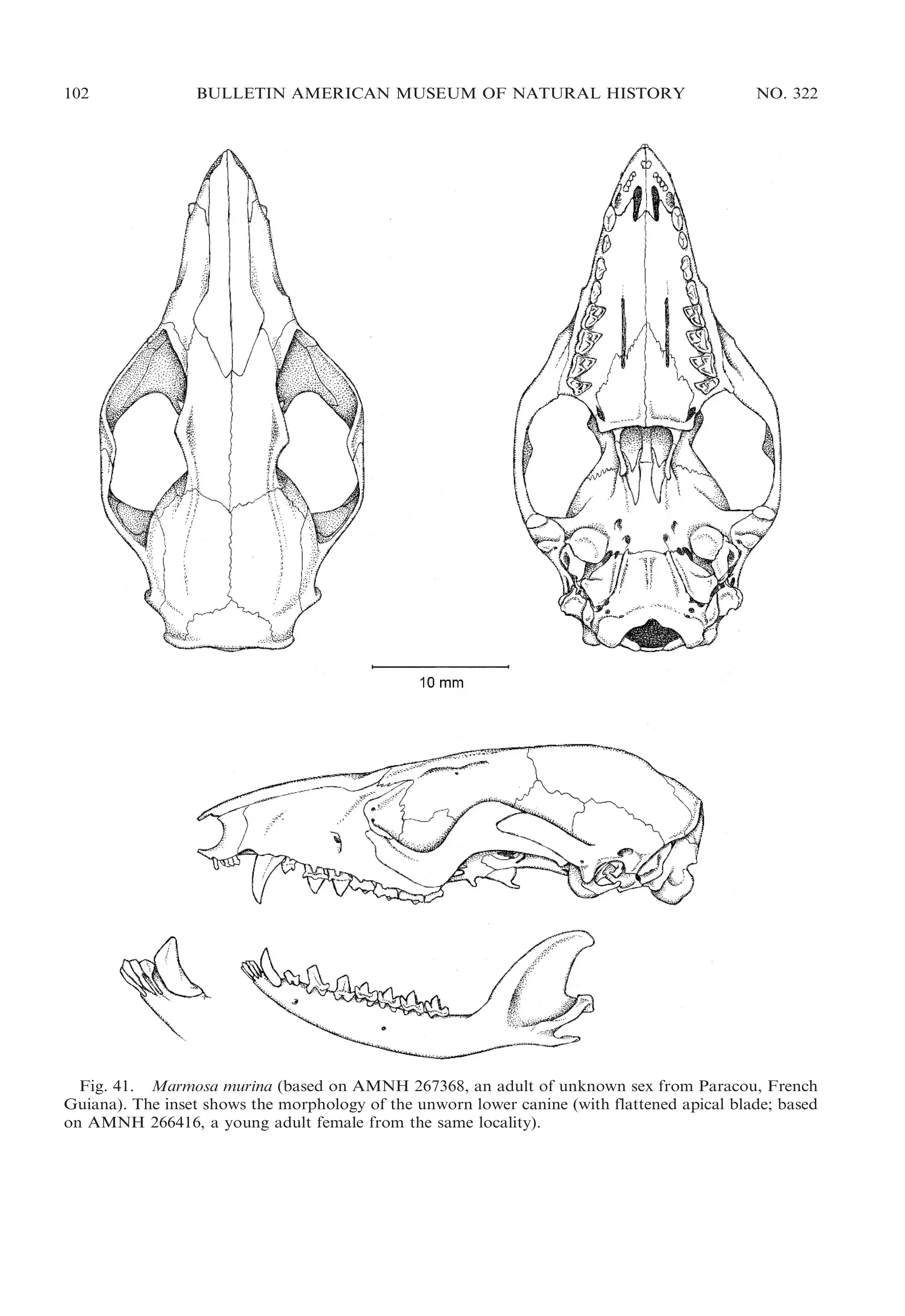 102

BULLETIN AMERICAN MUSEUM OF NATURAL HISTORY

NO. 322

Fig. 41. Marmosa murina (based on AMNH 267368, an adult of unknown sex from Paracou, French
Guiana). The inset shows the morphology of the unworn lower canine (with flattened apical blade; based
on AMNH 266416, a young adult female from the same locality).

 