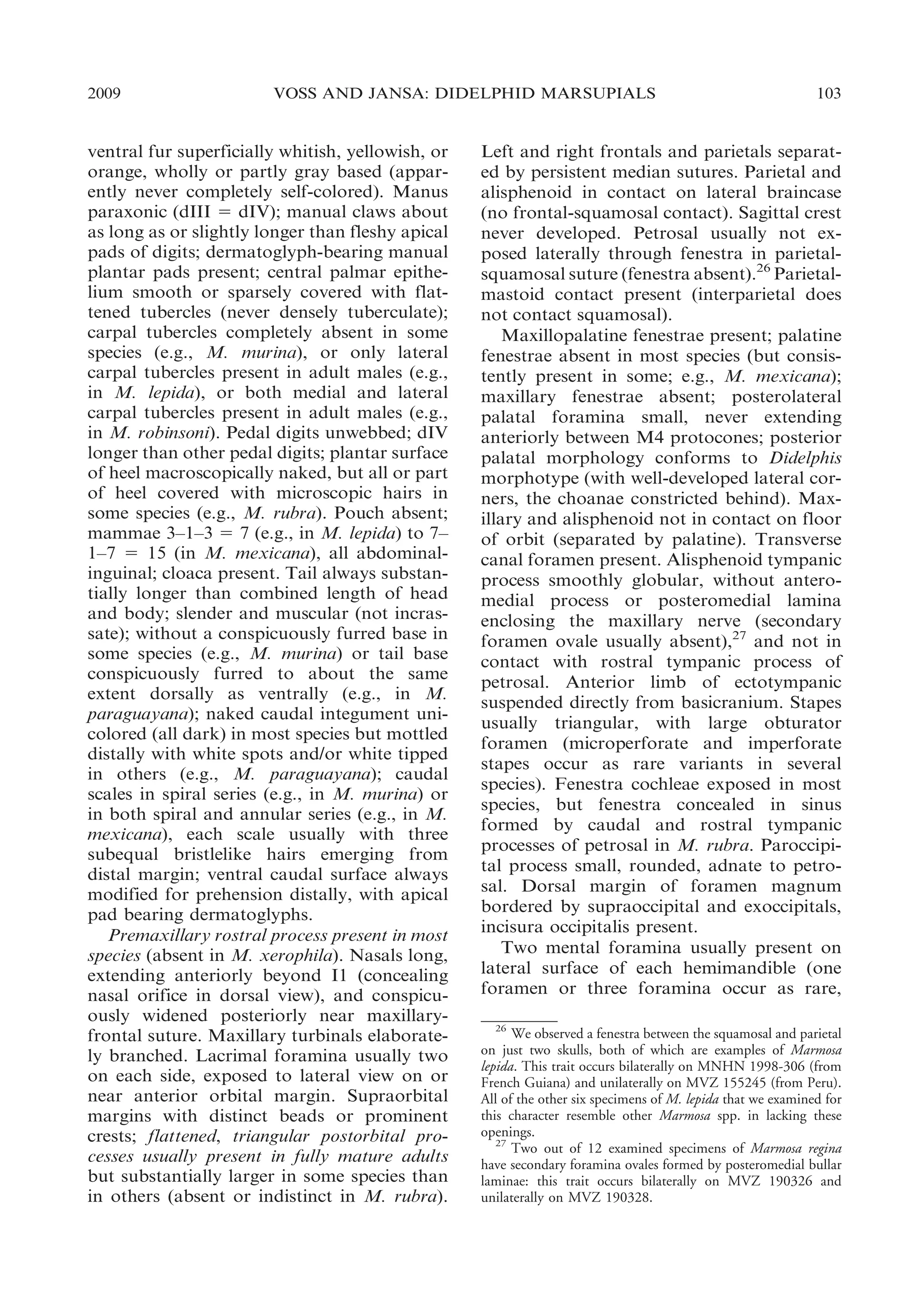 2009

VOSS AND JANSA: DIDELPHID MARSUPIALS

ventral fur superficially whitish, yellowish, or
orange, wholly or partly gray based (apparently never completely self-colored). Manus
paraxonic (dIII 5 dIV); manual claws about
as long as or slightly longer than fleshy apical
pads of digits; dermatoglyph-bearing manual
plantar pads present; central palmar epithelium smooth or sparsely covered with flattened tubercles (never densely tuberculate);
carpal tubercles completely absent in some
species (e.g., M. murina), or only lateral
carpal tubercles present in adult males (e.g.,
in M. lepida), or both medial and lateral
carpal tubercles present in adult males (e.g.,
in M. robinsoni). Pedal digits unwebbed; dIV
longer than other pedal digits; plantar surface
of heel macroscopically naked, but all or part
of heel covered with microscopic hairs in
some species (e.g., M. rubra). Pouch absent;
mammae 3–1–3 5 7 (e.g., in M. lepida) to 7–
1–7 5 15 (in M. mexicana), all abdominalinguinal; cloaca present. Tail always substantially longer than combined length of head
and body; slender and muscular (not incrassate); without a conspicuously furred base in
some species (e.g., M. murina) or tail base
conspicuously furred to about the same
extent dorsally as ventrally (e.g., in M.
paraguayana); naked caudal integument unicolored (all dark) in most species but mottled
distally with white spots and/or white tipped
in others (e.g., M. paraguayana); caudal
scales in spiral series (e.g., in M. murina) or
in both spiral and annular series (e.g., in M.
mexicana), each scale usually with three
subequal bristlelike hairs emerging from
distal margin; ventral caudal surface always
modified for prehension distally, with apical
pad bearing dermatoglyphs.
Premaxillary rostral process present in most
species (absent in M. xerophila). Nasals long,
extending anteriorly beyond I1 (concealing
nasal orifice in dorsal view), and conspicuously widened posteriorly near maxillaryfrontal suture. Maxillary turbinals elaborately branched. Lacrimal foramina usually two
on each side, exposed to lateral view on or
near anterior orbital margin. Supraorbital
margins with distinct beads or prominent
crests; flattened, triangular postorbital processes usually present in fully mature adults
but substantially larger in some species than
in others (absent or indistinct in M. rubra).

103

Left and right frontals and parietals separated by persistent median sutures. Parietal and
alisphenoid in contact on lateral braincase
(no frontal-squamosal contact). Sagittal crest
never developed. Petrosal usually not exposed laterally through fenestra in parietalsquamosal suture (fenestra absent).26 Parietalmastoid contact present (interparietal does
not contact squamosal).
Maxillopalatine fenestrae present; palatine
fenestrae absent in most species (but consistently present in some; e.g., M. mexicana);
maxillary fenestrae absent; posterolateral
palatal foramina small, never extending
anteriorly between M4 protocones; posterior
palatal morphology conforms to Didelphis
morphotype (with well-developed lateral corners, the choanae constricted behind). Maxillary and alisphenoid not in contact on floor
of orbit (separated by palatine). Transverse
canal foramen present. Alisphenoid tympanic
process smoothly globular, without anteromedial process or posteromedial lamina
enclosing the maxillary nerve (secondary
foramen ovale usually absent),27 and not in
contact with rostral tympanic process of
petrosal. Anterior limb of ectotympanic
suspended directly from basicranium. Stapes
usually triangular, with large obturator
foramen (microperforate and imperforate
stapes occur as rare variants in several
species). Fenestra cochleae exposed in most
species, but fenestra concealed in sinus
formed by caudal and rostral tympanic
processes of petrosal in M. rubra. Paroccipital process small, rounded, adnate to petrosal. Dorsal margin of foramen magnum
bordered by supraoccipital and exoccipitals,
incisura occipitalis present.
Two mental foramina usually present on
lateral surface of each hemimandible (one
foramen or three foramina occur as rare,
26
We observed a fenestra between the squamosal and parietal
on just two skulls, both of which are examples of Marmosa
lepida. This trait occurs bilaterally on MNHN 1998-306 (from
French Guiana) and unilaterally on MVZ 155245 (from Peru).
All of the other six specimens of M. lepida that we examined for
this character resemble other Marmosa spp. in lacking these
openings.
27
Two out of 12 examined specimens of Marmosa regina
have secondary foramina ovales formed by posteromedial bullar
laminae: this trait occurs bilaterally on MVZ 190326 and
unilaterally on MVZ 190328.

 