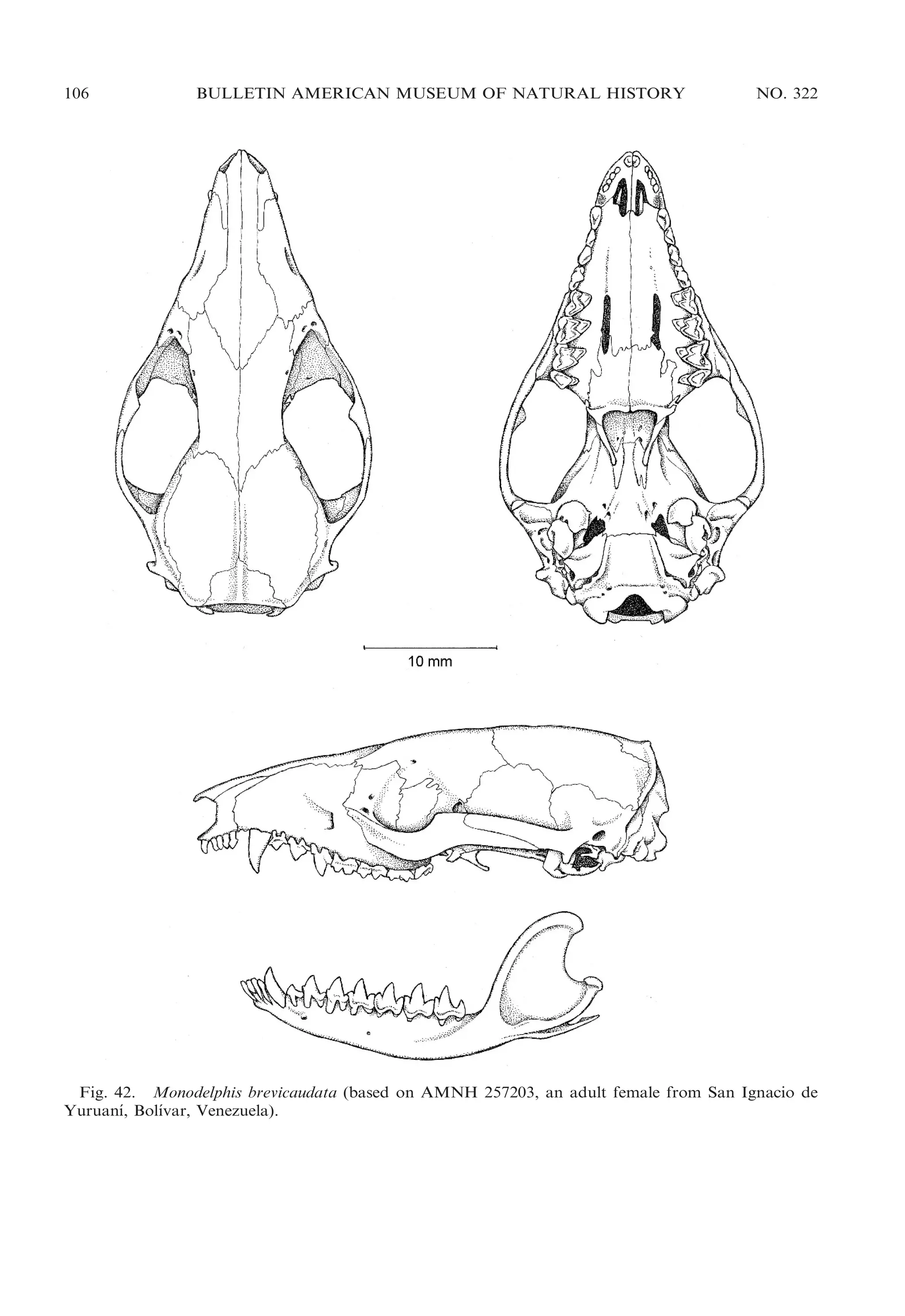 106

BULLETIN AMERICAN MUSEUM OF NATURAL HISTORY

NO. 322

Fig. 42. Monodelphis brevicaudata (based on AMNH 257203, an adult female from San Ignacio de
´
´
Yuruanı, Bolıvar, Venezuela).

 