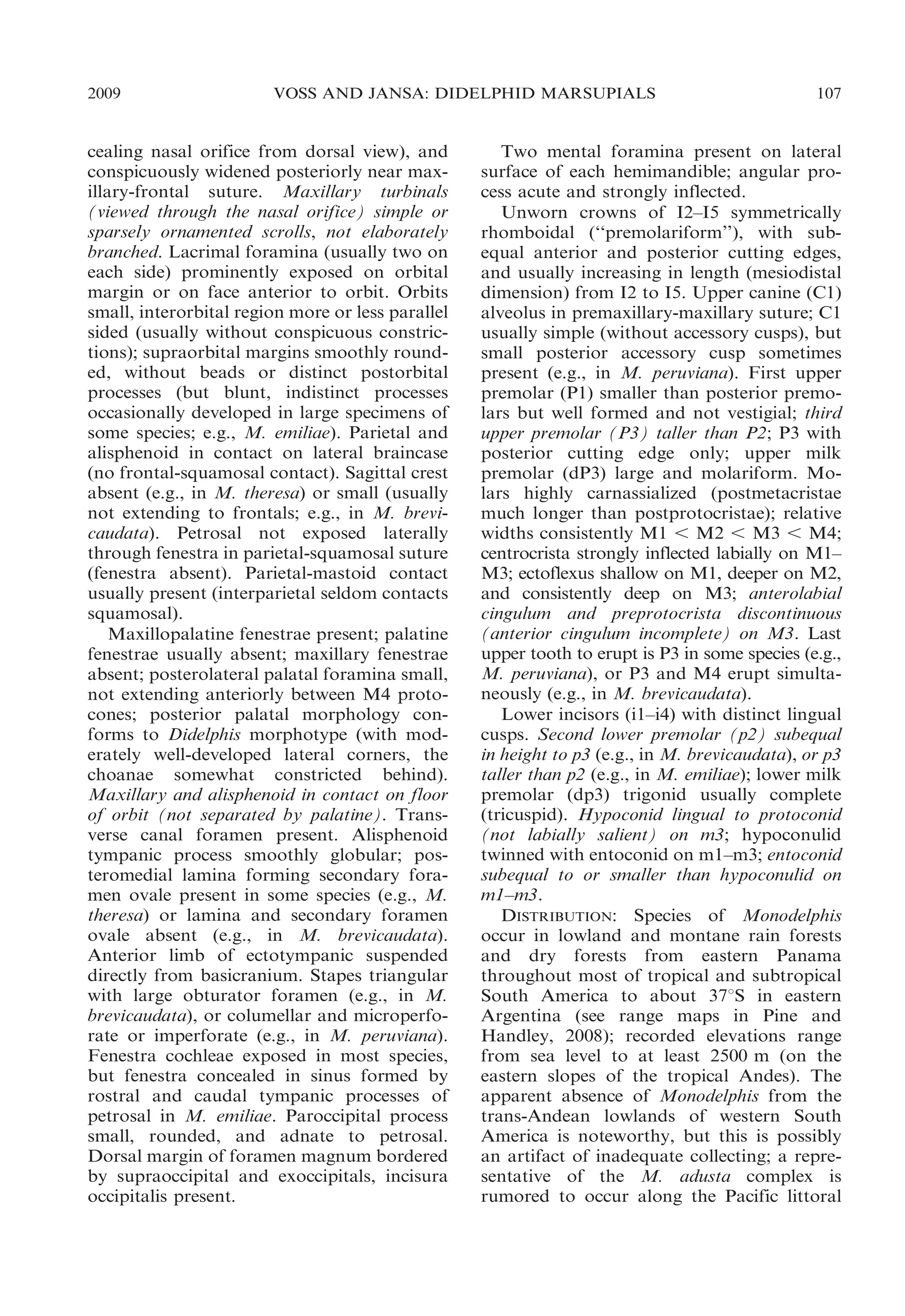 2009

VOSS AND JANSA: DIDELPHID MARSUPIALS

cealing nasal orifice from dorsal view), and
conspicuously widened posteriorly near maxillary-frontal suture. Maxillary turbinals
(viewed through the nasal orifice) simple or
sparsely ornamented scrolls, not elaborately
branched. Lacrimal foramina (usually two on
each side) prominently exposed on orbital
margin or on face anterior to orbit. Orbits
small, interorbital region more or less parallel
sided (usually without conspicuous constrictions); supraorbital margins smoothly rounded, without beads or distinct postorbital
processes (but blunt, indistinct processes
occasionally developed in large specimens of
some species; e.g., M. emiliae). Parietal and
alisphenoid in contact on lateral braincase
(no frontal-squamosal contact). Sagittal crest
absent (e.g., in M. theresa) or small (usually
not extending to frontals; e.g., in M. brevicaudata). Petrosal not exposed laterally
through fenestra in parietal-squamosal suture
(fenestra absent). Parietal-mastoid contact
usually present (interparietal seldom contacts
squamosal).
Maxillopalatine fenestrae present; palatine
fenestrae usually absent; maxillary fenestrae
absent; posterolateral palatal foramina small,
not extending anteriorly between M4 protocones; posterior palatal morphology conforms to Didelphis morphotype (with moderately well-developed lateral corners, the
choanae somewhat constricted behind).
Maxillary and alisphenoid in contact on floor
of orbit (not separated by palatine). Transverse canal foramen present. Alisphenoid
tympanic process smoothly globular; posteromedial lamina forming secondary foramen ovale present in some species (e.g., M.
theresa) or lamina and secondary foramen
ovale absent (e.g., in M. brevicaudata).
Anterior limb of ectotympanic suspended
directly from basicranium. Stapes triangular
with large obturator foramen (e.g., in M.
brevicaudata), or columellar and microperforate or imperforate (e.g., in M. peruviana).
Fenestra cochleae exposed in most species,
but fenestra concealed in sinus formed by
rostral and caudal tympanic processes of
petrosal in M. emiliae. Paroccipital process
small, rounded, and adnate to petrosal.
Dorsal margin of foramen magnum bordered
by supraoccipital and exoccipitals, incisura
occipitalis present.

107

Two mental foramina present on lateral
surface of each hemimandible; angular process acute and strongly inflected.
Unworn crowns of I2–I5 symmetrically
rhomboidal (‘‘premolariform’’), with subequal anterior and posterior cutting edges,
and usually increasing in length (mesiodistal
dimension) from I2 to I5. Upper canine (C1)
alveolus in premaxillary-maxillary suture; C1
usually simple (without accessory cusps), but
small posterior accessory cusp sometimes
present (e.g., in M. peruviana). First upper
premolar (P1) smaller than posterior premolars but well formed and not vestigial; third
upper premolar (P3) taller than P2; P3 with
posterior cutting edge only; upper milk
premolar (dP3) large and molariform. Molars highly carnassialized (postmetacristae
much longer than postprotocristae); relative
widths consistently M1 , M2 , M3 , M4;
centrocrista strongly inflected labially on M1–
M3; ectoflexus shallow on M1, deeper on M2,
and consistently deep on M3; anterolabial
cingulum and preprotocrista discontinuous
(anterior cingulum incomplete) on M3. Last
upper tooth to erupt is P3 in some species (e.g.,
M. peruviana), or P3 and M4 erupt simultaneously (e.g., in M. brevicaudata).
Lower incisors (i1–i4) with distinct lingual
cusps. Second lower premolar (p2) subequal
in height to p3 (e.g., in M. brevicaudata), or p3
taller than p2 (e.g., in M. emiliae); lower milk
premolar (dp3) trigonid usually complete
(tricuspid). Hypoconid lingual to protoconid
(not labially salient) on m3; hypoconulid
twinned with entoconid on m1–m3; entoconid
subequal to or smaller than hypoconulid on
m1–m3.
DISTRIBUTION: Species of Monodelphis
occur in lowland and montane rain forests
and dry forests from eastern Panama
throughout most of tropical and subtropical
South America to about 37uS in eastern
Argentina (see range maps in Pine and
Handley, 2008); recorded elevations range
from sea level to at least 2500 m (on the
eastern slopes of the tropical Andes). The
apparent absence of Monodelphis from the
trans-Andean lowlands of western South
America is noteworthy, but this is possibly
an artifact of inadequate collecting; a representative of the M. adusta complex is
rumored to occur along the Pacific littoral

 