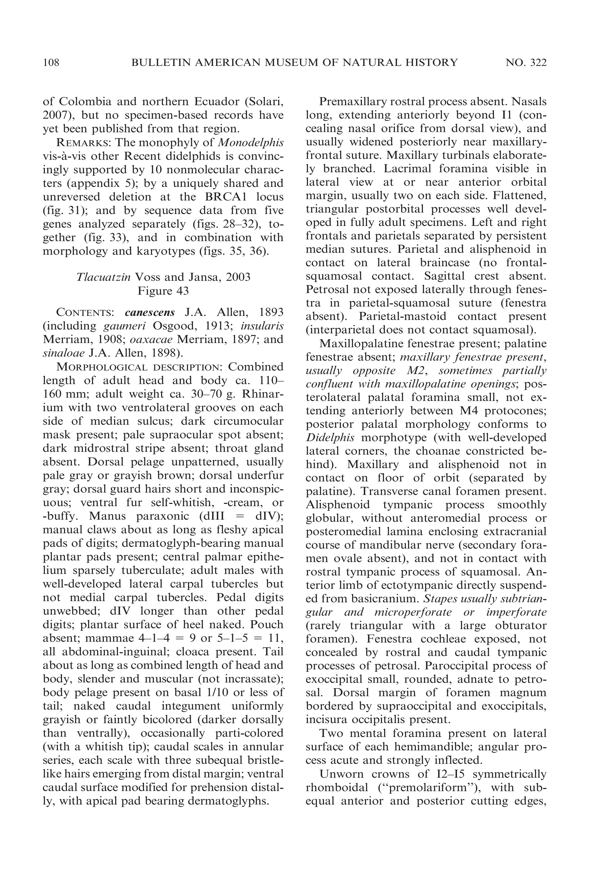 108

BULLETIN AMERICAN MUSEUM OF NATURAL HISTORY

of Colombia and northern Ecuador (Solari,
2007), but no specimen-based records have
yet been published from that region.
REMARKS: The monophyly of Monodelphis
vis-a-vis other Recent didelphids is convinc`
ingly supported by 10 nonmolecular characters (appendix 5); by a uniquely shared and
unreversed deletion at the BRCA1 locus
(fig. 31); and by sequence data from five
genes analyzed separately (figs. 28–32), together (fig. 33), and in combination with
morphology and karyotypes (figs. 35, 36).
Tlacuatzin Voss and Jansa, 2003
Figure 43
CONTENTS: canescens J.A. Allen, 1893
(including gaumeri Osgood, 1913; insularis
Merriam, 1908; oaxacae Merriam, 1897; and
sinaloae J.A. Allen, 1898).
MORPHOLOGICAL DESCRIPTION: Combined
length of adult head and body ca. 110–
160 mm; adult weight ca. 30–70 g. Rhinarium with two ventrolateral grooves on each
side of median sulcus; dark circumocular
mask present; pale supraocular spot absent;
dark midrostral stripe absent; throat gland
absent. Dorsal pelage unpatterned, usually
pale gray or grayish brown; dorsal underfur
gray; dorsal guard hairs short and inconspicuous; ventral fur self-whitish, -cream, or
-buffy. Manus paraxonic (dIII 5 dIV);
manual claws about as long as fleshy apical
pads of digits; dermatoglyph-bearing manual
plantar pads present; central palmar epithelium sparsely tuberculate; adult males with
well-developed lateral carpal tubercles but
not medial carpal tubercles. Pedal digits
unwebbed; dIV longer than other pedal
digits; plantar surface of heel naked. Pouch
absent; mammae 4–1–4 5 9 or 5–1–5 5 11,
all abdominal-inguinal; cloaca present. Tail
about as long as combined length of head and
body, slender and muscular (not incrassate);
body pelage present on basal 1/10 or less of
tail; naked caudal integument uniformly
grayish or faintly bicolored (darker dorsally
than ventrally), occasionally parti-colored
(with a whitish tip); caudal scales in annular
series, each scale with three subequal bristlelike hairs emerging from distal margin; ventral
caudal surface modified for prehension distally, with apical pad bearing dermatoglyphs.

NO. 322

Premaxillary rostral process absent. Nasals
long, extending anteriorly beyond I1 (concealing nasal orifice from dorsal view), and
usually widened posteriorly near maxillaryfrontal suture. Maxillary turbinals elaborately branched. Lacrimal foramina visible in
lateral view at or near anterior orbital
margin, usually two on each side. Flattened,
triangular postorbital processes well developed in fully adult specimens. Left and right
frontals and parietals separated by persistent
median sutures. Parietal and alisphenoid in
contact on lateral braincase (no frontalsquamosal contact. Sagittal crest absent.
Petrosal not exposed laterally through fenestra in parietal-squamosal suture (fenestra
absent). Parietal-mastoid contact present
(interparietal does not contact squamosal).
Maxillopalatine fenestrae present; palatine
fenestrae absent; maxillary fenestrae present,
usually opposite M2, sometimes partially
confluent with maxillopalatine openings; posterolateral palatal foramina small, not extending anteriorly between M4 protocones;
posterior palatal morphology conforms to
Didelphis morphotype (with well-developed
lateral corners, the choanae constricted behind). Maxillary and alisphenoid not in
contact on floor of orbit (separated by
palatine). Transverse canal foramen present.
Alisphenoid tympanic process smoothly
globular, without anteromedial process or
posteromedial lamina enclosing extracranial
course of mandibular nerve (secondary foramen ovale absent), and not in contact with
rostral tympanic process of squamosal. Anterior limb of ectotympanic directly suspended from basicranium. Stapes usually subtriangular and microperforate or imperforate
(rarely triangular with a large obturator
foramen). Fenestra cochleae exposed, not
concealed by rostral and caudal tympanic
processes of petrosal. Paroccipital process of
exoccipital small, rounded, adnate to petrosal. Dorsal margin of foramen magnum
bordered by supraoccipital and exoccipitals,
incisura occipitalis present.
Two mental foramina present on lateral
surface of each hemimandible; angular process acute and strongly inflected.
Unworn crowns of I2–I5 symmetrically
rhomboidal (‘‘premolariform’’), with subequal anterior and posterior cutting edges,

 