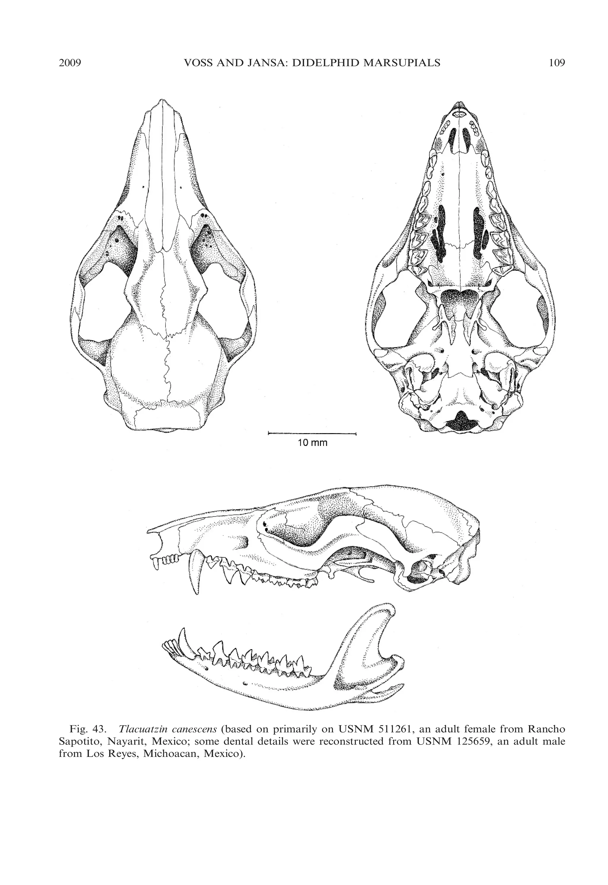 2009

VOSS AND JANSA: DIDELPHID MARSUPIALS

109

Fig. 43. Tlacuatzin canescens (based on primarily on USNM 511261, an adult female from Rancho
Sapotito, Nayarit, Mexico; some dental details were reconstructed from USNM 125659, an adult male
from Los Reyes, Michoacan, Mexico).

 