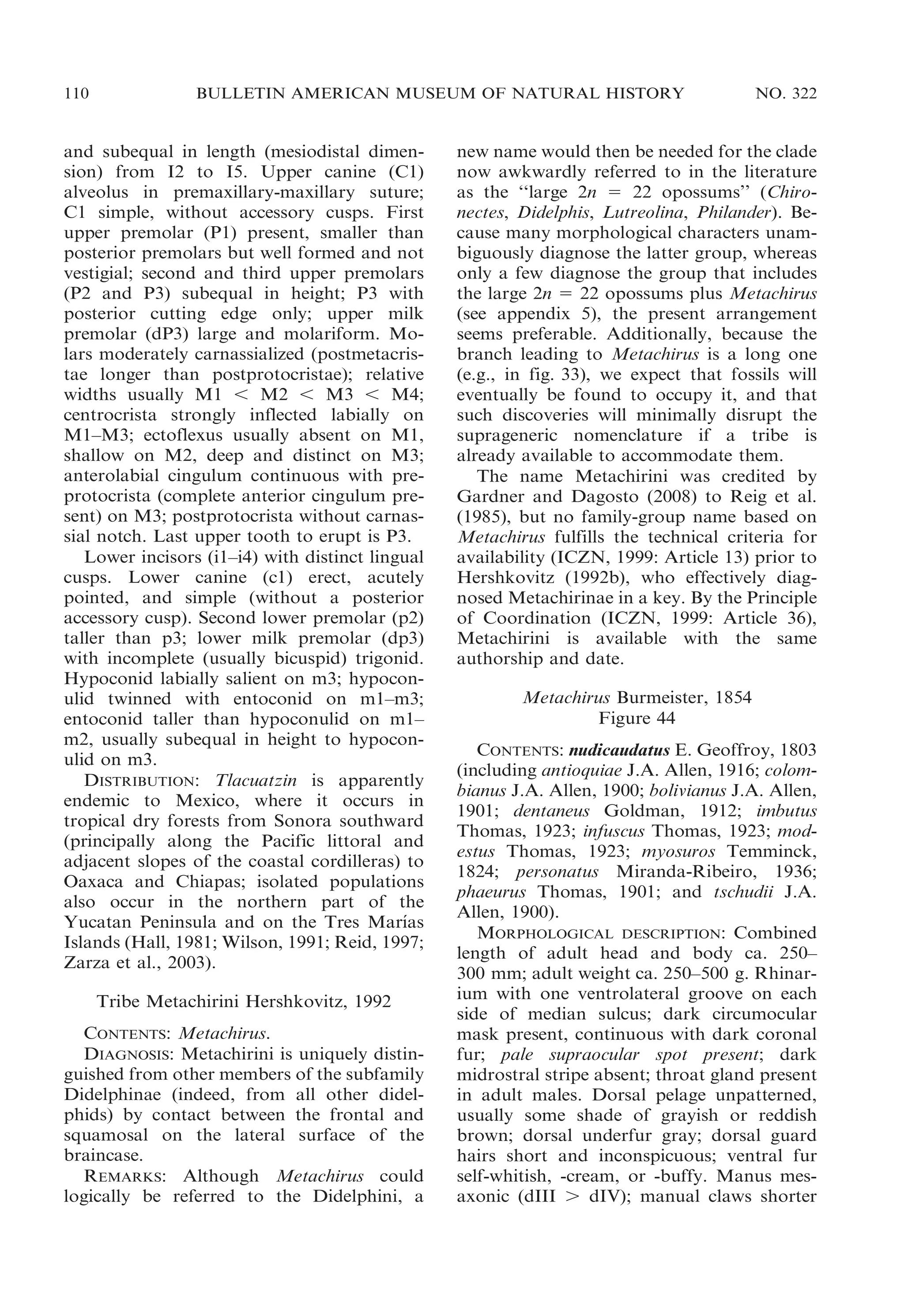 110

BULLETIN AMERICAN MUSEUM OF NATURAL HISTORY

and subequal in length (mesiodistal dimension) from I2 to I5. Upper canine (C1)
alveolus in premaxillary-maxillary suture;
C1 simple, without accessory cusps. First
upper premolar (P1) present, smaller than
posterior premolars but well formed and not
vestigial; second and third upper premolars
(P2 and P3) subequal in height; P3 with
posterior cutting edge only; upper milk
premolar (dP3) large and molariform. Molars moderately carnassialized (postmetacristae longer than postprotocristae); relative
widths usually M1 , M2 , M3 , M4;
centrocrista strongly inflected labially on
M1–M3; ectoflexus usually absent on M1,
shallow on M2, deep and distinct on M3;
anterolabial cingulum continuous with preprotocrista (complete anterior cingulum present) on M3; postprotocrista without carnassial notch. Last upper tooth to erupt is P3.
Lower incisors (i1–i4) with distinct lingual
cusps. Lower canine (c1) erect, acutely
pointed, and simple (without a posterior
accessory cusp). Second lower premolar (p2)
taller than p3; lower milk premolar (dp3)
with incomplete (usually bicuspid) trigonid.
Hypoconid labially salient on m3; hypoconulid twinned with entoconid on m1–m3;
entoconid taller than hypoconulid on m1–
m2, usually subequal in height to hypoconulid on m3.
DISTRIBUTION: Tlacuatzin is apparently
endemic to Mexico, where it occurs in
tropical dry forests from Sonora southward
(principally along the Pacific littoral and
adjacent slopes of the coastal cordilleras) to
Oaxaca and Chiapas; isolated populations
also occur in the northern part of the
´
Yucatan Peninsula and on the Tres Marıas
Islands (Hall, 1981; Wilson, 1991; Reid, 1997;
Zarza et al., 2003).
Tribe Metachirini Hershkovitz, 1992
CONTENTS: Metachirus.
DIAGNOSIS: Metachirini is uniquely distinguished from other members of the subfamily
Didelphinae (indeed, from all other didelphids) by contact between the frontal and
squamosal on the lateral surface of the
braincase.
REMARKS: Although Metachirus could
logically be referred to the Didelphini, a

NO. 322

new name would then be needed for the clade
now awkwardly referred to in the literature
as the ‘‘large 2n 5 22 opossums’’ (Chironectes, Didelphis, Lutreolina, Philander). Because many morphological characters unambiguously diagnose the latter group, whereas
only a few diagnose the group that includes
the large 2n 5 22 opossums plus Metachirus
(see appendix 5), the present arrangement
seems preferable. Additionally, because the
branch leading to Metachirus is a long one
(e.g., in fig. 33), we expect that fossils will
eventually be found to occupy it, and that
such discoveries will minimally disrupt the
suprageneric nomenclature if a tribe is
already available to accommodate them.
The name Metachirini was credited by
Gardner and Dagosto (2008) to Reig et al.
(1985), but no family-group name based on
Metachirus fulfills the technical criteria for
availability (ICZN, 1999: Article 13) prior to
Hershkovitz (1992b), who effectively diagnosed Metachirinae in a key. By the Principle
of Coordination (ICZN, 1999: Article 36),
Metachirini is available with the same
authorship and date.
Metachirus Burmeister, 1854
Figure 44
CONTENTS: nudicaudatus E. Geoffroy, 1803
(including antioquiae J.A. Allen, 1916; colombianus J.A. Allen, 1900; bolivianus J.A. Allen,
1901; dentaneus Goldman, 1912; imbutus
Thomas, 1923; infuscus Thomas, 1923; modestus Thomas, 1923; myosuros Temminck,
1824; personatus Miranda-Ribeiro, 1936;
phaeurus Thomas, 1901; and tschudii J.A.
Allen, 1900).
MORPHOLOGICAL DESCRIPTION: Combined
length of adult head and body ca. 250–
300 mm; adult weight ca. 250–500 g. Rhinarium with one ventrolateral groove on each
side of median sulcus; dark circumocular
mask present, continuous with dark coronal
fur; pale supraocular spot present; dark
midrostral stripe absent; throat gland present
in adult males. Dorsal pelage unpatterned,
usually some shade of grayish or reddish
brown; dorsal underfur gray; dorsal guard
hairs short and inconspicuous; ventral fur
self-whitish, -cream, or -buffy. Manus mesaxonic (dIII . dIV); manual claws shorter

 