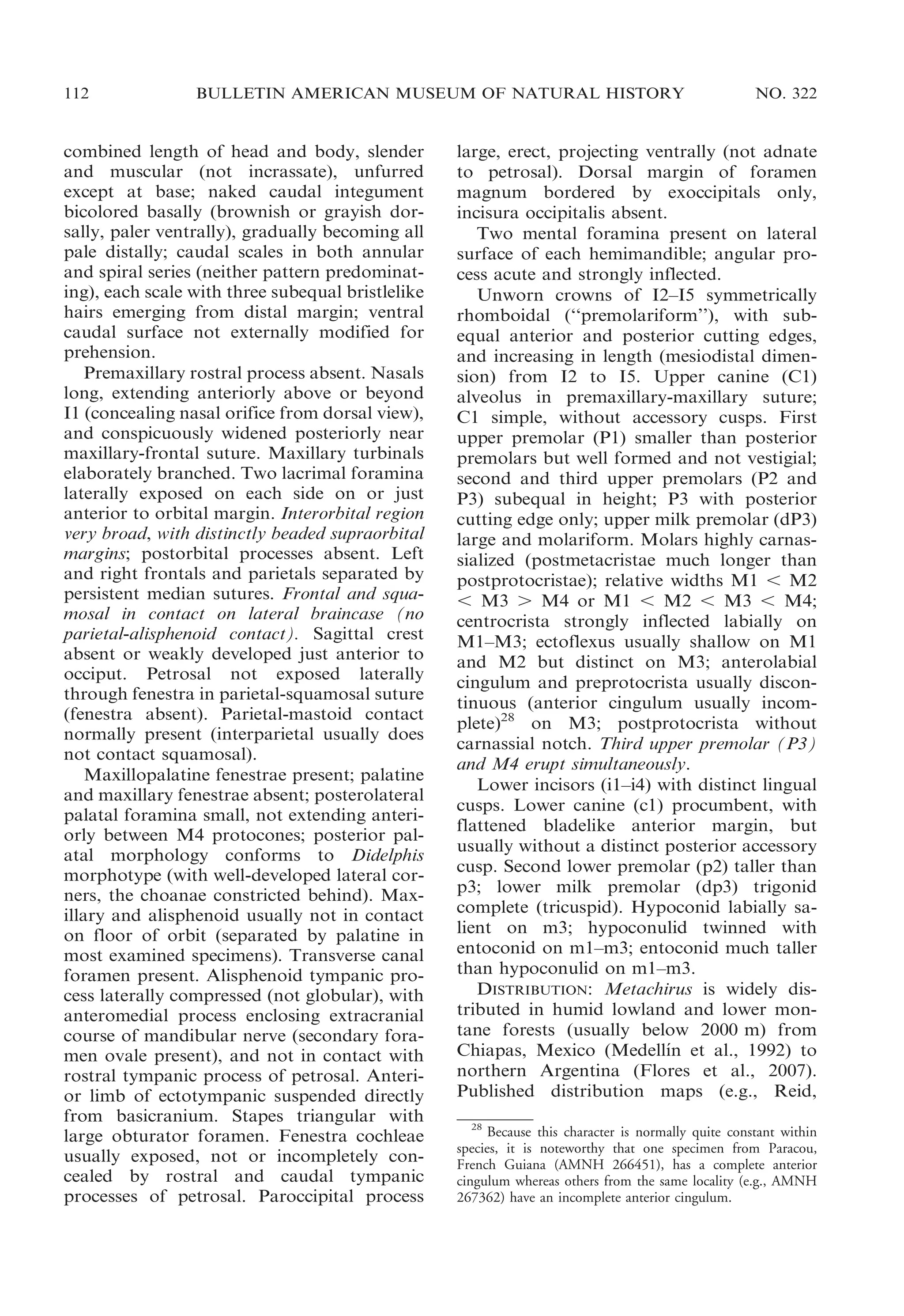 112

BULLETIN AMERICAN MUSEUM OF NATURAL HISTORY

combined length of head and body, slender
and muscular (not incrassate), unfurred
except at base; naked caudal integument
bicolored basally (brownish or grayish dorsally, paler ventrally), gradually becoming all
pale distally; caudal scales in both annular
and spiral series (neither pattern predominating), each scale with three subequal bristlelike
hairs emerging from distal margin; ventral
caudal surface not externally modified for
prehension.
Premaxillary rostral process absent. Nasals
long, extending anteriorly above or beyond
I1 (concealing nasal orifice from dorsal view),
and conspicuously widened posteriorly near
maxillary-frontal suture. Maxillary turbinals
elaborately branched. Two lacrimal foramina
laterally exposed on each side on or just
anterior to orbital margin. Interorbital region
very broad, with distinctly beaded supraorbital
margins; postorbital processes absent. Left
and right frontals and parietals separated by
persistent median sutures. Frontal and squamosal in contact on lateral braincase (no
parietal-alisphenoid contact). Sagittal crest
absent or weakly developed just anterior to
occiput. Petrosal not exposed laterally
through fenestra in parietal-squamosal suture
(fenestra absent). Parietal-mastoid contact
normally present (interparietal usually does
not contact squamosal).
Maxillopalatine fenestrae present; palatine
and maxillary fenestrae absent; posterolateral
palatal foramina small, not extending anteriorly between M4 protocones; posterior palatal morphology conforms to Didelphis
morphotype (with well-developed lateral corners, the choanae constricted behind). Maxillary and alisphenoid usually not in contact
on floor of orbit (separated by palatine in
most examined specimens). Transverse canal
foramen present. Alisphenoid tympanic process laterally compressed (not globular), with
anteromedial process enclosing extracranial
course of mandibular nerve (secondary foramen ovale present), and not in contact with
rostral tympanic process of petrosal. Anterior limb of ectotympanic suspended directly
from basicranium. Stapes triangular with
large obturator foramen. Fenestra cochleae
usually exposed, not or incompletely concealed by rostral and caudal tympanic
processes of petrosal. Paroccipital process

NO. 322

large, erect, projecting ventrally (not adnate
to petrosal). Dorsal margin of foramen
magnum bordered by exoccipitals only,
incisura occipitalis absent.
Two mental foramina present on lateral
surface of each hemimandible; angular process acute and strongly inflected.
Unworn crowns of I2–I5 symmetrically
rhomboidal (‘‘premolariform’’), with subequal anterior and posterior cutting edges,
and increasing in length (mesiodistal dimension) from I2 to I5. Upper canine (C1)
alveolus in premaxillary-maxillary suture;
C1 simple, without accessory cusps. First
upper premolar (P1) smaller than posterior
premolars but well formed and not vestigial;
second and third upper premolars (P2 and
P3) subequal in height; P3 with posterior
cutting edge only; upper milk premolar (dP3)
large and molariform. Molars highly carnassialized (postmetacristae much longer than
postprotocristae); relative widths M1 , M2
, M3 . M4 or M1 , M2 , M3 , M4;
centrocrista strongly inflected labially on
M1–M3; ectoflexus usually shallow on M1
and M2 but distinct on M3; anterolabial
cingulum and preprotocrista usually discontinuous (anterior cingulum usually incomplete)28 on M3; postprotocrista without
carnassial notch. Third upper premolar (P3)
and M4 erupt simultaneously.
Lower incisors (i1–i4) with distinct lingual
cusps. Lower canine (c1) procumbent, with
flattened bladelike anterior margin, but
usually without a distinct posterior accessory
cusp. Second lower premolar (p2) taller than
p3; lower milk premolar (dp3) trigonid
complete (tricuspid). Hypoconid labially salient on m3; hypoconulid twinned with
entoconid on m1–m3; entoconid much taller
than hypoconulid on m1–m3.
DISTRIBUTION: Metachirus is widely distributed in humid lowland and lower montane forests (usually below 2000 m) from
´
Chiapas, Mexico (Medellın et al., 1992) to
northern Argentina (Flores et al., 2007).
Published distribution maps (e.g., Reid,
28
Because this character is normally quite constant within
species, it is noteworthy that one specimen from Paracou,
French Guiana (AMNH 266451), has a complete anterior
cingulum whereas others from the same locality (e.g., AMNH
267362) have an incomplete anterior cingulum.

 