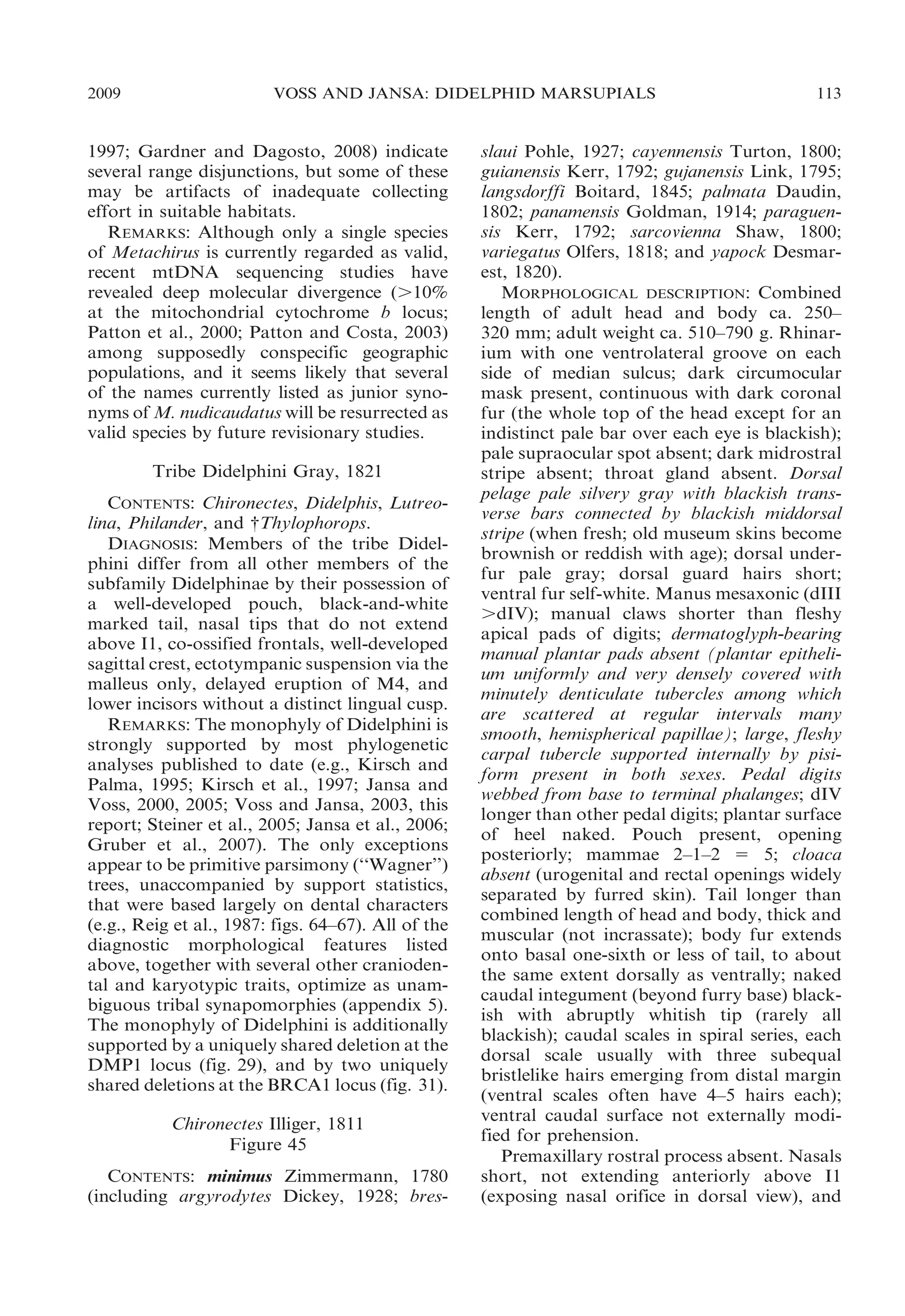 2009

VOSS AND JANSA: DIDELPHID MARSUPIALS

1997; Gardner and Dagosto, 2008) indicate
several range disjunctions, but some of these
may be artifacts of inadequate collecting
effort in suitable habitats.
REMARKS: Although only a single species
of Metachirus is currently regarded as valid,
recent mtDNA sequencing studies have
revealed deep molecular divergence (.10%
at the mitochondrial cytochrome b locus;
Patton et al., 2000; Patton and Costa, 2003)
among supposedly conspecific geographic
populations, and it seems likely that several
of the names currently listed as junior synonyms of M. nudicaudatus will be resurrected as
valid species by future revisionary studies.
Tribe Didelphini Gray, 1821
CONTENTS: Chironectes, Didelphis, Lutreolina, Philander, and {Thylophorops.
DIAGNOSIS: Members of the tribe Didelphini differ from all other members of the
subfamily Didelphinae by their possession of
a well-developed pouch, black-and-white
marked tail, nasal tips that do not extend
above I1, co-ossified frontals, well-developed
sagittal crest, ectotympanic suspension via the
malleus only, delayed eruption of M4, and
lower incisors without a distinct lingual cusp.
REMARKS: The monophyly of Didelphini is
strongly supported by most phylogenetic
analyses published to date (e.g., Kirsch and
Palma, 1995; Kirsch et al., 1997; Jansa and
Voss, 2000, 2005; Voss and Jansa, 2003, this
report; Steiner et al., 2005; Jansa et al., 2006;
Gruber et al., 2007). The only exceptions
appear to be primitive parsimony (‘‘Wagner’’)
trees, unaccompanied by support statistics,
that were based largely on dental characters
(e.g., Reig et al., 1987: figs. 64–67). All of the
diagnostic morphological features listed
above, together with several other craniodental and karyotypic traits, optimize as unambiguous tribal synapomorphies (appendix 5).
The monophyly of Didelphini is additionally
supported by a uniquely shared deletion at the
DMP1 locus (fig. 29), and by two uniquely
shared deletions at the BRCA1 locus (fig. 31).
Chironectes Illiger, 1811
Figure 45
CONTENTS: minimus Zimmermann, 1780
(including argyrodytes Dickey, 1928; bres-

113

slaui Pohle, 1927; cayennensis Turton, 1800;
guianensis Kerr, 1792; gujanensis Link, 1795;
langsdorffi Boitard, 1845; palmata Daudin,
1802; panamensis Goldman, 1914; paraguensis Kerr, 1792; sarcovienna Shaw, 1800;
variegatus Olfers, 1818; and yapock Desmarest, 1820).
MORPHOLOGICAL DESCRIPTION: Combined
length of adult head and body ca. 250–
320 mm; adult weight ca. 510–790 g. Rhinarium with one ventrolateral groove on each
side of median sulcus; dark circumocular
mask present, continuous with dark coronal
fur (the whole top of the head except for an
indistinct pale bar over each eye is blackish);
pale supraocular spot absent; dark midrostral
stripe absent; throat gland absent. Dorsal
pelage pale silvery gray with blackish transverse bars connected by blackish middorsal
stripe (when fresh; old museum skins become
brownish or reddish with age); dorsal underfur pale gray; dorsal guard hairs short;
ventral fur self-white. Manus mesaxonic (dIII
.dIV); manual claws shorter than fleshy
apical pads of digits; dermatoglyph-bearing
manual plantar pads absent (plantar epithelium uniformly and very densely covered with
minutely denticulate tubercles among which
are scattered at regular intervals many
smooth, hemispherical papillae); large, fleshy
carpal tubercle supported internally by pisiform present in both sexes. Pedal digits
webbed from base to terminal phalanges; dIV
longer than other pedal digits; plantar surface
of heel naked. Pouch present, opening
posteriorly; mammae 2–1–2 5 5; cloaca
absent (urogenital and rectal openings widely
separated by furred skin). Tail longer than
combined length of head and body, thick and
muscular (not incrassate); body fur extends
onto basal one-sixth or less of tail, to about
the same extent dorsally as ventrally; naked
caudal integument (beyond furry base) blackish with abruptly whitish tip (rarely all
blackish); caudal scales in spiral series, each
dorsal scale usually with three subequal
bristlelike hairs emerging from distal margin
(ventral scales often have 4–5 hairs each);
ventral caudal surface not externally modified for prehension.
Premaxillary rostral process absent. Nasals
short, not extending anteriorly above I1
(exposing nasal orifice in dorsal view), and

 