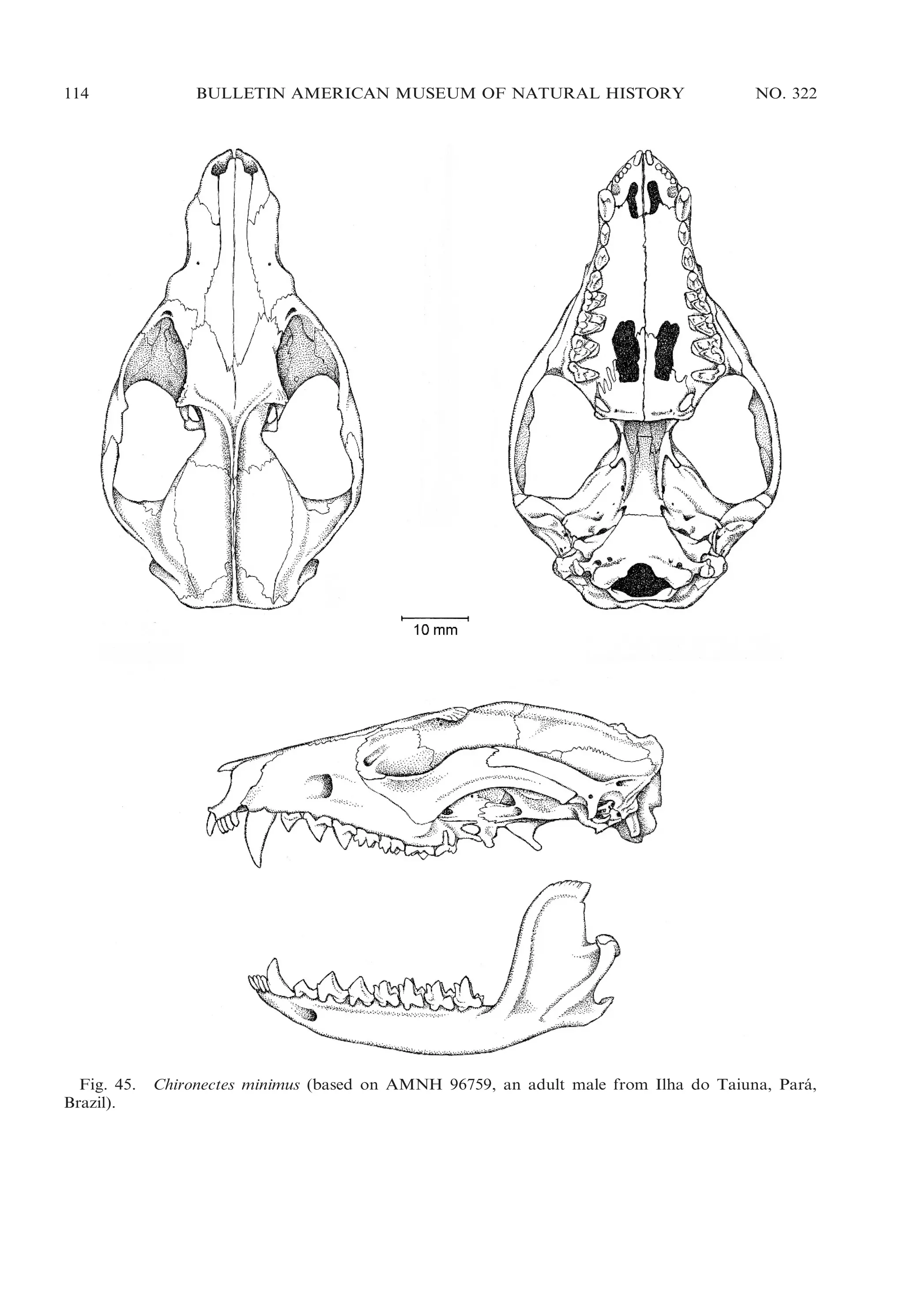 114

Fig. 45.
Brazil).

BULLETIN AMERICAN MUSEUM OF NATURAL HISTORY

NO. 322

Chironectes minimus (based on AMNH 96759, an adult male from Ilha do Taiuna, Para,
´

 