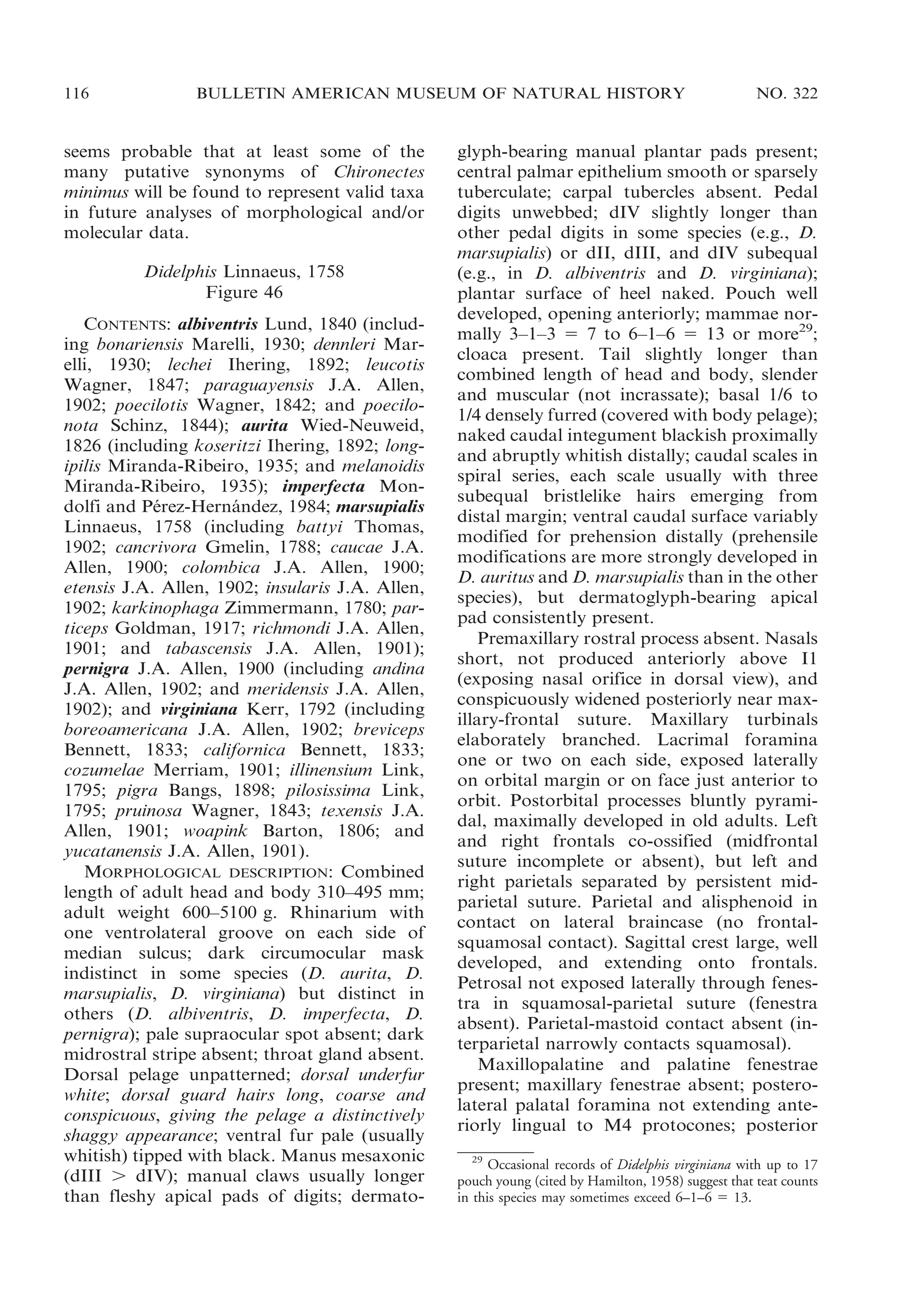 116

BULLETIN AMERICAN MUSEUM OF NATURAL HISTORY

seems probable that at least some of the
many putative synonyms of Chironectes
minimus will be found to represent valid taxa
in future analyses of morphological and/or
molecular data.
Didelphis Linnaeus, 1758
Figure 46
CONTENTS: albiventris Lund, 1840 (including bonariensis Marelli, 1930; dennleri Marelli, 1930; lechei Ihering, 1892; leucotis
Wagner, 1847; paraguayensis J.A. Allen,
1902; poecilotis Wagner, 1842; and poecilonota Schinz, 1844); aurita Wied-Neuweid,
1826 (including koseritzi Ihering, 1892; longipilis Miranda-Ribeiro, 1935; and melanoidis
Miranda-Ribeiro, 1935); imperfecta Mondolfi and Perez-Hernandez, 1984; marsupialis
´
´
Linnaeus, 1758 (including battyi Thomas,
1902; cancrivora Gmelin, 1788; caucae J.A.
Allen, 1900; colombica J.A. Allen, 1900;
etensis J.A. Allen, 1902; insularis J.A. Allen,
1902; karkinophaga Zimmermann, 1780; particeps Goldman, 1917; richmondi J.A. Allen,
1901; and tabascensis J.A. Allen, 1901);
pernigra J.A. Allen, 1900 (including andina
J.A. Allen, 1902; and meridensis J.A. Allen,
1902); and virginiana Kerr, 1792 (including
boreoamericana J.A. Allen, 1902; breviceps
Bennett, 1833; californica Bennett, 1833;
cozumelae Merriam, 1901; illinensium Link,
1795; pigra Bangs, 1898; pilosissima Link,
1795; pruinosa Wagner, 1843; texensis J.A.
Allen, 1901; woapink Barton, 1806; and
yucatanensis J.A. Allen, 1901).
MORPHOLOGICAL DESCRIPTION: Combined
length of adult head and body 310–495 mm;
adult weight 600–5100 g. Rhinarium with
one ventrolateral groove on each side of
median sulcus; dark circumocular mask
indistinct in some species (D. aurita, D.
marsupialis, D. virginiana) but distinct in
others (D. albiventris, D. imperfecta, D.
pernigra); pale supraocular spot absent; dark
midrostral stripe absent; throat gland absent.
Dorsal pelage unpatterned; dorsal underfur
white; dorsal guard hairs long, coarse and
conspicuous, giving the pelage a distinctively
shaggy appearance; ventral fur pale (usually
whitish) tipped with black. Manus mesaxonic
(dIII . dIV); manual claws usually longer
than fleshy apical pads of digits; dermato-

NO. 322

glyph-bearing manual plantar pads present;
central palmar epithelium smooth or sparsely
tuberculate; carpal tubercles absent. Pedal
digits unwebbed; dIV slightly longer than
other pedal digits in some species (e.g., D.
marsupialis) or dII, dIII, and dIV subequal
(e.g., in D. albiventris and D. virginiana);
plantar surface of heel naked. Pouch well
developed, opening anteriorly; mammae normally 3–1–3 5 7 to 6–1–6 5 13 or more29;
cloaca present. Tail slightly longer than
combined length of head and body, slender
and muscular (not incrassate); basal 1/6 to
1/4 densely furred (covered with body pelage);
naked caudal integument blackish proximally
and abruptly whitish distally; caudal scales in
spiral series, each scale usually with three
subequal bristlelike hairs emerging from
distal margin; ventral caudal surface variably
modified for prehension distally (prehensile
modifications are more strongly developed in
D. auritus and D. marsupialis than in the other
species), but dermatoglyph-bearing apical
pad consistently present.
Premaxillary rostral process absent. Nasals
short, not produced anteriorly above I1
(exposing nasal orifice in dorsal view), and
conspicuously widened posteriorly near maxillary-frontal suture. Maxillary turbinals
elaborately branched. Lacrimal foramina
one or two on each side, exposed laterally
on orbital margin or on face just anterior to
orbit. Postorbital processes bluntly pyramidal, maximally developed in old adults. Left
and right frontals co-ossified (midfrontal
suture incomplete or absent), but left and
right parietals separated by persistent midparietal suture. Parietal and alisphenoid in
contact on lateral braincase (no frontalsquamosal contact). Sagittal crest large, well
developed, and extending onto frontals.
Petrosal not exposed laterally through fenestra in squamosal-parietal suture (fenestra
absent). Parietal-mastoid contact absent (interparietal narrowly contacts squamosal).
Maxillopalatine and palatine fenestrae
present; maxillary fenestrae absent; posterolateral palatal foramina not extending anteriorly lingual to M4 protocones; posterior
29
Occasional records of Didelphis virginiana with up to 17
pouch young (cited by Hamilton, 1958) suggest that teat counts
in this species may sometimes exceed 6–1–6 5 13.

 