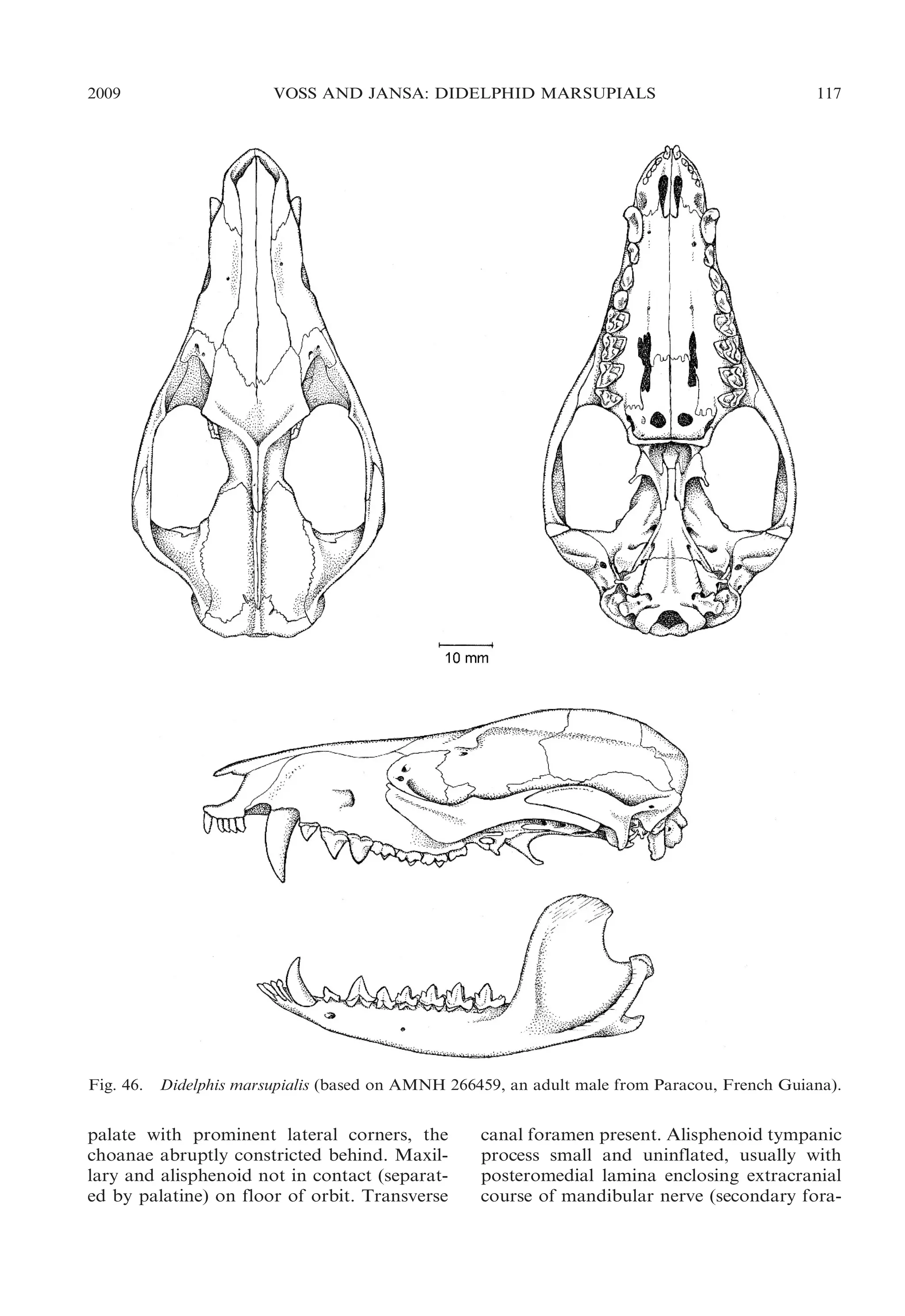 2009

Fig. 46.

VOSS AND JANSA: DIDELPHID MARSUPIALS

117

Didelphis marsupialis (based on AMNH 266459, an adult male from Paracou, French Guiana).

palate with prominent lateral corners, the
choanae abruptly constricted behind. Maxillary and alisphenoid not in contact (separated by palatine) on floor of orbit. Transverse

canal foramen present. Alisphenoid tympanic
process small and uninflated, usually with
posteromedial lamina enclosing extracranial
course of mandibular nerve (secondary fora-

 