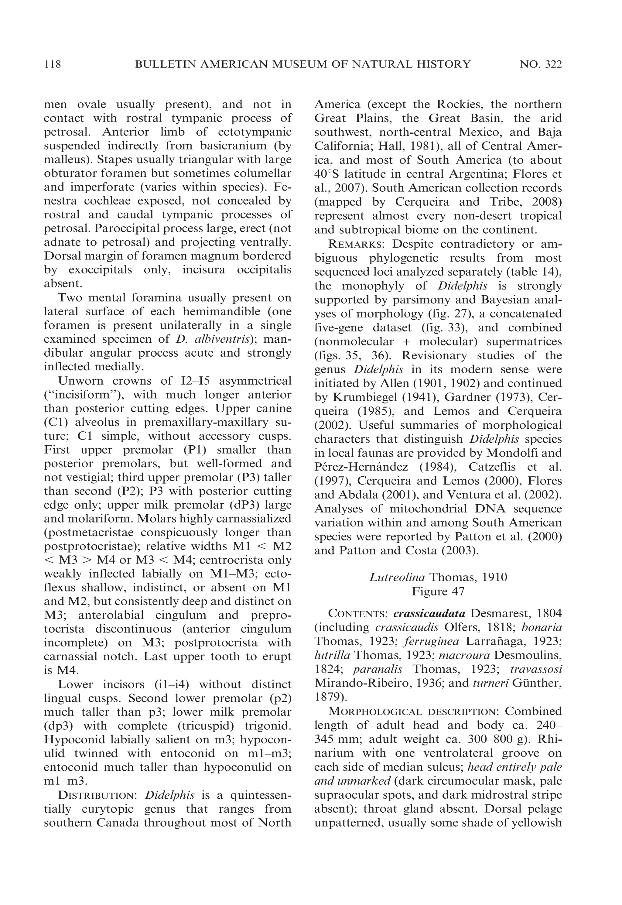 118

BULLETIN AMERICAN MUSEUM OF NATURAL HISTORY

men ovale usually present), and not in
contact with rostral tympanic process of
petrosal. Anterior limb of ectotympanic
suspended indirectly from basicranium (by
malleus). Stapes usually triangular with large
obturator foramen but sometimes columellar
and imperforate (varies within species). Fenestra cochleae exposed, not concealed by
rostral and caudal tympanic processes of
petrosal. Paroccipital process large, erect (not
adnate to petrosal) and projecting ventrally.
Dorsal margin of foramen magnum bordered
by exoccipitals only, incisura occipitalis
absent.
Two mental foramina usually present on
lateral surface of each hemimandible (one
foramen is present unilaterally in a single
examined specimen of D. albiventris); mandibular angular process acute and strongly
inflected medially.
Unworn crowns of I2–I5 asymmetrical
(‘‘incisiform’’), with much longer anterior
than posterior cutting edges. Upper canine
(C1) alveolus in premaxillary-maxillary suture; C1 simple, without accessory cusps.
First upper premolar (P1) smaller than
posterior premolars, but well-formed and
not vestigial; third upper premolar (P3) taller
than second (P2); P3 with posterior cutting
edge only; upper milk premolar (dP3) large
and molariform. Molars highly carnassialized
(postmetacristae conspicuously longer than
postprotocristae); relative widths M1 , M2
, M3 . M4 or M3 , M4; centrocrista only
weakly inflected labially on M1–M3; ectoflexus shallow, indistinct, or absent on M1
and M2, but consistently deep and distinct on
M3; anterolabial cingulum and preprotocrista discontinuous (anterior cingulum
incomplete) on M3; postprotocrista with
carnassial notch. Last upper tooth to erupt
is M4.
Lower incisors (i1–i4) without distinct
lingual cusps. Second lower premolar (p2)
much taller than p3; lower milk premolar
(dp3) with complete (tricuspid) trigonid.
Hypoconid labially salient on m3; hypoconulid twinned with entoconid on m1–m3;
entoconid much taller than hypoconulid on
m1–m3.
DISTRIBUTION: Didelphis is a quintessentially eurytopic genus that ranges from
southern Canada throughout most of North

NO. 322

America (except the Rockies, the northern
Great Plains, the Great Basin, the arid
southwest, north-central Mexico, and Baja
California; Hall, 1981), all of Central America, and most of South America (to about
40uS latitude in central Argentina; Flores et
al., 2007). South American collection records
(mapped by Cerqueira and Tribe, 2008)
represent almost every non-desert tropical
and subtropical biome on the continent.
REMARKS: Despite contradictory or ambiguous phylogenetic results from most
sequenced loci analyzed separately (table 14),
the monophyly of Didelphis is strongly
supported by parsimony and Bayesian analyses of morphology (fig. 27), a concatenated
five-gene dataset (fig. 33), and combined
(nonmolecular + molecular) supermatrices
(figs. 35, 36). Revisionary studies of the
genus Didelphis in its modern sense were
initiated by Allen (1901, 1902) and continued
by Krumbiegel (1941), Gardner (1973), Cerqueira (1985), and Lemos and Cerqueira
(2002). Useful summaries of morphological
characters that distinguish Didelphis species
in local faunas are provided by Mondolfi and
Perez-Hernandez (1984), Catzeflis et al.
´
´
(1997), Cerqueira and Lemos (2000), Flores
and Abdala (2001), and Ventura et al. (2002).
Analyses of mitochondrial DNA sequence
variation within and among South American
species were reported by Patton et al. (2000)
and Patton and Costa (2003).
Lutreolina Thomas, 1910
Figure 47
CONTENTS: crassicaudata Desmarest, 1804
(including crassicaudis Olfers, 1818; bonaria
Thomas, 1923; ferruginea Larranaga, 1923;
˜
lutrilla Thomas, 1923; macroura Desmoulins,
1824; paranalis Thomas, 1923; travassosi
Mirando-Ribeiro, 1936; and turneri Gunther,
¨
1879).
MORPHOLOGICAL DESCRIPTION: Combined
length of adult head and body ca. 240–
345 mm; adult weight ca. 300–800 g). Rhinarium with one ventrolateral groove on
each side of median sulcus; head entirely pale
and unmarked (dark circumocular mask, pale
supraocular spots, and dark midrostral stripe
absent); throat gland absent. Dorsal pelage
unpatterned, usually some shade of yellowish

 