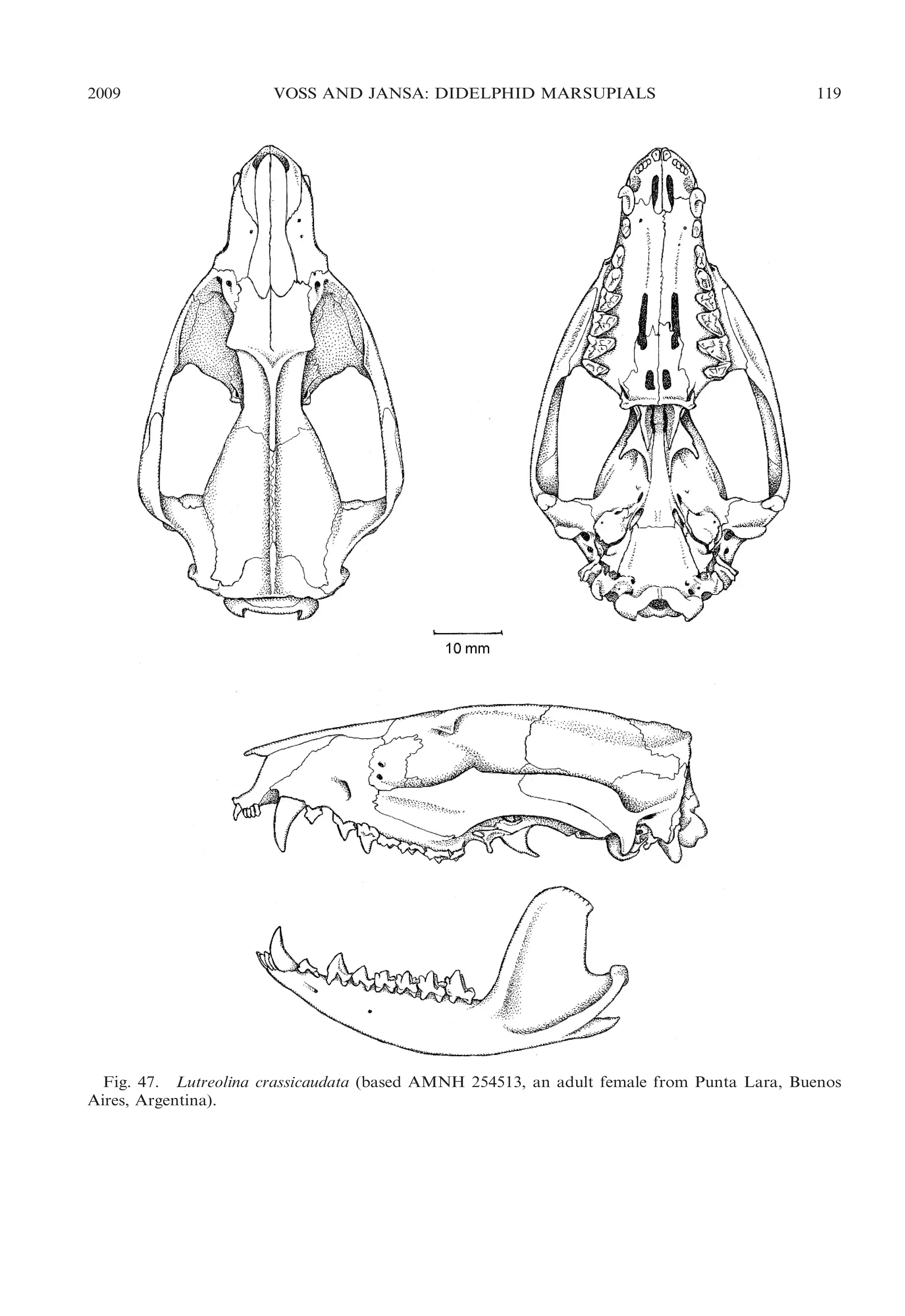 2009

VOSS AND JANSA: DIDELPHID MARSUPIALS

119

Fig. 47. Lutreolina crassicaudata (based AMNH 254513, an adult female from Punta Lara, Buenos
Aires, Argentina).

 