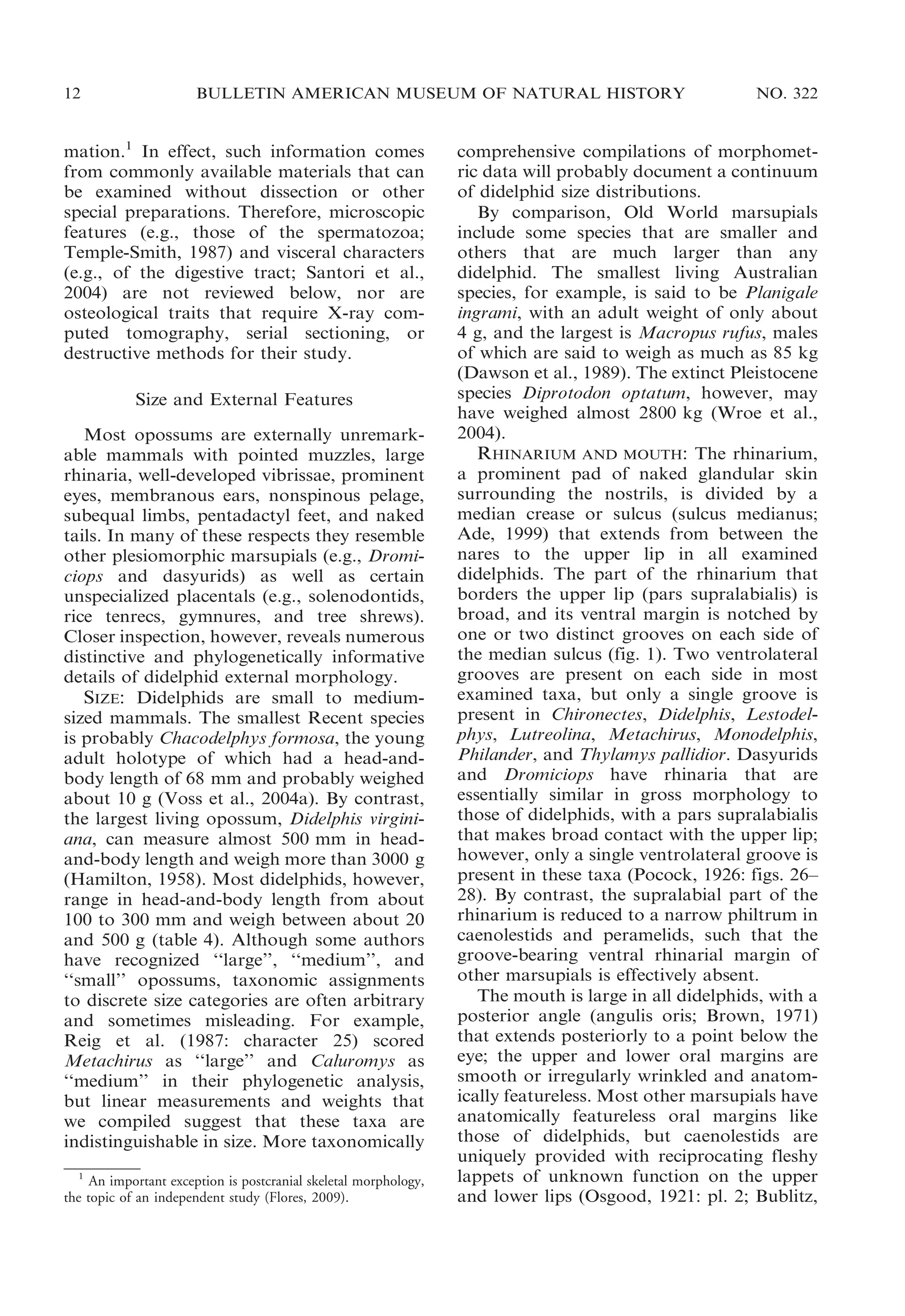 12

BULLETIN AMERICAN MUSEUM OF NATURAL HISTORY

mation.1 In effect, such information comes
from commonly available materials that can
be examined without dissection or other
special preparations. Therefore, microscopic
features (e.g., those of the spermatozoa;
Temple-Smith, 1987) and visceral characters
(e.g., of the digestive tract; Santori et al.,
2004) are not reviewed below, nor are
osteological traits that require X-ray computed tomography, serial sectioning, or
destructive methods for their study.
Size and External Features
Most opossums are externally unremarkable mammals with pointed muzzles, large
rhinaria, well-developed vibrissae, prominent
eyes, membranous ears, nonspinous pelage,
subequal limbs, pentadactyl feet, and naked
tails. In many of these respects they resemble
other plesiomorphic marsupials (e.g., Dromiciops and dasyurids) as well as certain
unspecialized placentals (e.g., solenodontids,
rice tenrecs, gymnures, and tree shrews).
Closer inspection, however, reveals numerous
distinctive and phylogenetically informative
details of didelphid external morphology.
SIZE: Didelphids are small to mediumsized mammals. The smallest Recent species
is probably Chacodelphys formosa, the young
adult holotype of which had a head-andbody length of 68 mm and probably weighed
about 10 g (Voss et al., 2004a). By contrast,
the largest living opossum, Didelphis virginiana, can measure almost 500 mm in headand-body length and weigh more than 3000 g
(Hamilton, 1958). Most didelphids, however,
range in head-and-body length from about
100 to 300 mm and weigh between about 20
and 500 g (table 4). Although some authors
have recognized ‘‘large’’, ‘‘medium’’, and
‘‘small’’ opossums, taxonomic assignments
to discrete size categories are often arbitrary
and sometimes misleading. For example,
Reig et al. (1987: character 25) scored
Metachirus as ‘‘large’’ and Caluromys as
‘‘medium’’ in their phylogenetic analysis,
but linear measurements and weights that
we compiled suggest that these taxa are
indistinguishable in size. More taxonomically
1
An important exception is postcranial skeletal morphology,
the topic of an independent study (Flores, 2009).

NO. 322

comprehensive compilations of morphometric data will probably document a continuum
of didelphid size distributions.
By comparison, Old World marsupials
include some species that are smaller and
others that are much larger than any
didelphid. The smallest living Australian
species, for example, is said to be Planigale
ingrami, with an adult weight of only about
4 g, and the largest is Macropus rufus, males
of which are said to weigh as much as 85 kg
(Dawson et al., 1989). The extinct Pleistocene
species Diprotodon optatum, however, may
have weighed almost 2800 kg (Wroe et al.,
2004).
RHINARIUM AND MOUTH: The rhinarium,
a prominent pad of naked glandular skin
surrounding the nostrils, is divided by a
median crease or sulcus (sulcus medianus;
Ade, 1999) that extends from between the
nares to the upper lip in all examined
didelphids. The part of the rhinarium that
borders the upper lip (pars supralabialis) is
broad, and its ventral margin is notched by
one or two distinct grooves on each side of
the median sulcus (fig. 1). Two ventrolateral
grooves are present on each side in most
examined taxa, but only a single groove is
present in Chironectes, Didelphis, Lestodelphys, Lutreolina, Metachirus, Monodelphis,
Philander, and Thylamys pallidior. Dasyurids
and Dromiciops have rhinaria that are
essentially similar in gross morphology to
those of didelphids, with a pars supralabialis
that makes broad contact with the upper lip;
however, only a single ventrolateral groove is
present in these taxa (Pocock, 1926: figs. 26–
28). By contrast, the supralabial part of the
rhinarium is reduced to a narrow philtrum in
caenolestids and peramelids, such that the
groove-bearing ventral rhinarial margin of
other marsupials is effectively absent.
The mouth is large in all didelphids, with a
posterior angle (angulis oris; Brown, 1971)
that extends posteriorly to a point below the
eye; the upper and lower oral margins are
smooth or irregularly wrinkled and anatomically featureless. Most other marsupials have
anatomically featureless oral margins like
those of didelphids, but caenolestids are
uniquely provided with reciprocating fleshy
lappets of unknown function on the upper
and lower lips (Osgood, 1921: pl. 2; Bublitz,

 