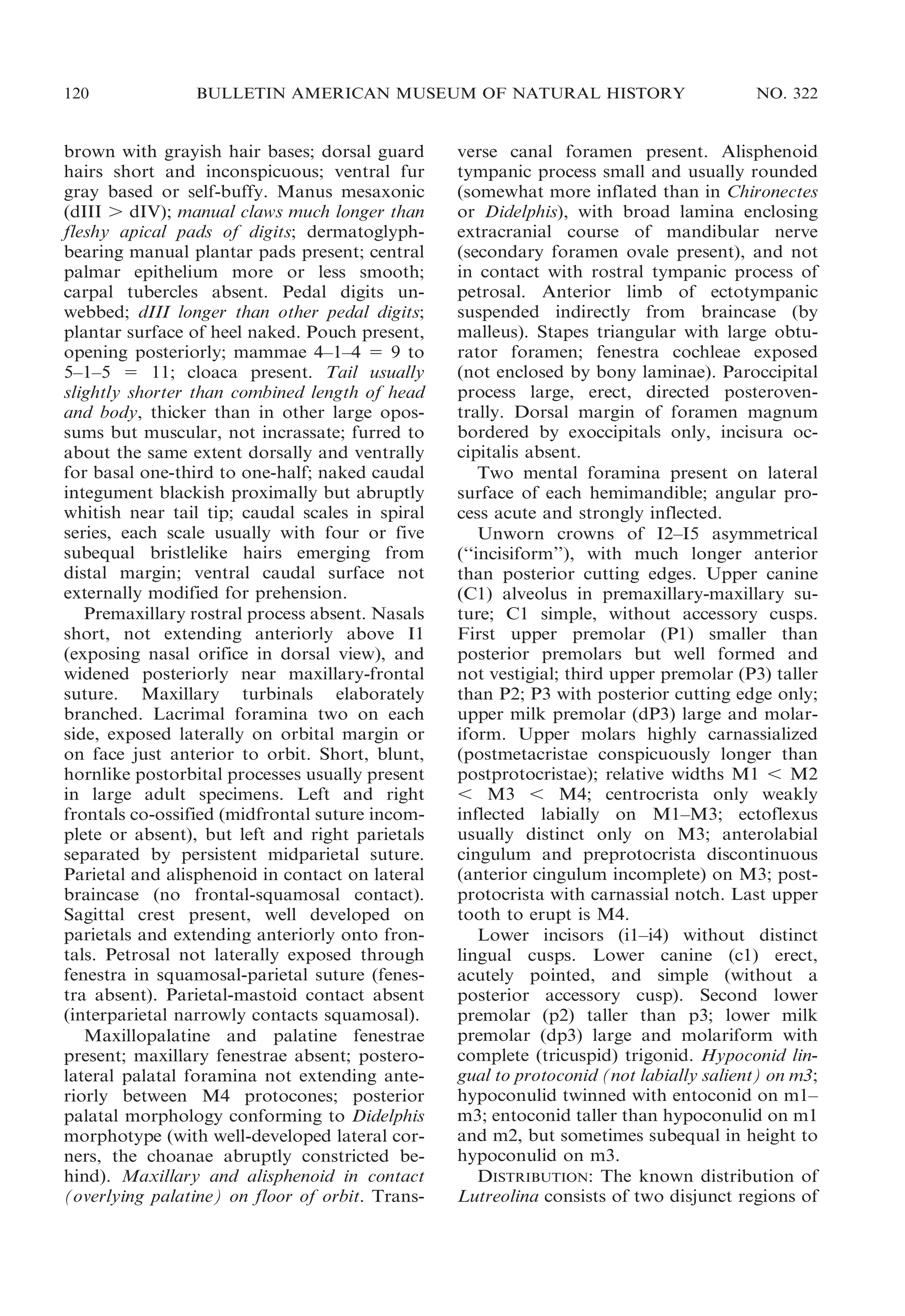 120

BULLETIN AMERICAN MUSEUM OF NATURAL HISTORY

brown with grayish hair bases; dorsal guard
hairs short and inconspicuous; ventral fur
gray based or self-buffy. Manus mesaxonic
(dIII . dIV); manual claws much longer than
fleshy apical pads of digits; dermatoglyphbearing manual plantar pads present; central
palmar epithelium more or less smooth;
carpal tubercles absent. Pedal digits unwebbed; dIII longer than other pedal digits;
plantar surface of heel naked. Pouch present,
opening posteriorly; mammae 4–1–4 5 9 to
5–1–5 5 11; cloaca present. Tail usually
slightly shorter than combined length of head
and body, thicker than in other large opossums but muscular, not incrassate; furred to
about the same extent dorsally and ventrally
for basal one-third to one-half; naked caudal
integument blackish proximally but abruptly
whitish near tail tip; caudal scales in spiral
series, each scale usually with four or five
subequal bristlelike hairs emerging from
distal margin; ventral caudal surface not
externally modified for prehension.
Premaxillary rostral process absent. Nasals
short, not extending anteriorly above I1
(exposing nasal orifice in dorsal view), and
widened posteriorly near maxillary-frontal
suture. Maxillary turbinals elaborately
branched. Lacrimal foramina two on each
side, exposed laterally on orbital margin or
on face just anterior to orbit. Short, blunt,
hornlike postorbital processes usually present
in large adult specimens. Left and right
frontals co-ossified (midfrontal suture incomplete or absent), but left and right parietals
separated by persistent midparietal suture.
Parietal and alisphenoid in contact on lateral
braincase (no frontal-squamosal contact).
Sagittal crest present, well developed on
parietals and extending anteriorly onto frontals. Petrosal not laterally exposed through
fenestra in squamosal-parietal suture (fenestra absent). Parietal-mastoid contact absent
(interparietal narrowly contacts squamosal).
Maxillopalatine and palatine fenestrae
present; maxillary fenestrae absent; posterolateral palatal foramina not extending anteriorly between M4 protocones; posterior
palatal morphology conforming to Didelphis
morphotype (with well-developed lateral corners, the choanae abruptly constricted behind). Maxillary and alisphenoid in contact
(overlying palatine) on floor of orbit. Trans-

NO. 322

verse canal foramen present. Alisphenoid
tympanic process small and usually rounded
(somewhat more inflated than in Chironectes
or Didelphis), with broad lamina enclosing
extracranial course of mandibular nerve
(secondary foramen ovale present), and not
in contact with rostral tympanic process of
petrosal. Anterior limb of ectotympanic
suspended indirectly from braincase (by
malleus). Stapes triangular with large obturator foramen; fenestra cochleae exposed
(not enclosed by bony laminae). Paroccipital
process large, erect, directed posteroventrally. Dorsal margin of foramen magnum
bordered by exoccipitals only, incisura occipitalis absent.
Two mental foramina present on lateral
surface of each hemimandible; angular process acute and strongly inflected.
Unworn crowns of I2–I5 asymmetrical
(‘‘incisiform’’), with much longer anterior
than posterior cutting edges. Upper canine
(C1) alveolus in premaxillary-maxillary suture; C1 simple, without accessory cusps.
First upper premolar (P1) smaller than
posterior premolars but well formed and
not vestigial; third upper premolar (P3) taller
than P2; P3 with posterior cutting edge only;
upper milk premolar (dP3) large and molariform. Upper molars highly carnassialized
(postmetacristae conspicuously longer than
postprotocristae); relative widths M1 , M2
, M3 , M4; centrocrista only weakly
inflected labially on M1–M3; ectoflexus
usually distinct only on M3; anterolabial
cingulum and preprotocrista discontinuous
(anterior cingulum incomplete) on M3; postprotocrista with carnassial notch. Last upper
tooth to erupt is M4.
Lower incisors (i1–i4) without distinct
lingual cusps. Lower canine (c1) erect,
acutely pointed, and simple (without a
posterior accessory cusp). Second lower
premolar (p2) taller than p3; lower milk
premolar (dp3) large and molariform with
complete (tricuspid) trigonid. Hypoconid lingual to protoconid (not labially salient) on m3;
hypoconulid twinned with entoconid on m1–
m3; entoconid taller than hypoconulid on m1
and m2, but sometimes subequal in height to
hypoconulid on m3.
DISTRIBUTION: The known distribution of
Lutreolina consists of two disjunct regions of

 