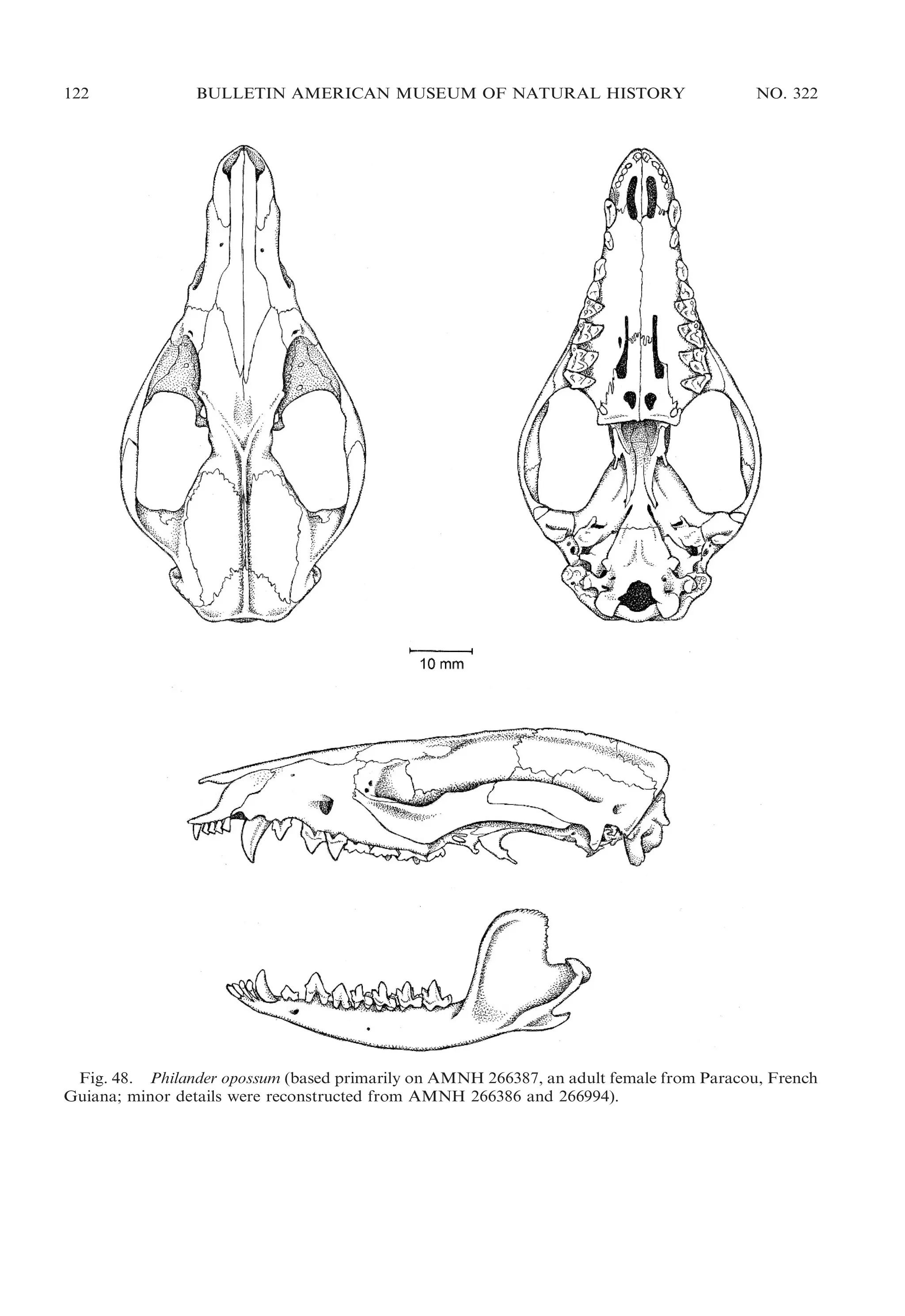 122

BULLETIN AMERICAN MUSEUM OF NATURAL HISTORY

NO. 322

Fig. 48. Philander opossum (based primarily on AMNH 266387, an adult female from Paracou, French
Guiana; minor details were reconstructed from AMNH 266386 and 266994).

 