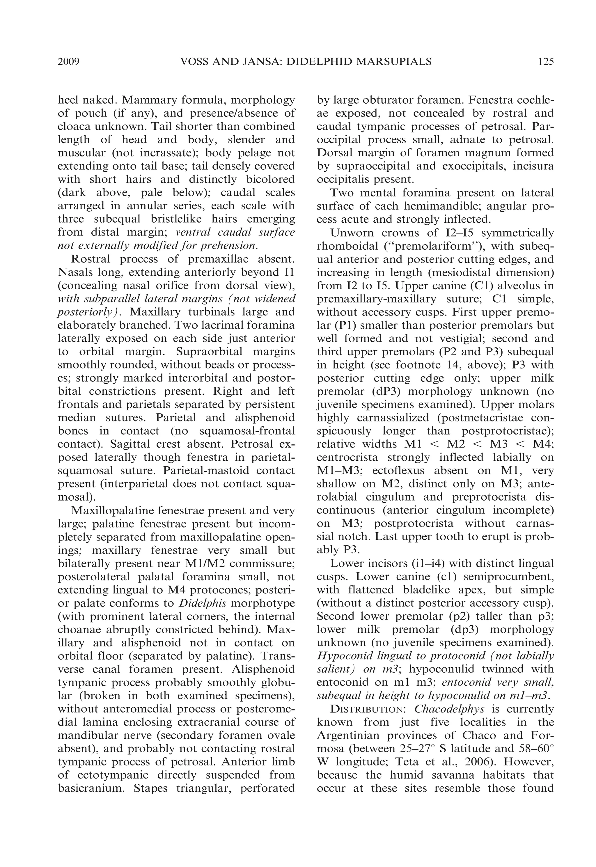 2009

VOSS AND JANSA: DIDELPHID MARSUPIALS

heel naked. Mammary formula, morphology
of pouch (if any), and presence/absence of
cloaca unknown. Tail shorter than combined
length of head and body, slender and
muscular (not incrassate); body pelage not
extending onto tail base; tail densely covered
with short hairs and distinctly bicolored
(dark above, pale below); caudal scales
arranged in annular series, each scale with
three subequal bristlelike hairs emerging
from distal margin; ventral caudal surface
not externally modified for prehension.
Rostral process of premaxillae absent.
Nasals long, extending anteriorly beyond I1
(concealing nasal orifice from dorsal view),
with subparallel lateral margins (not widened
posteriorly). Maxillary turbinals large and
elaborately branched. Two lacrimal foramina
laterally exposed on each side just anterior
to orbital margin. Supraorbital margins
smoothly rounded, without beads or processes; strongly marked interorbital and postorbital constrictions present. Right and left
frontals and parietals separated by persistent
median sutures. Parietal and alisphenoid
bones in contact (no squamosal-frontal
contact). Sagittal crest absent. Petrosal exposed laterally though fenestra in parietalsquamosal suture. Parietal-mastoid contact
present (interparietal does not contact squamosal).
Maxillopalatine fenestrae present and very
large; palatine fenestrae present but incompletely separated from maxillopalatine openings; maxillary fenestrae very small but
bilaterally present near M1/M2 commissure;
posterolateral palatal foramina small, not
extending lingual to M4 protocones; posterior palate conforms to Didelphis morphotype
(with prominent lateral corners, the internal
choanae abruptly constricted behind). Maxillary and alisphenoid not in contact on
orbital floor (separated by palatine). Transverse canal foramen present. Alisphenoid
tympanic process probably smoothly globular (broken in both examined specimens),
without anteromedial process or posteromedial lamina enclosing extracranial course of
mandibular nerve (secondary foramen ovale
absent), and probably not contacting rostral
tympanic process of petrosal. Anterior limb
of ectotympanic directly suspended from
basicranium. Stapes triangular, perforated

125

by large obturator foramen. Fenestra cochleae exposed, not concealed by rostral and
caudal tympanic processes of petrosal. Paroccipital process small, adnate to petrosal.
Dorsal margin of foramen magnum formed
by supraoccipital and exoccipitals, incisura
occipitalis present.
Two mental foramina present on lateral
surface of each hemimandible; angular process acute and strongly inflected.
Unworn crowns of I2–I5 symmetrically
rhomboidal (‘‘premolariform’’), with subequal anterior and posterior cutting edges, and
increasing in length (mesiodistal dimension)
from I2 to I5. Upper canine (C1) alveolus in
premaxillary-maxillary suture; C1 simple,
without accessory cusps. First upper premolar (P1) smaller than posterior premolars but
well formed and not vestigial; second and
third upper premolars (P2 and P3) subequal
in height (see footnote 14, above); P3 with
posterior cutting edge only; upper milk
premolar (dP3) morphology unknown (no
juvenile specimens examined). Upper molars
highly carnassialized (postmetacristae conspicuously longer than postprotocristae);
relative widths M1 , M2 , M3 , M4;
centrocrista strongly inflected labially on
M1–M3; ectoflexus absent on M1, very
shallow on M2, distinct only on M3; anterolabial cingulum and preprotocrista discontinuous (anterior cingulum incomplete)
on M3; postprotocrista without carnassial notch. Last upper tooth to erupt is probably P3.
Lower incisors (i1–i4) with distinct lingual
cusps. Lower canine (c1) semiprocumbent,
with flattened bladelike apex, but simple
(without a distinct posterior accessory cusp).
Second lower premolar (p2) taller than p3;
lower milk premolar (dp3) morphology
unknown (no juvenile specimens examined).
Hypoconid lingual to protoconid (not labially
salient) on m3; hypoconulid twinned with
entoconid on m1–m3; entoconid very small,
subequal in height to hypoconulid on m1–m3.
DISTRIBUTION: Chacodelphys is currently
known from just five localities in the
Argentinian provinces of Chaco and Formosa (between 25–27u S latitude and 58–60u
W longitude; Teta et al., 2006). However,
because the humid savanna habitats that
occur at these sites resemble those found

 