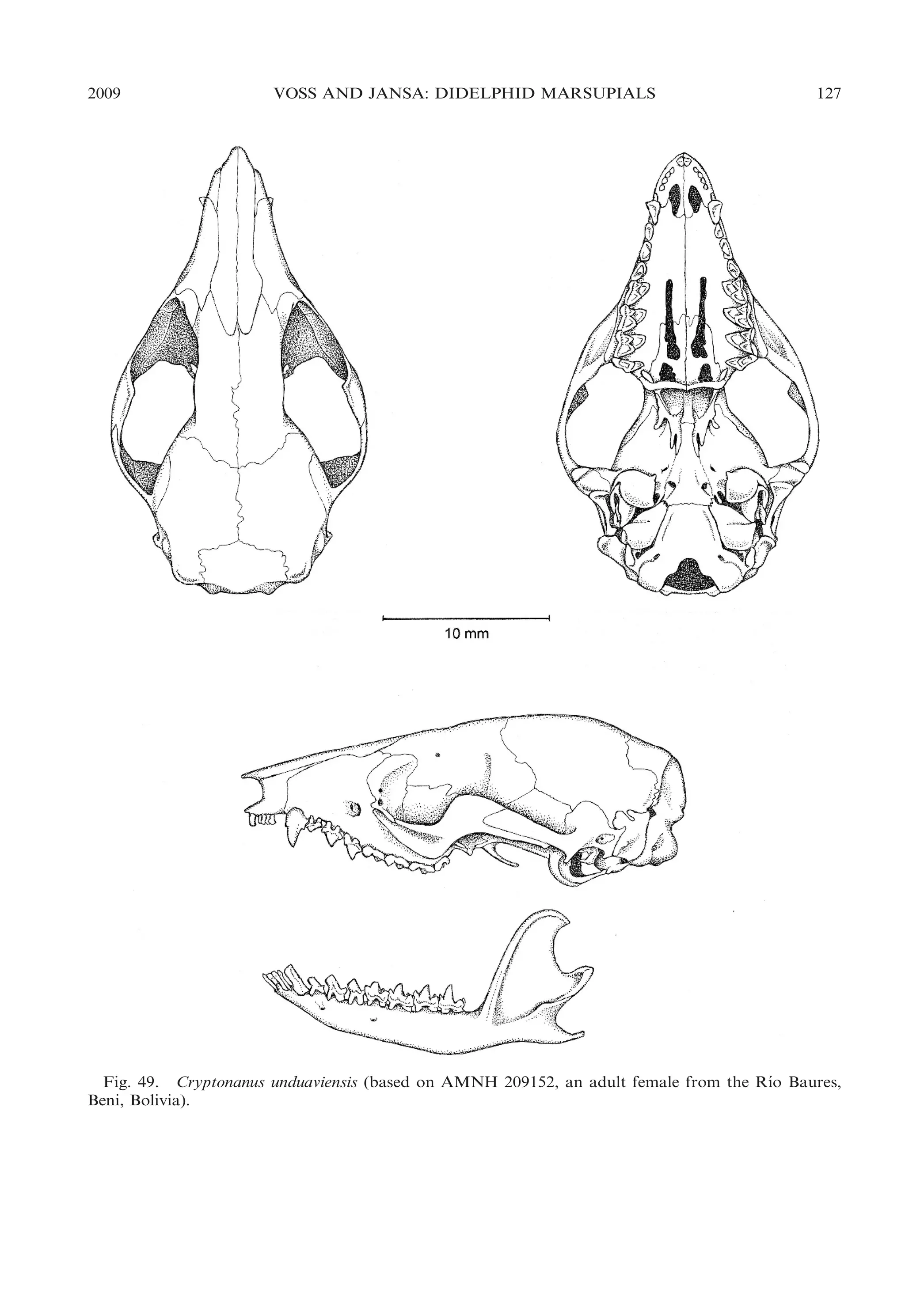 2009

VOSS AND JANSA: DIDELPHID MARSUPIALS

127

´
Fig. 49. Cryptonanus unduaviensis (based on AMNH 209152, an adult female from the Rıo Baures,
Beni, Bolivia).

 
