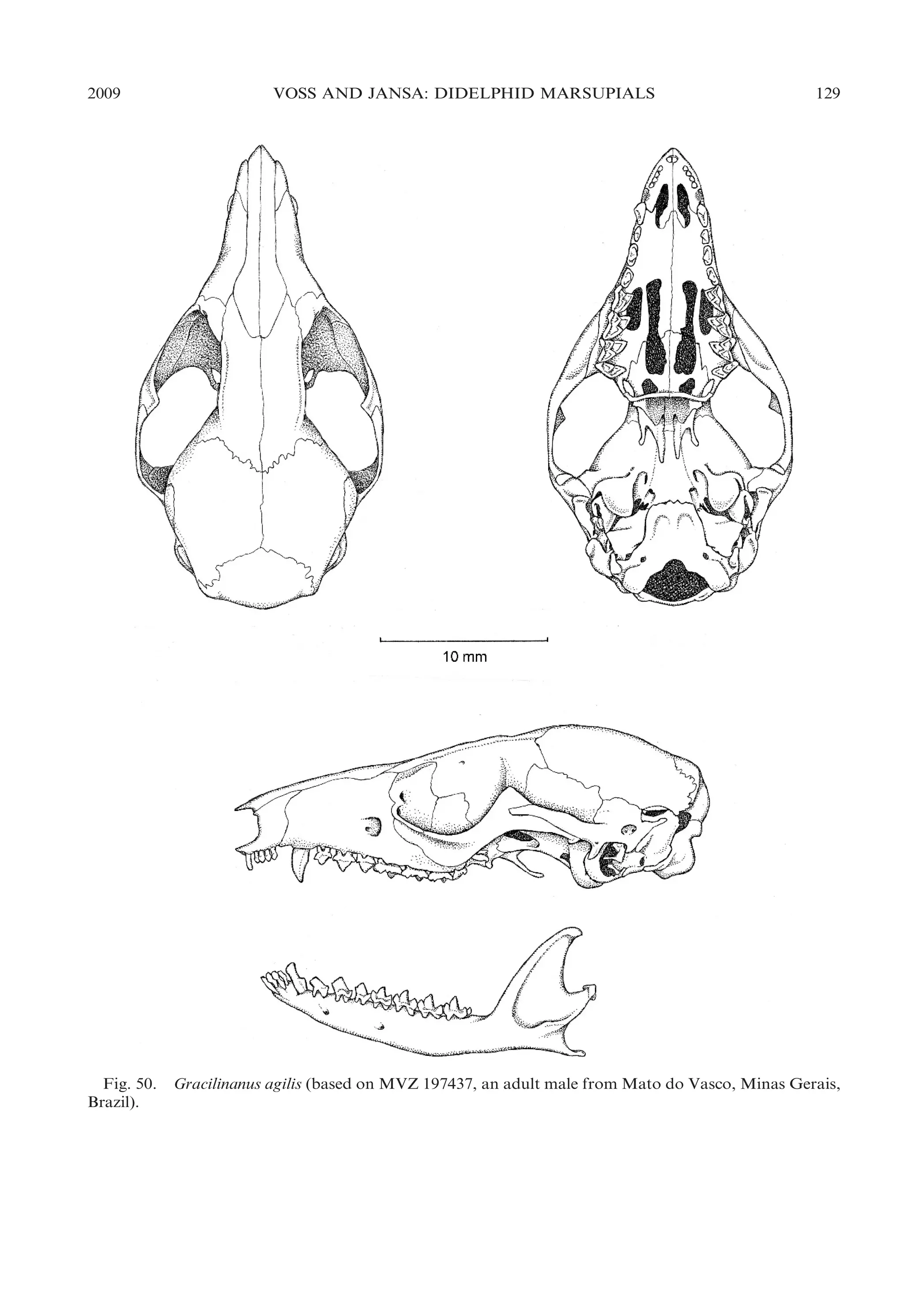 2009

Fig. 50.
Brazil).

VOSS AND JANSA: DIDELPHID MARSUPIALS

129

Gracilinanus agilis (based on MVZ 197437, an adult male from Mato do Vasco, Minas Gerais,

 