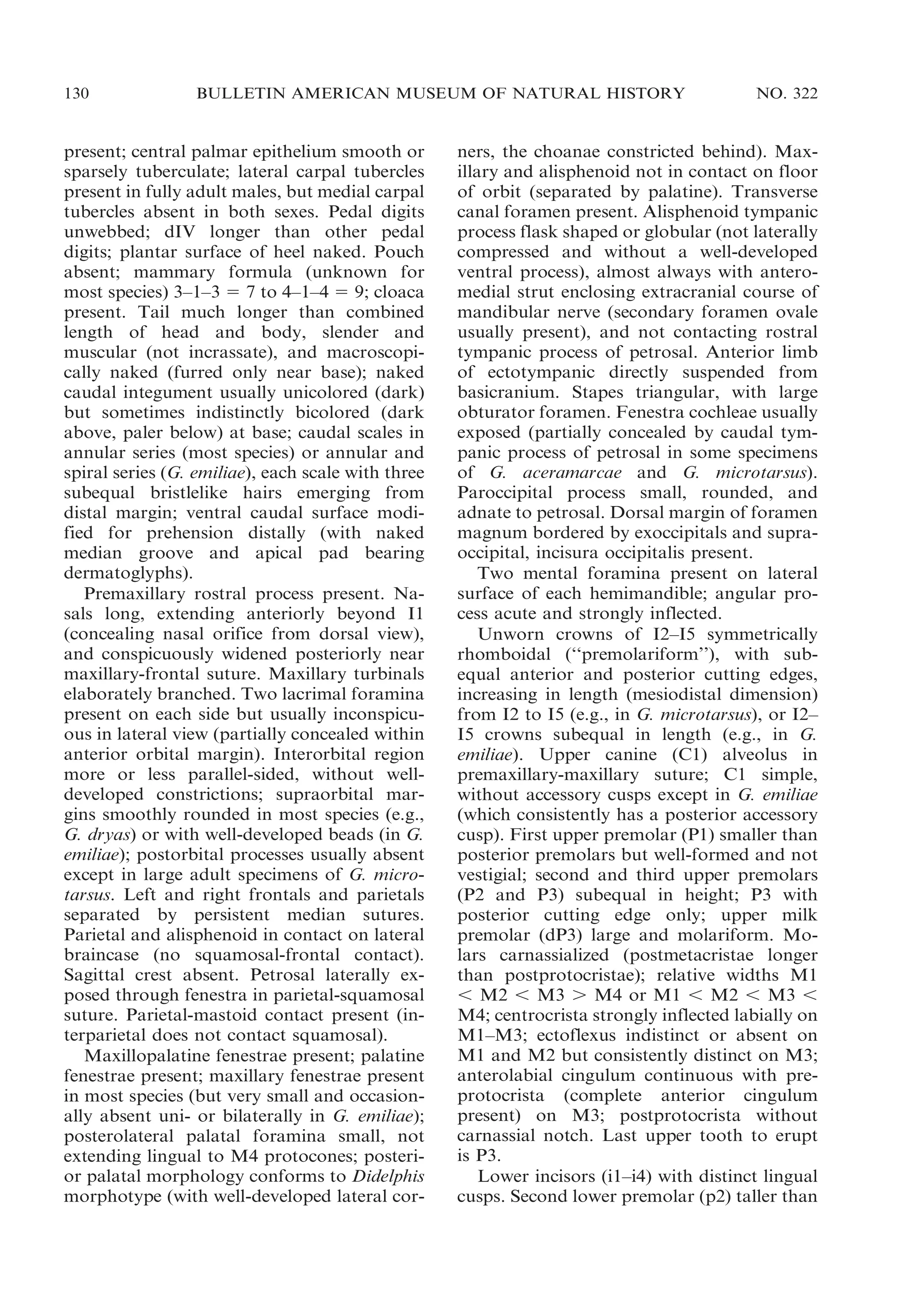 130

BULLETIN AMERICAN MUSEUM OF NATURAL HISTORY

present; central palmar epithelium smooth or
sparsely tuberculate; lateral carpal tubercles
present in fully adult males, but medial carpal
tubercles absent in both sexes. Pedal digits
unwebbed; dIV longer than other pedal
digits; plantar surface of heel naked. Pouch
absent; mammary formula (unknown for
most species) 3–1–3 5 7 to 4–1–4 5 9; cloaca
present. Tail much longer than combined
length of head and body, slender and
muscular (not incrassate), and macroscopically naked (furred only near base); naked
caudal integument usually unicolored (dark)
but sometimes indistinctly bicolored (dark
above, paler below) at base; caudal scales in
annular series (most species) or annular and
spiral series (G. emiliae), each scale with three
subequal bristlelike hairs emerging from
distal margin; ventral caudal surface modified for prehension distally (with naked
median groove and apical pad bearing
dermatoglyphs).
Premaxillary rostral process present. Nasals long, extending anteriorly beyond I1
(concealing nasal orifice from dorsal view),
and conspicuously widened posteriorly near
maxillary-frontal suture. Maxillary turbinals
elaborately branched. Two lacrimal foramina
present on each side but usually inconspicuous in lateral view (partially concealed within
anterior orbital margin). Interorbital region
more or less parallel-sided, without welldeveloped constrictions; supraorbital margins smoothly rounded in most species (e.g.,
G. dryas) or with well-developed beads (in G.
emiliae); postorbital processes usually absent
except in large adult specimens of G. microtarsus. Left and right frontals and parietals
separated by persistent median sutures.
Parietal and alisphenoid in contact on lateral
braincase (no squamosal-frontal contact).
Sagittal crest absent. Petrosal laterally exposed through fenestra in parietal-squamosal
suture. Parietal-mastoid contact present (interparietal does not contact squamosal).
Maxillopalatine fenestrae present; palatine
fenestrae present; maxillary fenestrae present
in most species (but very small and occasionally absent uni- or bilaterally in G. emiliae);
posterolateral palatal foramina small, not
extending lingual to M4 protocones; posterior palatal morphology conforms to Didelphis
morphotype (with well-developed lateral cor-

NO. 322

ners, the choanae constricted behind). Maxillary and alisphenoid not in contact on floor
of orbit (separated by palatine). Transverse
canal foramen present. Alisphenoid tympanic
process flask shaped or globular (not laterally
compressed and without a well-developed
ventral process), almost always with anteromedial strut enclosing extracranial course of
mandibular nerve (secondary foramen ovale
usually present), and not contacting rostral
tympanic process of petrosal. Anterior limb
of ectotympanic directly suspended from
basicranium. Stapes triangular, with large
obturator foramen. Fenestra cochleae usually
exposed (partially concealed by caudal tympanic process of petrosal in some specimens
of G. aceramarcae and G. microtarsus).
Paroccipital process small, rounded, and
adnate to petrosal. Dorsal margin of foramen
magnum bordered by exoccipitals and supraoccipital, incisura occipitalis present.
Two mental foramina present on lateral
surface of each hemimandible; angular process acute and strongly inflected.
Unworn crowns of I2–I5 symmetrically
rhomboidal (‘‘premolariform’’), with subequal anterior and posterior cutting edges,
increasing in length (mesiodistal dimension)
from I2 to I5 (e.g., in G. microtarsus), or I2–
I5 crowns subequal in length (e.g., in G.
emiliae). Upper canine (C1) alveolus in
premaxillary-maxillary suture; C1 simple,
without accessory cusps except in G. emiliae
(which consistently has a posterior accessory
cusp). First upper premolar (P1) smaller than
posterior premolars but well-formed and not
vestigial; second and third upper premolars
(P2 and P3) subequal in height; P3 with
posterior cutting edge only; upper milk
premolar (dP3) large and molariform. Molars carnassialized (postmetacristae longer
than postprotocristae); relative widths M1
, M2 , M3 . M4 or M1 , M2 , M3 ,
M4; centrocrista strongly inflected labially on
M1–M3; ectoflexus indistinct or absent on
M1 and M2 but consistently distinct on M3;
anterolabial cingulum continuous with preprotocrista (complete anterior cingulum
present) on M3; postprotocrista without
carnassial notch. Last upper tooth to erupt
is P3.
Lower incisors (i1–i4) with distinct lingual
cusps. Second lower premolar (p2) taller than

 