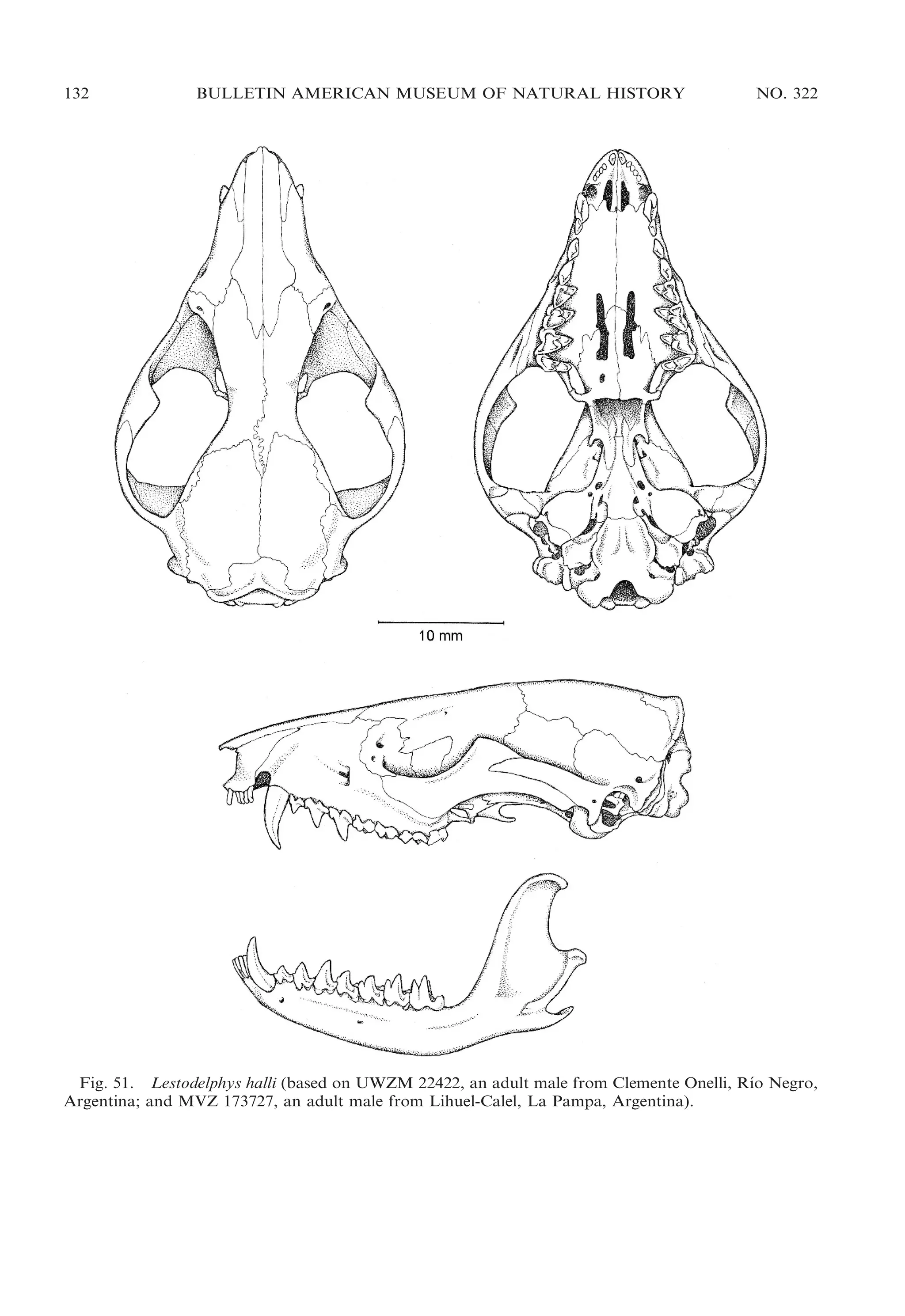 132

BULLETIN AMERICAN MUSEUM OF NATURAL HISTORY

NO. 322

´
Fig. 51. Lestodelphys halli (based on UWZM 22422, an adult male from Clemente Onelli, Rıo Negro,
Argentina; and MVZ 173727, an adult male from Lihuel-Calel, La Pampa, Argentina).

 
