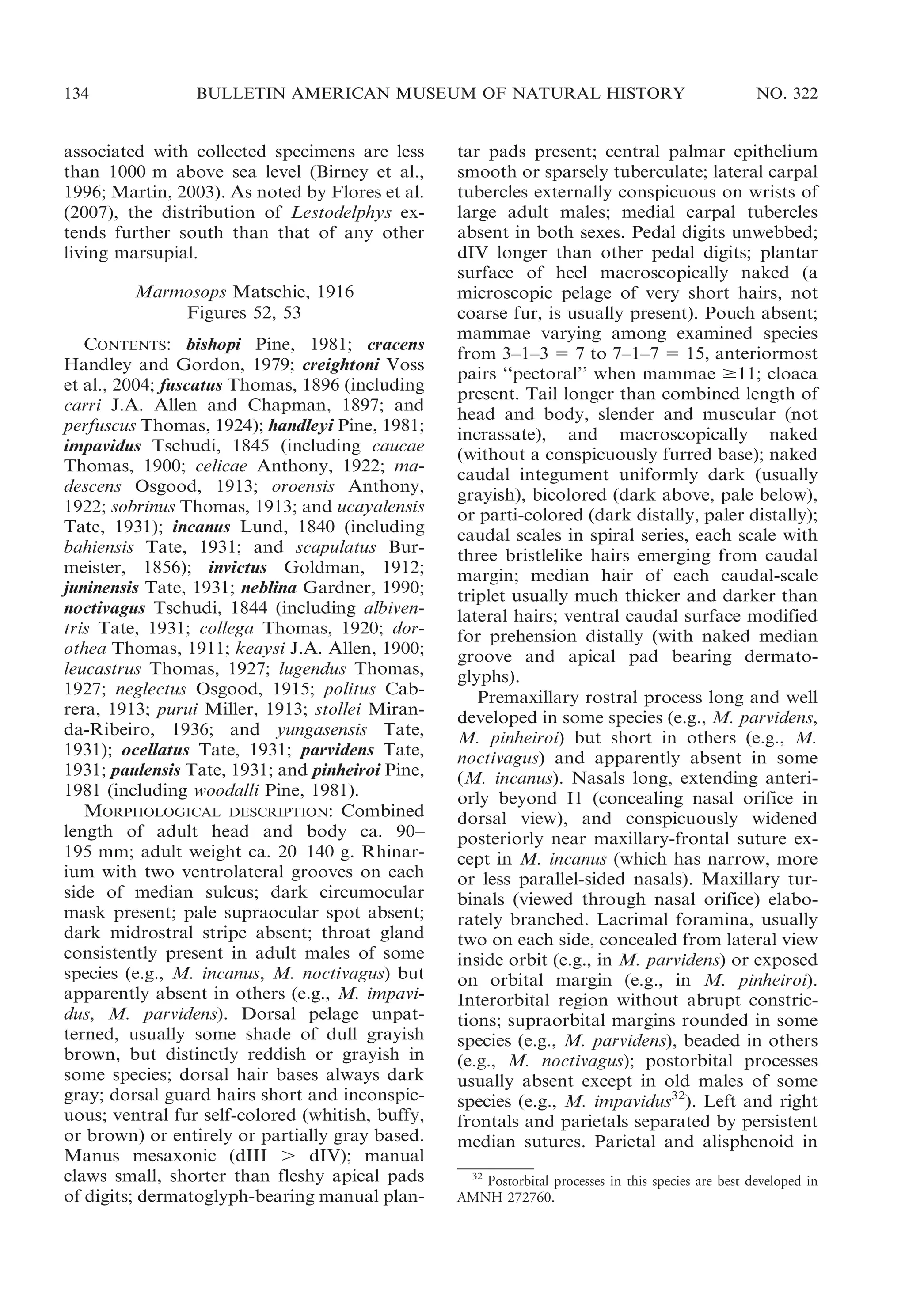 134

BULLETIN AMERICAN MUSEUM OF NATURAL HISTORY

associated with collected specimens are less
than 1000 m above sea level (Birney et al.,
1996; Martin, 2003). As noted by Flores et al.
(2007), the distribution of Lestodelphys extends further south than that of any other
living marsupial.
Marmosops Matschie, 1916
Figures 52, 53
CONTENTS: bishopi Pine, 1981; cracens
Handley and Gordon, 1979; creightoni Voss
et al., 2004; fuscatus Thomas, 1896 (including
carri J.A. Allen and Chapman, 1897; and
perfuscus Thomas, 1924); handleyi Pine, 1981;
impavidus Tschudi, 1845 (including caucae
Thomas, 1900; celicae Anthony, 1922; madescens Osgood, 1913; oroensis Anthony,
1922; sobrinus Thomas, 1913; and ucayalensis
Tate, 1931); incanus Lund, 1840 (including
bahiensis Tate, 1931; and scapulatus Burmeister, 1856); invictus Goldman, 1912;
juninensis Tate, 1931; neblina Gardner, 1990;
noctivagus Tschudi, 1844 (including albiventris Tate, 1931; collega Thomas, 1920; dorothea Thomas, 1911; keaysi J.A. Allen, 1900;
leucastrus Thomas, 1927; lugendus Thomas,
1927; neglectus Osgood, 1915; politus Cabrera, 1913; purui Miller, 1913; stollei Miranda-Ribeiro, 1936; and yungasensis Tate,
1931); ocellatus Tate, 1931; parvidens Tate,
1931; paulensis Tate, 1931; and pinheiroi Pine,
1981 (including woodalli Pine, 1981).
MORPHOLOGICAL DESCRIPTION: Combined
length of adult head and body ca. 90–
195 mm; adult weight ca. 20–140 g. Rhinarium with two ventrolateral grooves on each
side of median sulcus; dark circumocular
mask present; pale supraocular spot absent;
dark midrostral stripe absent; throat gland
consistently present in adult males of some
species (e.g., M. incanus, M. noctivagus) but
apparently absent in others (e.g., M. impavidus, M. parvidens). Dorsal pelage unpatterned, usually some shade of dull grayish
brown, but distinctly reddish or grayish in
some species; dorsal hair bases always dark
gray; dorsal guard hairs short and inconspicuous; ventral fur self-colored (whitish, buffy,
or brown) or entirely or partially gray based.
Manus mesaxonic (dIII . dIV); manual
claws small, shorter than fleshy apical pads
of digits; dermatoglyph-bearing manual plan-

NO. 322

tar pads present; central palmar epithelium
smooth or sparsely tuberculate; lateral carpal
tubercles externally conspicuous on wrists of
large adult males; medial carpal tubercles
absent in both sexes. Pedal digits unwebbed;
dIV longer than other pedal digits; plantar
surface of heel macroscopically naked (a
microscopic pelage of very short hairs, not
coarse fur, is usually present). Pouch absent;
mammae varying among examined species
from 3–1–3 5 7 to 7–1–7 5 15, anteriormost
pairs ‘‘pectoral’’ when mammae $11; cloaca
present. Tail longer than combined length of
head and body, slender and muscular (not
incrassate), and macroscopically naked
(without a conspicuously furred base); naked
caudal integument uniformly dark (usually
grayish), bicolored (dark above, pale below),
or parti-colored (dark distally, paler distally);
caudal scales in spiral series, each scale with
three bristlelike hairs emerging from caudal
margin; median hair of each caudal-scale
triplet usually much thicker and darker than
lateral hairs; ventral caudal surface modified
for prehension distally (with naked median
groove and apical pad bearing dermatoglyphs).
Premaxillary rostral process long and well
developed in some species (e.g., M. parvidens,
M. pinheiroi) but short in others (e.g., M.
noctivagus) and apparently absent in some
(M. incanus). Nasals long, extending anteriorly beyond I1 (concealing nasal orifice in
dorsal view), and conspicuously widened
posteriorly near maxillary-frontal suture except in M. incanus (which has narrow, more
or less parallel-sided nasals). Maxillary turbinals (viewed through nasal orifice) elaborately branched. Lacrimal foramina, usually
two on each side, concealed from lateral view
inside orbit (e.g., in M. parvidens) or exposed
on orbital margin (e.g., in M. pinheiroi).
Interorbital region without abrupt constrictions; supraorbital margins rounded in some
species (e.g., M. parvidens), beaded in others
(e.g., M. noctivagus); postorbital processes
usually absent except in old males of some
species (e.g., M. impavidus32). Left and right
frontals and parietals separated by persistent
median sutures. Parietal and alisphenoid in
32
Postorbital processes in this species are best developed in
AMNH 272760.

 