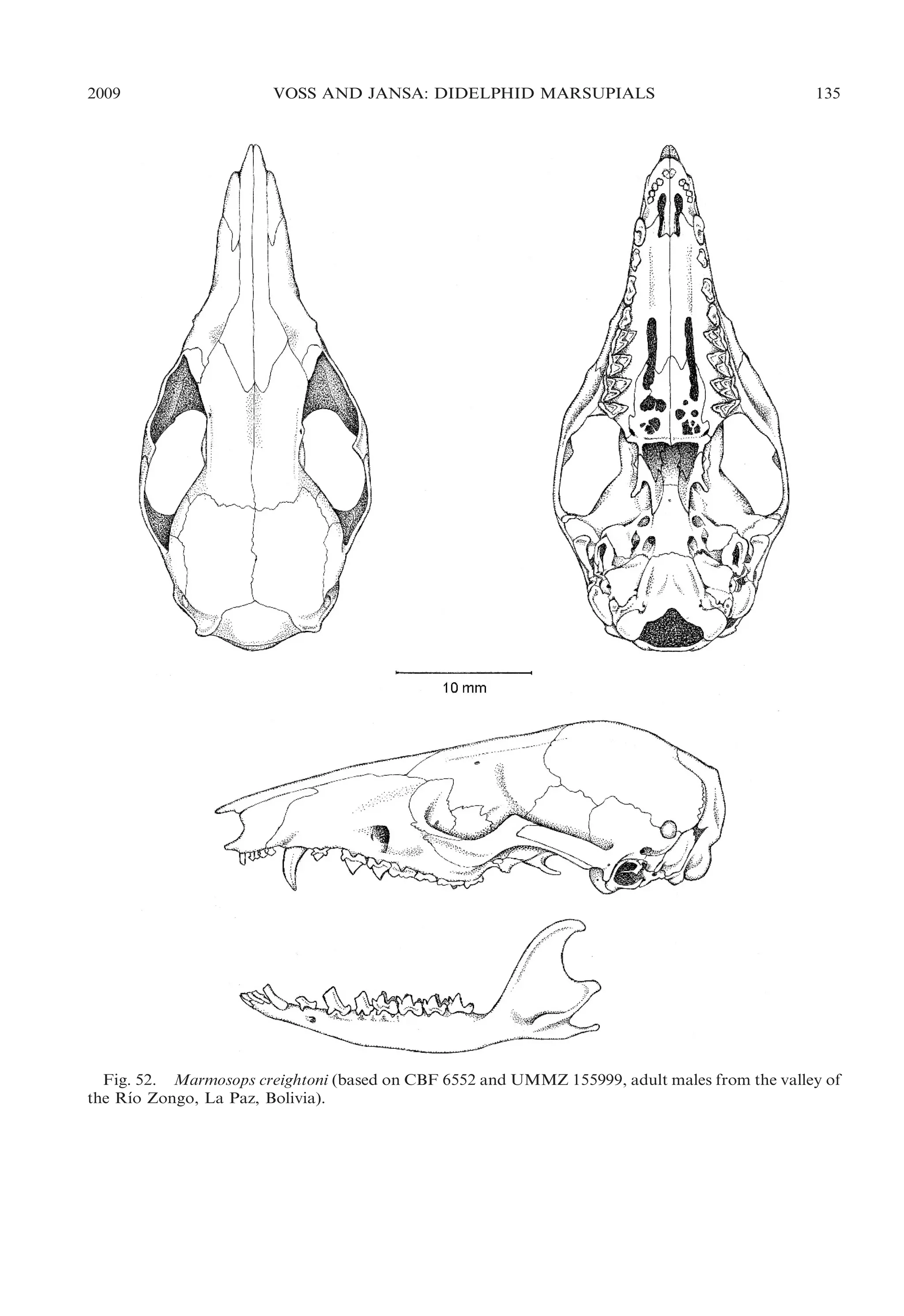 2009

VOSS AND JANSA: DIDELPHID MARSUPIALS

135

Fig. 52. Marmosops creightoni (based on CBF 6552 and UMMZ 155999, adult males from the valley of
´
the Rıo Zongo, La Paz, Bolivia).

 