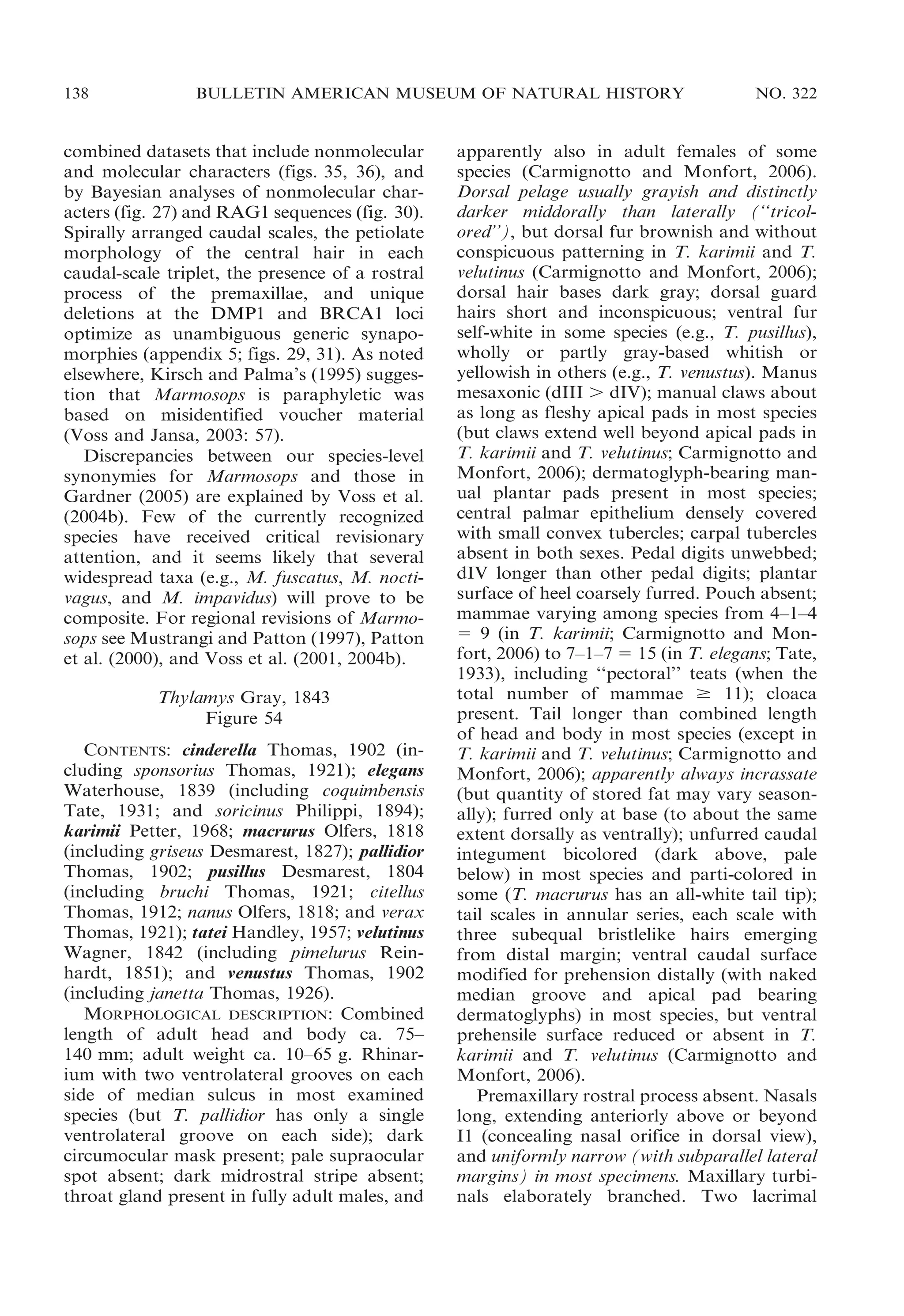 138

BULLETIN AMERICAN MUSEUM OF NATURAL HISTORY

combined datasets that include nonmolecular
and molecular characters (figs. 35, 36), and
by Bayesian analyses of nonmolecular characters (fig. 27) and RAG1 sequences (fig. 30).
Spirally arranged caudal scales, the petiolate
morphology of the central hair in each
caudal-scale triplet, the presence of a rostral
process of the premaxillae, and unique
deletions at the DMP1 and BRCA1 loci
optimize as unambiguous generic synapomorphies (appendix 5; figs. 29, 31). As noted
elsewhere, Kirsch and Palma’s (1995) suggestion that Marmosops is paraphyletic was
based on misidentified voucher material
(Voss and Jansa, 2003: 57).
Discrepancies between our species-level
synonymies for Marmosops and those in
Gardner (2005) are explained by Voss et al.
(2004b). Few of the currently recognized
species have received critical revisionary
attention, and it seems likely that several
widespread taxa (e.g., M. fuscatus, M. noctivagus, and M. impavidus) will prove to be
composite. For regional revisions of Marmosops see Mustrangi and Patton (1997), Patton
et al. (2000), and Voss et al. (2001, 2004b).
Thylamys Gray, 1843
Figure 54
CONTENTS: cinderella Thomas, 1902 (including sponsorius Thomas, 1921); elegans
Waterhouse, 1839 (including coquimbensis
Tate, 1931; and soricinus Philippi, 1894);
karimii Petter, 1968; macrurus Olfers, 1818
(including griseus Desmarest, 1827); pallidior
Thomas, 1902; pusillus Desmarest, 1804
(including bruchi Thomas, 1921; citellus
Thomas, 1912; nanus Olfers, 1818; and verax
Thomas, 1921); tatei Handley, 1957; velutinus
Wagner, 1842 (including pimelurus Reinhardt, 1851); and venustus Thomas, 1902
(including janetta Thomas, 1926).
MORPHOLOGICAL DESCRIPTION: Combined
length of adult head and body ca. 75–
140 mm; adult weight ca. 10–65 g. Rhinarium with two ventrolateral grooves on each
side of median sulcus in most examined
species (but T. pallidior has only a single
ventrolateral groove on each side); dark
circumocular mask present; pale supraocular
spot absent; dark midrostral stripe absent;
throat gland present in fully adult males, and

NO. 322

apparently also in adult females of some
species (Carmignotto and Monfort, 2006).
Dorsal pelage usually grayish and distinctly
darker middorally than laterally (‘‘tricolored’’), but dorsal fur brownish and without
conspicuous patterning in T. karimii and T.
velutinus (Carmignotto and Monfort, 2006);
dorsal hair bases dark gray; dorsal guard
hairs short and inconspicuous; ventral fur
self-white in some species (e.g., T. pusillus),
wholly or partly gray-based whitish or
yellowish in others (e.g., T. venustus). Manus
mesaxonic (dIII . dIV); manual claws about
as long as fleshy apical pads in most species
(but claws extend well beyond apical pads in
T. karimii and T. velutinus; Carmignotto and
Monfort, 2006); dermatoglyph-bearing manual plantar pads present in most species;
central palmar epithelium densely covered
with small convex tubercles; carpal tubercles
absent in both sexes. Pedal digits unwebbed;
dIV longer than other pedal digits; plantar
surface of heel coarsely furred. Pouch absent;
mammae varying among species from 4–1–4
5 9 (in T. karimii; Carmignotto and Monfort, 2006) to 7–1–7 5 15 (in T. elegans; Tate,
1933), including ‘‘pectoral’’ teats (when the
total number of mammae $ 11); cloaca
present. Tail longer than combined length
of head and body in most species (except in
T. karimii and T. velutinus; Carmignotto and
Monfort, 2006); apparently always incrassate
(but quantity of stored fat may vary seasonally); furred only at base (to about the same
extent dorsally as ventrally); unfurred caudal
integument bicolored (dark above, pale
below) in most species and parti-colored in
some (T. macrurus has an all-white tail tip);
tail scales in annular series, each scale with
three subequal bristlelike hairs emerging
from distal margin; ventral caudal surface
modified for prehension distally (with naked
median groove and apical pad bearing
dermatoglyphs) in most species, but ventral
prehensile surface reduced or absent in T.
karimii and T. velutinus (Carmignotto and
Monfort, 2006).
Premaxillary rostral process absent. Nasals
long, extending anteriorly above or beyond
I1 (concealing nasal orifice in dorsal view),
and uniformly narrow (with subparallel lateral
margins) in most specimens. Maxillary turbinals elaborately branched. Two lacrimal

 