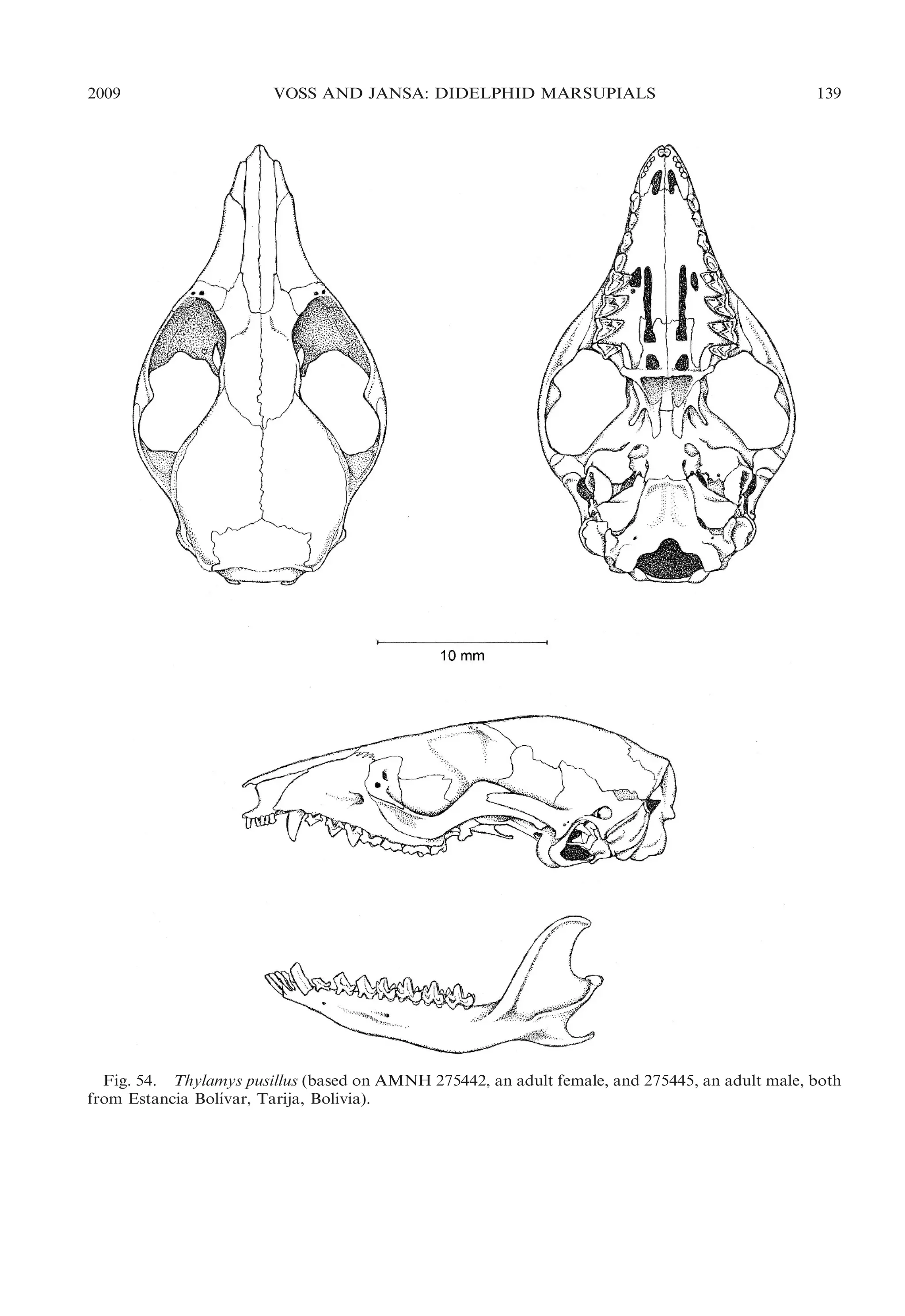 2009

VOSS AND JANSA: DIDELPHID MARSUPIALS

139

Fig. 54. Thylamys pusillus (based on AMNH 275442, an adult female, and 275445, an adult male, both
´
from Estancia Bolıvar, Tarija, Bolivia).

 