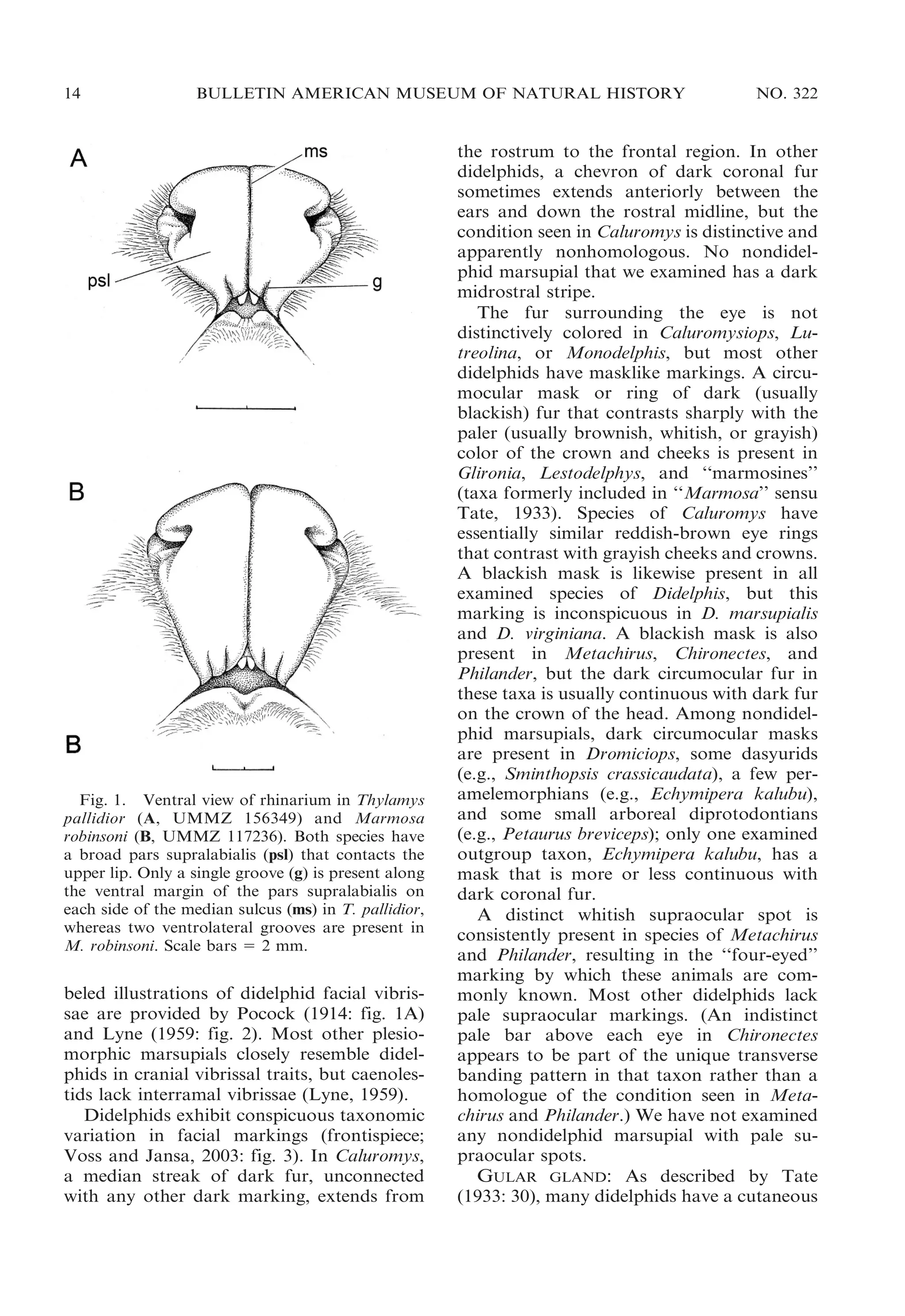 14

BULLETIN AMERICAN MUSEUM OF NATURAL HISTORY

Fig. 1. Ventral view of rhinarium in Thylamys
pallidior (A, UMMZ 156349) and Marmosa
robinsoni (B, UMMZ 117236). Both species have
a broad pars supralabialis (psl) that contacts the
upper lip. Only a single groove (g) is present along
the ventral margin of the pars supralabialis on
each side of the median sulcus (ms) in T. pallidior,
whereas two ventrolateral grooves are present in
M. robinsoni. Scale bars 5 2 mm.

beled illustrations of didelphid facial vibrissae are provided by Pocock (1914: fig. 1A)
and Lyne (1959: fig. 2). Most other plesiomorphic marsupials closely resemble didelphids in cranial vibrissal traits, but caenolestids lack interramal vibrissae (Lyne, 1959).
Didelphids exhibit conspicuous taxonomic
variation in facial markings (frontispiece;
Voss and Jansa, 2003: fig. 3). In Caluromys,
a median streak of dark fur, unconnected
with any other dark marking, extends from

NO. 322

the rostrum to the frontal region. In other
didelphids, a chevron of dark coronal fur
sometimes extends anteriorly between the
ears and down the rostral midline, but the
condition seen in Caluromys is distinctive and
apparently nonhomologous. No nondidelphid marsupial that we examined has a dark
midrostral stripe.
The fur surrounding the eye is not
distinctively colored in Caluromysiops, Lutreolina, or Monodelphis, but most other
didelphids have masklike markings. A circumocular mask or ring of dark (usually
blackish) fur that contrasts sharply with the
paler (usually brownish, whitish, or grayish)
color of the crown and cheeks is present in
Glironia, Lestodelphys, and ‘‘marmosines’’
(taxa formerly included in ‘‘Marmosa’’ sensu
Tate, 1933). Species of Caluromys have
essentially similar reddish-brown eye rings
that contrast with grayish cheeks and crowns.
A blackish mask is likewise present in all
examined species of Didelphis, but this
marking is inconspicuous in D. marsupialis
and D. virginiana. A blackish mask is also
present in Metachirus, Chironectes, and
Philander, but the dark circumocular fur in
these taxa is usually continuous with dark fur
on the crown of the head. Among nondidelphid marsupials, dark circumocular masks
are present in Dromiciops, some dasyurids
(e.g., Sminthopsis crassicaudata), a few peramelemorphians (e.g., Echymipera kalubu),
and some small arboreal diprotodontians
(e.g., Petaurus breviceps); only one examined
outgroup taxon, Echymipera kalubu, has a
mask that is more or less continuous with
dark coronal fur.
A distinct whitish supraocular spot is
consistently present in species of Metachirus
and Philander, resulting in the ‘‘four-eyed’’
marking by which these animals are commonly known. Most other didelphids lack
pale supraocular markings. (An indistinct
pale bar above each eye in Chironectes
appears to be part of the unique transverse
banding pattern in that taxon rather than a
homologue of the condition seen in Metachirus and Philander.) We have not examined
any nondidelphid marsupial with pale supraocular spots.
GULAR GLAND: As described by Tate
(1933: 30), many didelphids have a cutaneous

 