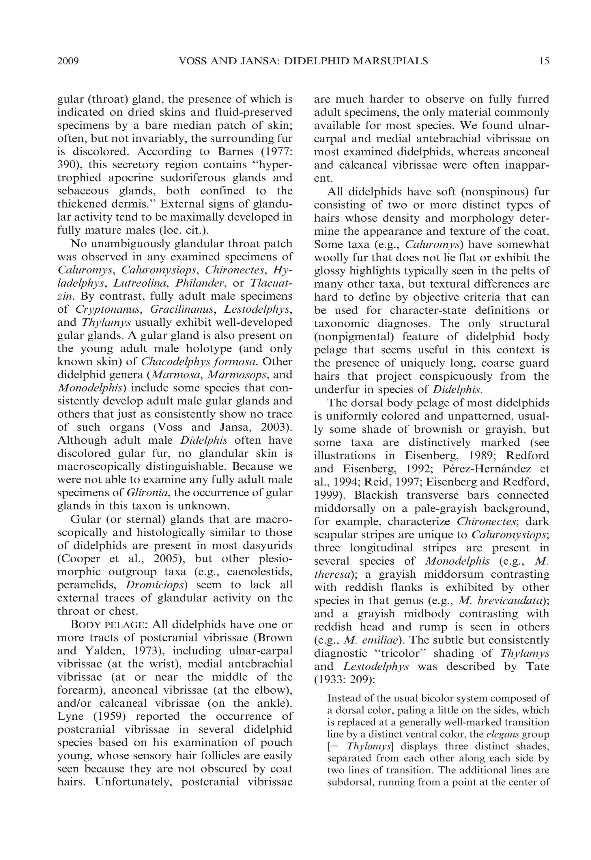 2009

VOSS AND JANSA: DIDELPHID MARSUPIALS

gular (throat) gland, the presence of which is
indicated on dried skins and fluid-preserved
specimens by a bare median patch of skin;
often, but not invariably, the surrounding fur
is discolored. According to Barnes (1977:
390), this secretory region contains ‘‘hypertrophied apocrine sudoriferous glands and
sebaceous glands, both confined to the
thickened dermis.’’ External signs of glandular activity tend to be maximally developed in
fully mature males (loc. cit.).
No unambiguously glandular throat patch
was observed in any examined specimens of
Caluromys, Caluromysiops, Chironectes, Hyladelphys, Lutreolina, Philander, or Tlacuatzin. By contrast, fully adult male specimens
of Cryptonanus, Gracilinanus, Lestodelphys,
and Thylamys usually exhibit well-developed
gular glands. A gular gland is also present on
the young adult male holotype (and only
known skin) of Chacodelphys formosa. Other
didelphid genera (Marmosa, Marmosops, and
Monodelphis) include some species that consistently develop adult male gular glands and
others that just as consistently show no trace
of such organs (Voss and Jansa, 2003).
Although adult male Didelphis often have
discolored gular fur, no glandular skin is
macroscopically distinguishable. Because we
were not able to examine any fully adult male
specimens of Glironia, the occurrence of gular
glands in this taxon is unknown.
Gular (or sternal) glands that are macroscopically and histologically similar to those
of didelphids are present in most dasyurids
(Cooper et al., 2005), but other plesiomorphic outgroup taxa (e.g., caenolestids,
peramelids, Dromiciops) seem to lack all
external traces of glandular activity on the
throat or chest.
BODY PELAGE: All didelphids have one or
more tracts of postcranial vibrissae (Brown
and Yalden, 1973), including ulnar-carpal
vibrissae (at the wrist), medial antebrachial
vibrissae (at or near the middle of the
forearm), anconeal vibrissae (at the elbow),
and/or calcaneal vibrissae (on the ankle).
Lyne (1959) reported the occurrence of
postcranial vibrissae in several didelphid
species based on his examination of pouch
young, whose sensory hair follicles are easily
seen because they are not obscured by coat
hairs. Unfortunately, postcranial vibrissae

15

are much harder to observe on fully furred
adult specimens, the only material commonly
available for most species. We found ulnarcarpal and medial antebrachial vibrissae on
most examined didelphids, whereas anconeal
and calcaneal vibrissae were often inapparent.
All didelphids have soft (nonspinous) fur
consisting of two or more distinct types of
hairs whose density and morphology determine the appearance and texture of the coat.
Some taxa (e.g., Caluromys) have somewhat
woolly fur that does not lie flat or exhibit the
glossy highlights typically seen in the pelts of
many other taxa, but textural differences are
hard to define by objective criteria that can
be used for character-state definitions or
taxonomic diagnoses. The only structural
(nonpigmental) feature of didelphid body
pelage that seems useful in this context is
the presence of uniquely long, coarse guard
hairs that project conspicuously from the
underfur in species of Didelphis.
The dorsal body pelage of most didelphids
is uniformly colored and unpatterned, usually some shade of brownish or grayish, but
some taxa are distinctively marked (see
illustrations in Eisenberg, 1989; Redford
and Eisenberg, 1992; Perez-Hernandez et
´
´
al., 1994; Reid, 1997; Eisenberg and Redford,
1999). Blackish transverse bars connected
middorsally on a pale-grayish background,
for example, characterize Chironectes; dark
scapular stripes are unique to Caluromysiops;
three longitudinal stripes are present in
several species of Monodelphis (e.g., M.
theresa); a grayish middorsum contrasting
with reddish flanks is exhibited by other
species in that genus (e.g., M. brevicaudata);
and a grayish midbody contrasting with
reddish head and rump is seen in others
(e.g., M. emiliae). The subtle but consistently
diagnostic ‘‘tricolor’’ shading of Thylamys
and Lestodelphys was described by Tate
(1933: 209):
Instead of the usual bicolor system composed of
a dorsal color, paling a little on the sides, which
is replaced at a generally well-marked transition
line by a distinct ventral color, the elegans group
[5 Thylamys] displays three distinct shades,
separated from each other along each side by
two lines of transition. The additional lines are
subdorsal, running from a point at the center of

 