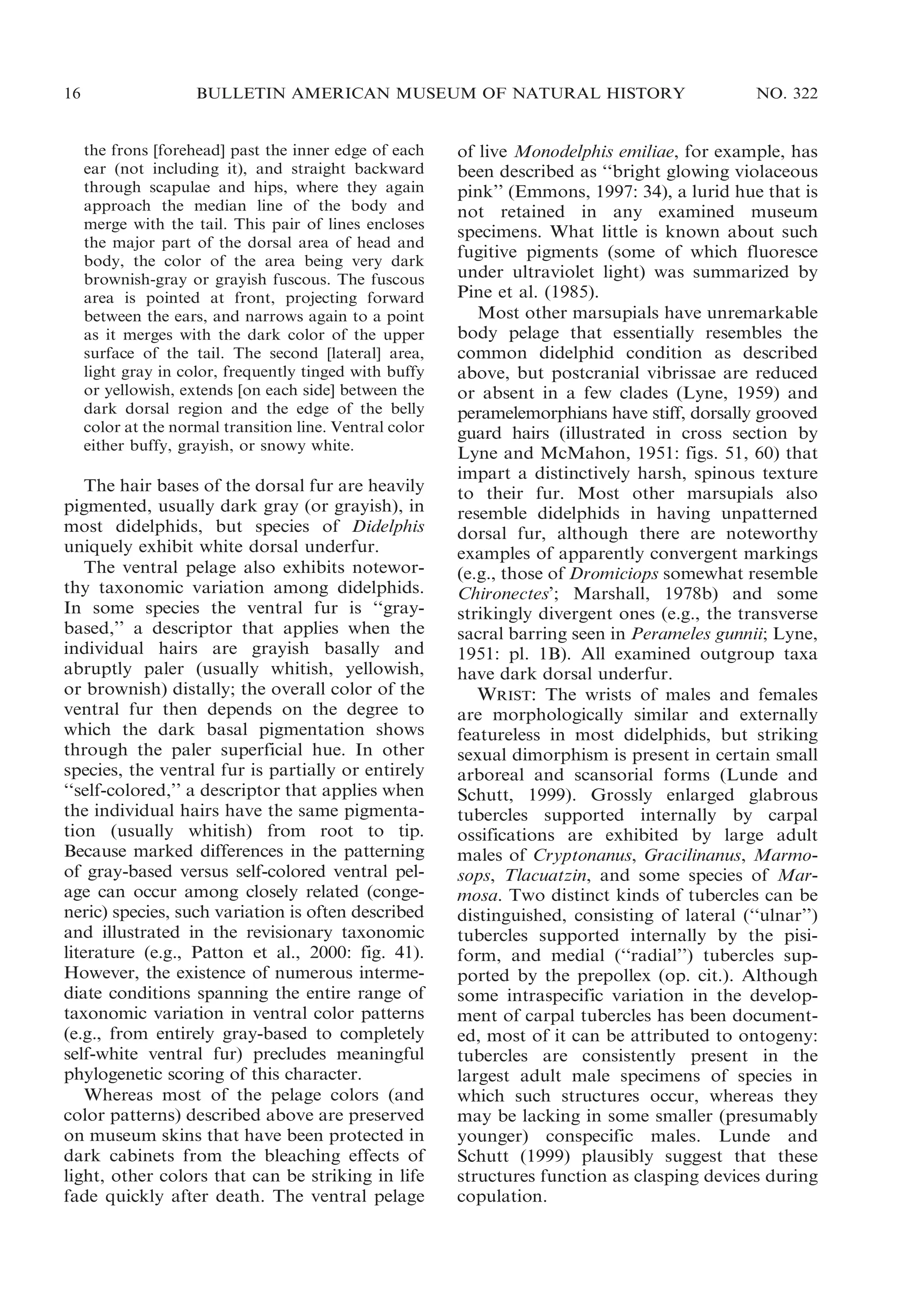 16

BULLETIN AMERICAN MUSEUM OF NATURAL HISTORY

the frons [forehead] past the inner edge of each
ear (not including it), and straight backward
through scapulae and hips, where they again
approach the median line of the body and
merge with the tail. This pair of lines encloses
the major part of the dorsal area of head and
body, the color of the area being very dark
brownish-gray or grayish fuscous. The fuscous
area is pointed at front, projecting forward
between the ears, and narrows again to a point
as it merges with the dark color of the upper
surface of the tail. The second [lateral] area,
light gray in color, frequently tinged with buffy
or yellowish, extends [on each side] between the
dark dorsal region and the edge of the belly
color at the normal transition line. Ventral color
either buffy, grayish, or snowy white.

The hair bases of the dorsal fur are heavily
pigmented, usually dark gray (or grayish), in
most didelphids, but species of Didelphis
uniquely exhibit white dorsal underfur.
The ventral pelage also exhibits noteworthy taxonomic variation among didelphids.
In some species the ventral fur is ‘‘graybased,’’ a descriptor that applies when the
individual hairs are grayish basally and
abruptly paler (usually whitish, yellowish,
or brownish) distally; the overall color of the
ventral fur then depends on the degree to
which the dark basal pigmentation shows
through the paler superficial hue. In other
species, the ventral fur is partially or entirely
‘‘self-colored,’’ a descriptor that applies when
the individual hairs have the same pigmentation (usually whitish) from root to tip.
Because marked differences in the patterning
of gray-based versus self-colored ventral pelage can occur among closely related (congeneric) species, such variation is often described
and illustrated in the revisionary taxonomic
literature (e.g., Patton et al., 2000: fig. 41).
However, the existence of numerous intermediate conditions spanning the entire range of
taxonomic variation in ventral color patterns
(e.g., from entirely gray-based to completely
self-white ventral fur) precludes meaningful
phylogenetic scoring of this character.
Whereas most of the pelage colors (and
color patterns) described above are preserved
on museum skins that have been protected in
dark cabinets from the bleaching effects of
light, other colors that can be striking in life
fade quickly after death. The ventral pelage

NO. 322

of live Monodelphis emiliae, for example, has
been described as ‘‘bright glowing violaceous
pink’’ (Emmons, 1997: 34), a lurid hue that is
not retained in any examined museum
specimens. What little is known about such
fugitive pigments (some of which fluoresce
under ultraviolet light) was summarized by
Pine et al. (1985).
Most other marsupials have unremarkable
body pelage that essentially resembles the
common didelphid condition as described
above, but postcranial vibrissae are reduced
or absent in a few clades (Lyne, 1959) and
peramelemorphians have stiff, dorsally grooved
guard hairs (illustrated in cross section by
Lyne and McMahon, 1951: figs. 51, 60) that
impart a distinctively harsh, spinous texture
to their fur. Most other marsupials also
resemble didelphids in having unpatterned
dorsal fur, although there are noteworthy
examples of apparently convergent markings
(e.g., those of Dromiciops somewhat resemble
Chironectes’; Marshall, 1978b) and some
strikingly divergent ones (e.g., the transverse
sacral barring seen in Perameles gunnii; Lyne,
1951: pl. 1B). All examined outgroup taxa
have dark dorsal underfur.
WRIST: The wrists of males and females
are morphologically similar and externally
featureless in most didelphids, but striking
sexual dimorphism is present in certain small
arboreal and scansorial forms (Lunde and
Schutt, 1999). Grossly enlarged glabrous
tubercles supported internally by carpal
ossifications are exhibited by large adult
males of Cryptonanus, Gracilinanus, Marmosops, Tlacuatzin, and some species of Marmosa. Two distinct kinds of tubercles can be
distinguished, consisting of lateral (‘‘ulnar’’)
tubercles supported internally by the pisiform, and medial (‘‘radial’’) tubercles supported by the prepollex (op. cit.). Although
some intraspecific variation in the development of carpal tubercles has been documented, most of it can be attributed to ontogeny:
tubercles are consistently present in the
largest adult male specimens of species in
which such structures occur, whereas they
may be lacking in some smaller (presumably
younger) conspecific males. Lunde and
Schutt (1999) plausibly suggest that these
structures function as clasping devices during
copulation.

 