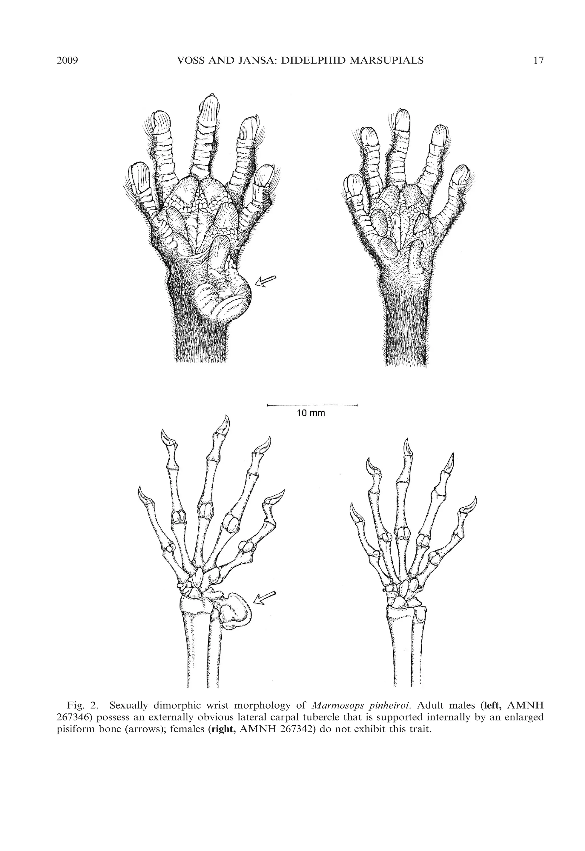 2009

VOSS AND JANSA: DIDELPHID MARSUPIALS

17

Fig. 2. Sexually dimorphic wrist morphology of Marmosops pinheiroi. Adult males (left, AMNH
267346) possess an externally obvious lateral carpal tubercle that is supported internally by an enlarged
pisiform bone (arrows); females (right, AMNH 267342) do not exhibit this trait.

 