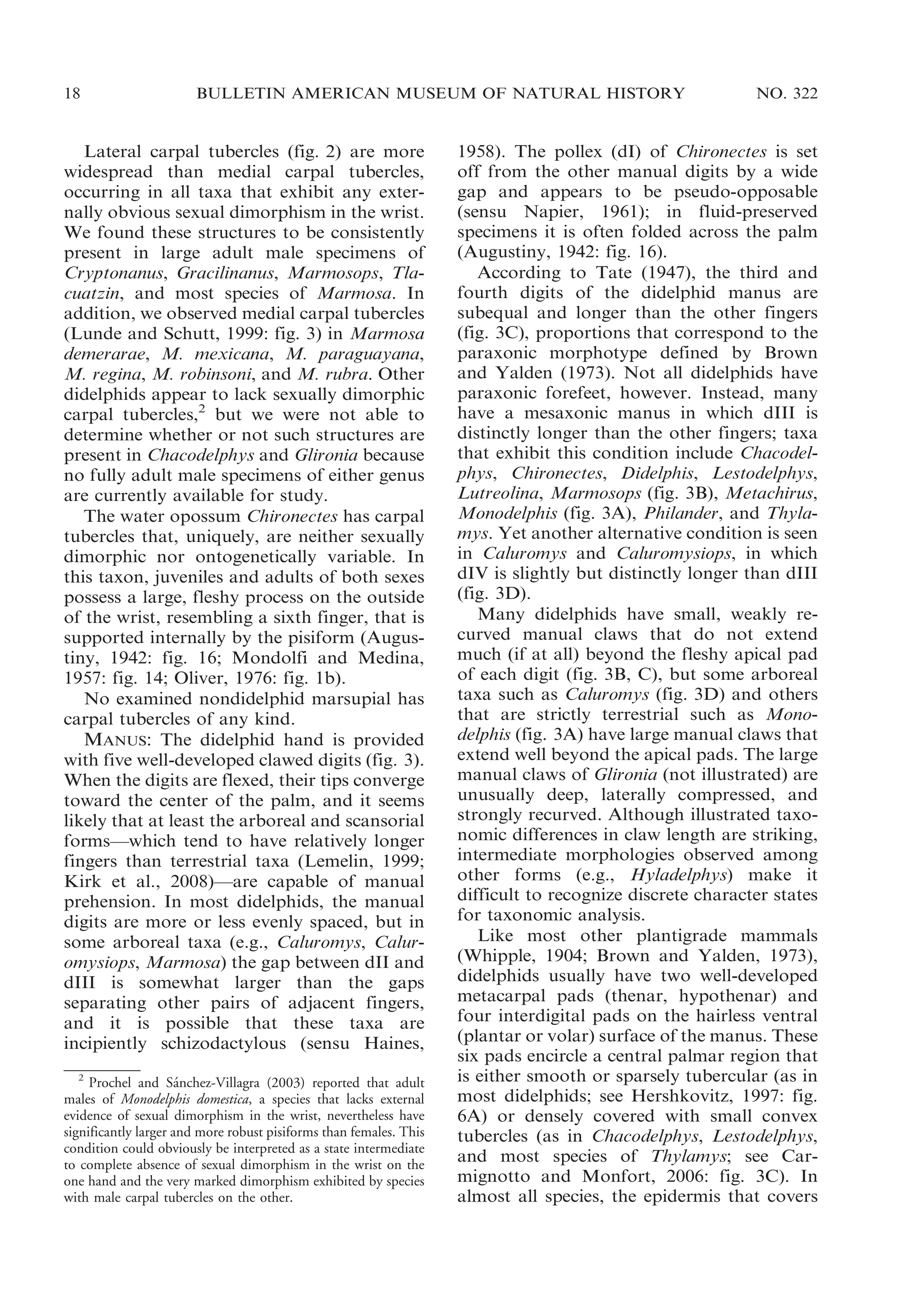 18

BULLETIN AMERICAN MUSEUM OF NATURAL HISTORY

Lateral carpal tubercles (fig. 2) are more
widespread than medial carpal tubercles,
occurring in all taxa that exhibit any externally obvious sexual dimorphism in the wrist.
We found these structures to be consistently
present in large adult male specimens of
Cryptonanus, Gracilinanus, Marmosops, Tlacuatzin, and most species of Marmosa. In
addition, we observed medial carpal tubercles
(Lunde and Schutt, 1999: fig. 3) in Marmosa
demerarae, M. mexicana, M. paraguayana,
M. regina, M. robinsoni, and M. rubra. Other
didelphids appear to lack sexually dimorphic
carpal tubercles,2 but we were not able to
determine whether or not such structures are
present in Chacodelphys and Glironia because
no fully adult male specimens of either genus
are currently available for study.
The water opossum Chironectes has carpal
tubercles that, uniquely, are neither sexually
dimorphic nor ontogenetically variable. In
this taxon, juveniles and adults of both sexes
possess a large, fleshy process on the outside
of the wrist, resembling a sixth finger, that is
supported internally by the pisiform (Augustiny, 1942: fig. 16; Mondolfi and Medina,
1957: fig. 14; Oliver, 1976: fig. 1b).
No examined nondidelphid marsupial has
carpal tubercles of any kind.
MANUS: The didelphid hand is provided
with five well-developed clawed digits (fig. 3).
When the digits are flexed, their tips converge
toward the center of the palm, and it seems
likely that at least the arboreal and scansorial
forms—which tend to have relatively longer
fingers than terrestrial taxa (Lemelin, 1999;
Kirk et al., 2008)—are capable of manual
prehension. In most didelphids, the manual
digits are more or less evenly spaced, but in
some arboreal taxa (e.g., Caluromys, Caluromysiops, Marmosa) the gap between dII and
dIII is somewhat larger than the gaps
separating other pairs of adjacent fingers,
and it is possible that these taxa are
incipiently schizodactylous (sensu Haines,
2
´
Prochel and Sanchez-Villagra (2003) reported that adult
males of Monodelphis domestica, a species that lacks external
evidence of sexual dimorphism in the wrist, nevertheless have
significantly larger and more robust pisiforms than females. This
condition could obviously be interpreted as a state intermediate
to complete absence of sexual dimorphism in the wrist on the
one hand and the very marked dimorphism exhibited by species
with male carpal tubercles on the other.

NO. 322

1958). The pollex (dI) of Chironectes is set
off from the other manual digits by a wide
gap and appears to be pseudo-opposable
(sensu Napier, 1961); in fluid-preserved
specimens it is often folded across the palm
(Augustiny, 1942: fig. 16).
According to Tate (1947), the third and
fourth digits of the didelphid manus are
subequal and longer than the other fingers
(fig. 3C), proportions that correspond to the
paraxonic morphotype defined by Brown
and Yalden (1973). Not all didelphids have
paraxonic forefeet, however. Instead, many
have a mesaxonic manus in which dIII is
distinctly longer than the other fingers; taxa
that exhibit this condition include Chacodelphys, Chironectes, Didelphis, Lestodelphys,
Lutreolina, Marmosops (fig. 3B), Metachirus,
Monodelphis (fig. 3A), Philander, and Thylamys. Yet another alternative condition is seen
in Caluromys and Caluromysiops, in which
dIV is slightly but distinctly longer than dIII
(fig. 3D).
Many didelphids have small, weakly recurved manual claws that do not extend
much (if at all) beyond the fleshy apical pad
of each digit (fig. 3B, C), but some arboreal
taxa such as Caluromys (fig. 3D) and others
that are strictly terrestrial such as Monodelphis (fig. 3A) have large manual claws that
extend well beyond the apical pads. The large
manual claws of Glironia (not illustrated) are
unusually deep, laterally compressed, and
strongly recurved. Although illustrated taxonomic differences in claw length are striking,
intermediate morphologies observed among
other forms (e.g., Hyladelphys) make it
difficult to recognize discrete character states
for taxonomic analysis.
Like most other plantigrade mammals
(Whipple, 1904; Brown and Yalden, 1973),
didelphids usually have two well-developed
metacarpal pads (thenar, hypothenar) and
four interdigital pads on the hairless ventral
(plantar or volar) surface of the manus. These
six pads encircle a central palmar region that
is either smooth or sparsely tubercular (as in
most didelphids; see Hershkovitz, 1997: fig.
6A) or densely covered with small convex
tubercles (as in Chacodelphys, Lestodelphys,
and most species of Thylamys; see Carmignotto and Monfort, 2006: fig. 3C). In
almost all species, the epidermis that covers

 