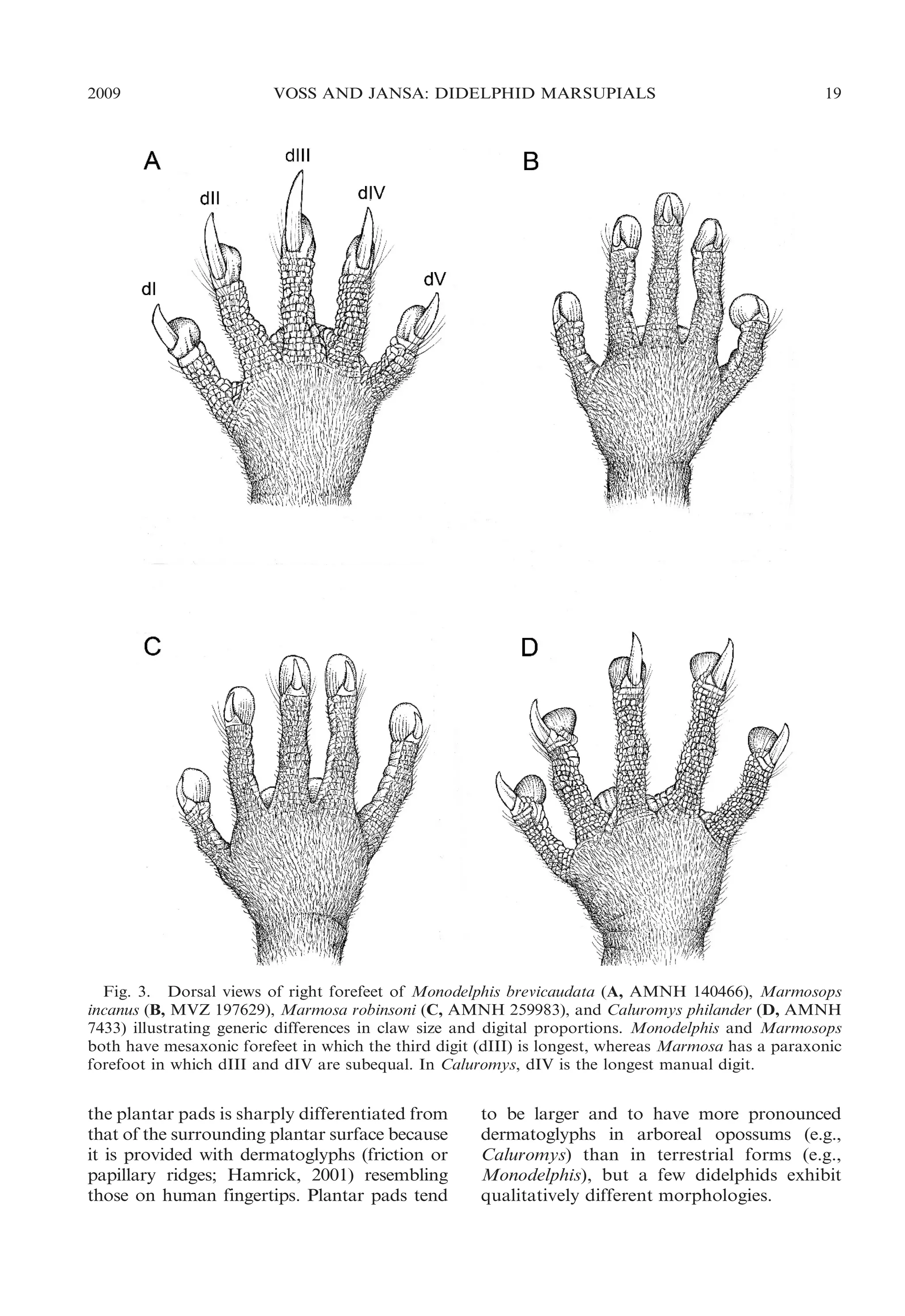 2009

VOSS AND JANSA: DIDELPHID MARSUPIALS

19

Fig. 3. Dorsal views of right forefeet of Monodelphis brevicaudata (A, AMNH 140466), Marmosops
incanus (B, MVZ 197629), Marmosa robinsoni (C, AMNH 259983), and Caluromys philander (D, AMNH
7433) illustrating generic differences in claw size and digital proportions. Monodelphis and Marmosops
both have mesaxonic forefeet in which the third digit (dIII) is longest, whereas Marmosa has a paraxonic
forefoot in which dIII and dIV are subequal. In Caluromys, dIV is the longest manual digit.

the plantar pads is sharply differentiated from
that of the surrounding plantar surface because
it is provided with dermatoglyphs (friction or
papillary ridges; Hamrick, 2001) resembling
those on human fingertips. Plantar pads tend

to be larger and to have more pronounced
dermatoglyphs in arboreal opossums (e.g.,
Caluromys) than in terrestrial forms (e.g.,
Monodelphis), but a few didelphids exhibit
qualitatively different morphologies.

 