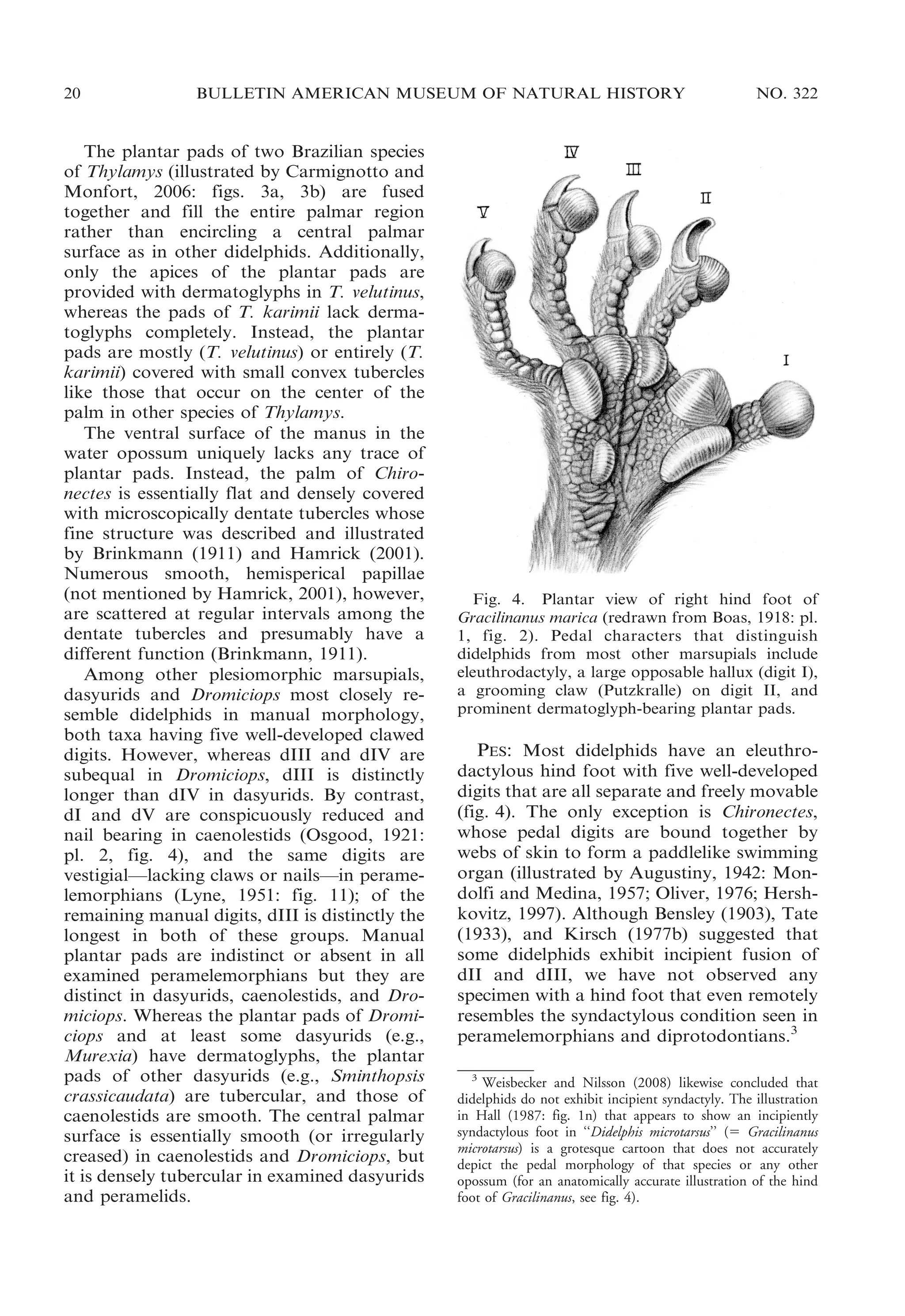 20

BULLETIN AMERICAN MUSEUM OF NATURAL HISTORY

The plantar pads of two Brazilian species
of Thylamys (illustrated by Carmignotto and
Monfort, 2006: figs. 3a, 3b) are fused
together and fill the entire palmar region
rather than encircling a central palmar
surface as in other didelphids. Additionally,
only the apices of the plantar pads are
provided with dermatoglyphs in T. velutinus,
whereas the pads of T. karimii lack dermatoglyphs completely. Instead, the plantar
pads are mostly (T. velutinus) or entirely (T.
karimii) covered with small convex tubercles
like those that occur on the center of the
palm in other species of Thylamys.
The ventral surface of the manus in the
water opossum uniquely lacks any trace of
plantar pads. Instead, the palm of Chironectes is essentially flat and densely covered
with microscopically dentate tubercles whose
fine structure was described and illustrated
by Brinkmann (1911) and Hamrick (2001).
Numerous smooth, hemisperical papillae
(not mentioned by Hamrick, 2001), however,
are scattered at regular intervals among the
dentate tubercles and presumably have a
different function (Brinkmann, 1911).
Among other plesiomorphic marsupials,
dasyurids and Dromiciops most closely resemble didelphids in manual morphology,
both taxa having five well-developed clawed
digits. However, whereas dIII and dIV are
subequal in Dromiciops, dIII is distinctly
longer than dIV in dasyurids. By contrast,
dI and dV are conspicuously reduced and
nail bearing in caenolestids (Osgood, 1921:
pl. 2, fig. 4), and the same digits are
vestigial—lacking claws or nails—in peramelemorphians (Lyne, 1951: fig. 11); of the
remaining manual digits, dIII is distinctly the
longest in both of these groups. Manual
plantar pads are indistinct or absent in all
examined peramelemorphians but they are
distinct in dasyurids, caenolestids, and Dromiciops. Whereas the plantar pads of Dromiciops and at least some dasyurids (e.g.,
Murexia) have dermatoglyphs, the plantar
pads of other dasyurids (e.g., Sminthopsis
crassicaudata) are tubercular, and those of
caenolestids are smooth. The central palmar
surface is essentially smooth (or irregularly
creased) in caenolestids and Dromiciops, but
it is densely tubercular in examined dasyurids
and peramelids.

NO. 322

Fig. 4. Plantar view of right hind foot of
Gracilinanus marica (redrawn from Boas, 1918: pl.
1, fig. 2). Pedal characters that distinguish
didelphids from most other marsupials include
eleuthrodactyly, a large opposable hallux (digit I),
a grooming claw (Putzkralle) on digit II, and
prominent dermatoglyph-bearing plantar pads.

PES: Most didelphids have an eleuthrodactylous hind foot with five well-developed
digits that are all separate and freely movable
(fig. 4). The only exception is Chironectes,
whose pedal digits are bound together by
webs of skin to form a paddlelike swimming
organ (illustrated by Augustiny, 1942: Mondolfi and Medina, 1957; Oliver, 1976; Hershkovitz, 1997). Although Bensley (1903), Tate
(1933), and Kirsch (1977b) suggested that
some didelphids exhibit incipient fusion of
dII and dIII, we have not observed any
specimen with a hind foot that even remotely
resembles the syndactylous condition seen in
peramelemorphians and diprotodontians.3
3
Weisbecker and Nilsson (2008) likewise concluded that
didelphids do not exhibit incipient syndactyly. The illustration
in Hall (1987: fig. 1n) that appears to show an incipiently
syndactylous foot in ‘‘Didelphis microtarsus’’ (5 Gracilinanus
microtarsus) is a grotesque cartoon that does not accurately
depict the pedal morphology of that species or any other
opossum (for an anatomically accurate illustration of the hind
foot of Gracilinanus, see fig. 4).

 