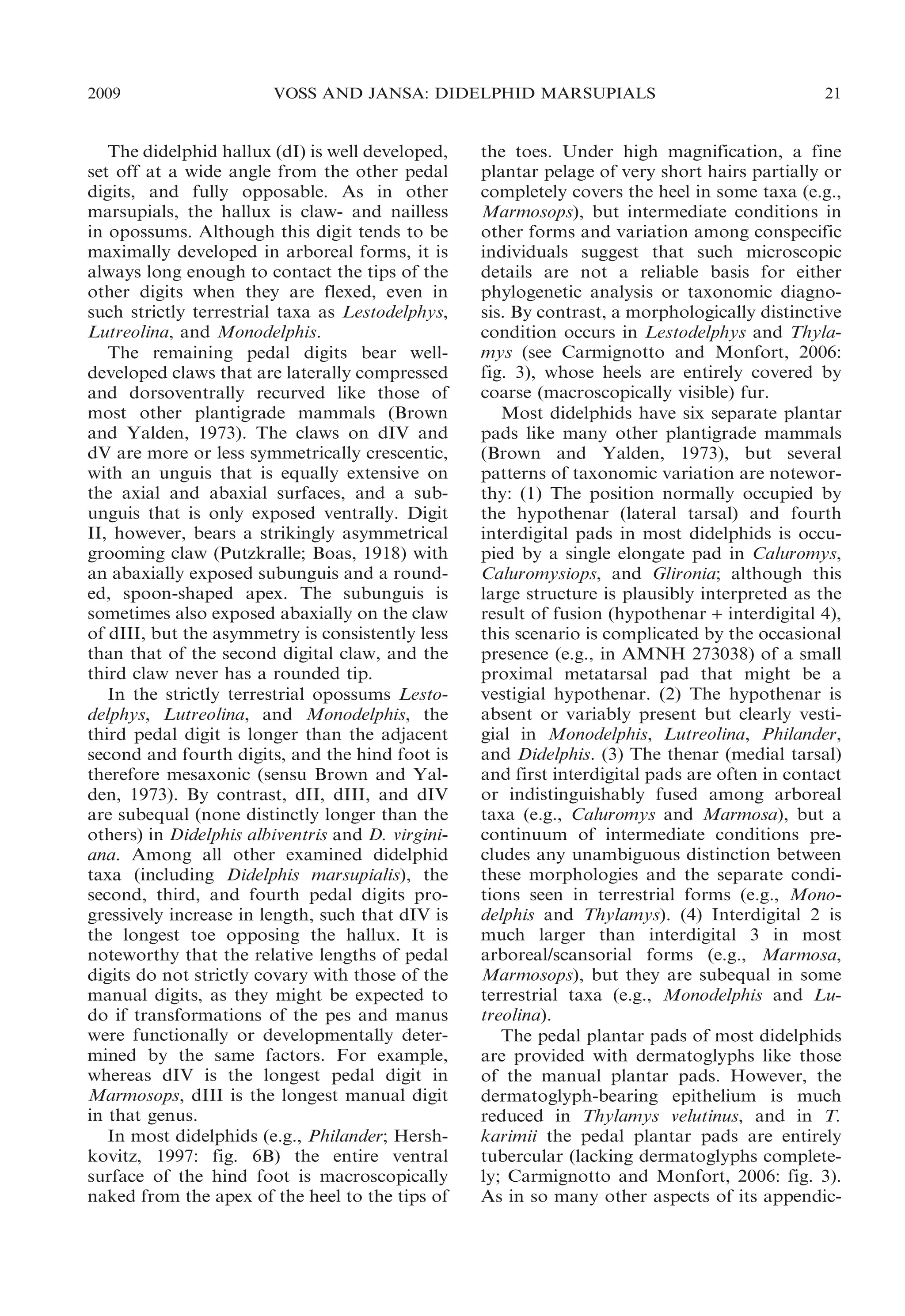2009

VOSS AND JANSA: DIDELPHID MARSUPIALS

The didelphid hallux (dI) is well developed,
set off at a wide angle from the other pedal
digits, and fully opposable. As in other
marsupials, the hallux is claw- and nailless
in opossums. Although this digit tends to be
maximally developed in arboreal forms, it is
always long enough to contact the tips of the
other digits when they are flexed, even in
such strictly terrestrial taxa as Lestodelphys,
Lutreolina, and Monodelphis.
The remaining pedal digits bear welldeveloped claws that are laterally compressed
and dorsoventrally recurved like those of
most other plantigrade mammals (Brown
and Yalden, 1973). The claws on dIV and
dV are more or less symmetrically crescentic,
with an unguis that is equally extensive on
the axial and abaxial surfaces, and a subunguis that is only exposed ventrally. Digit
II, however, bears a strikingly asymmetrical
grooming claw (Putzkralle; Boas, 1918) with
an abaxially exposed subunguis and a rounded, spoon-shaped apex. The subunguis is
sometimes also exposed abaxially on the claw
of dIII, but the asymmetry is consistently less
than that of the second digital claw, and the
third claw never has a rounded tip.
In the strictly terrestrial opossums Lestodelphys, Lutreolina, and Monodelphis, the
third pedal digit is longer than the adjacent
second and fourth digits, and the hind foot is
therefore mesaxonic (sensu Brown and Yalden, 1973). By contrast, dII, dIII, and dIV
are subequal (none distinctly longer than the
others) in Didelphis albiventris and D. virginiana. Among all other examined didelphid
taxa (including Didelphis marsupialis), the
second, third, and fourth pedal digits progressively increase in length, such that dIV is
the longest toe opposing the hallux. It is
noteworthy that the relative lengths of pedal
digits do not strictly covary with those of the
manual digits, as they might be expected to
do if transformations of the pes and manus
were functionally or developmentally determined by the same factors. For example,
whereas dIV is the longest pedal digit in
Marmosops, dIII is the longest manual digit
in that genus.
In most didelphids (e.g., Philander; Hershkovitz, 1997: fig. 6B) the entire ventral
surface of the hind foot is macroscopically
naked from the apex of the heel to the tips of

21

the toes. Under high magnification, a fine
plantar pelage of very short hairs partially or
completely covers the heel in some taxa (e.g.,
Marmosops), but intermediate conditions in
other forms and variation among conspecific
individuals suggest that such microscopic
details are not a reliable basis for either
phylogenetic analysis or taxonomic diagnosis. By contrast, a morphologically distinctive
condition occurs in Lestodelphys and Thylamys (see Carmignotto and Monfort, 2006:
fig. 3), whose heels are entirely covered by
coarse (macroscopically visible) fur.
Most didelphids have six separate plantar
pads like many other plantigrade mammals
(Brown and Yalden, 1973), but several
patterns of taxonomic variation are noteworthy: (1) The position normally occupied by
the hypothenar (lateral tarsal) and fourth
interdigital pads in most didelphids is occupied by a single elongate pad in Caluromys,
Caluromysiops, and Glironia; although this
large structure is plausibly interpreted as the
result of fusion (hypothenar + interdigital 4),
this scenario is complicated by the occasional
presence (e.g., in AMNH 273038) of a small
proximal metatarsal pad that might be a
vestigial hypothenar. (2) The hypothenar is
absent or variably present but clearly vestigial in Monodelphis, Lutreolina, Philander,
and Didelphis. (3) The thenar (medial tarsal)
and first interdigital pads are often in contact
or indistinguishably fused among arboreal
taxa (e.g., Caluromys and Marmosa), but a
continuum of intermediate conditions precludes any unambiguous distinction between
these morphologies and the separate conditions seen in terrestrial forms (e.g., Monodelphis and Thylamys). (4) Interdigital 2 is
much larger than interdigital 3 in most
arboreal/scansorial forms (e.g., Marmosa,
Marmosops), but they are subequal in some
terrestrial taxa (e.g., Monodelphis and Lutreolina).
The pedal plantar pads of most didelphids
are provided with dermatoglyphs like those
of the manual plantar pads. However, the
dermatoglyph-bearing epithelium is much
reduced in Thylamys velutinus, and in T.
karimii the pedal plantar pads are entirely
tubercular (lacking dermatoglyphs completely; Carmignotto and Monfort, 2006: fig. 3).
As in so many other aspects of its appendic-

 