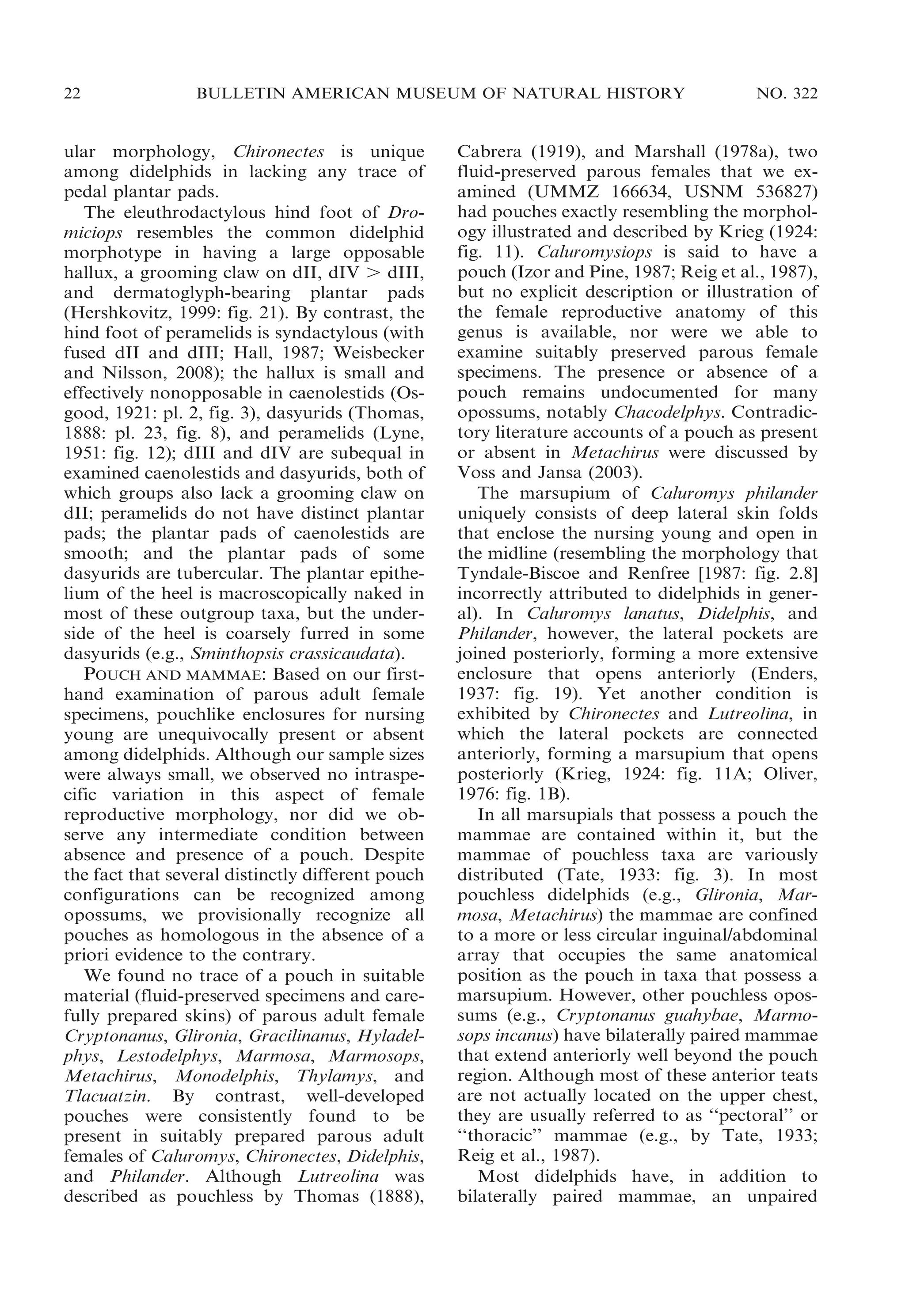 22

BULLETIN AMERICAN MUSEUM OF NATURAL HISTORY

ular morphology, Chironectes is unique
among didelphids in lacking any trace of
pedal plantar pads.
The eleuthrodactylous hind foot of Dromiciops resembles the common didelphid
morphotype in having a large opposable
hallux, a grooming claw on dII, dIV . dIII,
and dermatoglyph-bearing plantar pads
(Hershkovitz, 1999: fig. 21). By contrast, the
hind foot of peramelids is syndactylous (with
fused dII and dIII; Hall, 1987; Weisbecker
and Nilsson, 2008); the hallux is small and
effectively nonopposable in caenolestids (Osgood, 1921: pl. 2, fig. 3), dasyurids (Thomas,
1888: pl. 23, fig. 8), and peramelids (Lyne,
1951: fig. 12); dIII and dIV are subequal in
examined caenolestids and dasyurids, both of
which groups also lack a grooming claw on
dII; peramelids do not have distinct plantar
pads; the plantar pads of caenolestids are
smooth; and the plantar pads of some
dasyurids are tubercular. The plantar epithelium of the heel is macroscopically naked in
most of these outgroup taxa, but the underside of the heel is coarsely furred in some
dasyurids (e.g., Sminthopsis crassicaudata).
POUCH AND MAMMAE: Based on our firsthand examination of parous adult female
specimens, pouchlike enclosures for nursing
young are unequivocally present or absent
among didelphids. Although our sample sizes
were always small, we observed no intraspecific variation in this aspect of female
reproductive morphology, nor did we observe any intermediate condition between
absence and presence of a pouch. Despite
the fact that several distinctly different pouch
configurations can be recognized among
opossums, we provisionally recognize all
pouches as homologous in the absence of a
priori evidence to the contrary.
We found no trace of a pouch in suitable
material (fluid-preserved specimens and carefully prepared skins) of parous adult female
Cryptonanus, Glironia, Gracilinanus, Hyladelphys, Lestodelphys, Marmosa, Marmosops,
Metachirus, Monodelphis, Thylamys, and
Tlacuatzin. By contrast, well-developed
pouches were consistently found to be
present in suitably prepared parous adult
females of Caluromys, Chironectes, Didelphis,
and Philander. Although Lutreolina was
described as pouchless by Thomas (1888),

NO. 322

Cabrera (1919), and Marshall (1978a), two
fluid-preserved parous females that we examined (UMMZ 166634, USNM 536827)
had pouches exactly resembling the morphology illustrated and described by Krieg (1924:
fig. 11). Caluromysiops is said to have a
pouch (Izor and Pine, 1987; Reig et al., 1987),
but no explicit description or illustration of
the female reproductive anatomy of this
genus is available, nor were we able to
examine suitably preserved parous female
specimens. The presence or absence of a
pouch remains undocumented for many
opossums, notably Chacodelphys. Contradictory literature accounts of a pouch as present
or absent in Metachirus were discussed by
Voss and Jansa (2003).
The marsupium of Caluromys philander
uniquely consists of deep lateral skin folds
that enclose the nursing young and open in
the midline (resembling the morphology that
Tyndale-Biscoe and Renfree [1987: fig. 2.8]
incorrectly attributed to didelphids in general). In Caluromys lanatus, Didelphis, and
Philander, however, the lateral pockets are
joined posteriorly, forming a more extensive
enclosure that opens anteriorly (Enders,
1937: fig. 19). Yet another condition is
exhibited by Chironectes and Lutreolina, in
which the lateral pockets are connected
anteriorly, forming a marsupium that opens
posteriorly (Krieg, 1924: fig. 11A; Oliver,
1976: fig. 1B).
In all marsupials that possess a pouch the
mammae are contained within it, but the
mammae of pouchless taxa are variously
distributed (Tate, 1933: fig. 3). In most
pouchless didelphids (e.g., Glironia, Marmosa, Metachirus) the mammae are confined
to a more or less circular inguinal/abdominal
array that occupies the same anatomical
position as the pouch in taxa that possess a
marsupium. However, other pouchless opossums (e.g., Cryptonanus guahybae, Marmosops incanus) have bilaterally paired mammae
that extend anteriorly well beyond the pouch
region. Although most of these anterior teats
are not actually located on the upper chest,
they are usually referred to as ‘‘pectoral’’ or
‘‘thoracic’’ mammae (e.g., by Tate, 1933;
Reig et al., 1987).
Most didelphids have, in addition to
bilaterally paired mammae, an unpaired

 