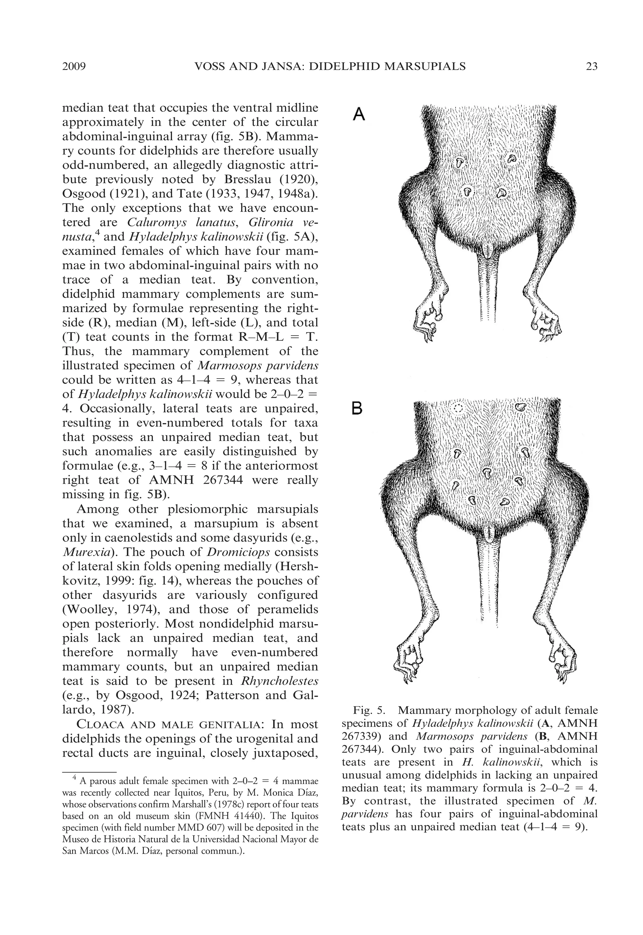 2009

VOSS AND JANSA: DIDELPHID MARSUPIALS

median teat that occupies the ventral midline
approximately in the center of the circular
abdominal-inguinal array (fig. 5B). Mammary counts for didelphids are therefore usually
odd-numbered, an allegedly diagnostic attribute previously noted by Bresslau (1920),
Osgood (1921), and Tate (1933, 1947, 1948a).
The only exceptions that we have encountered are Caluromys lanatus, Glironia venusta,4 and Hyladelphys kalinowskii (fig. 5A),
examined females of which have four mammae in two abdominal-inguinal pairs with no
trace of a median teat. By convention,
didelphid mammary complements are summarized by formulae representing the rightside (R), median (M), left-side (L), and total
(T) teat counts in the format R–M–L 5 T.
Thus, the mammary complement of the
illustrated specimen of Marmosops parvidens
could be written as 4–1–4 5 9, whereas that
of Hyladelphys kalinowskii would be 2–0–2 5
4. Occasionally, lateral teats are unpaired,
resulting in even-numbered totals for taxa
that possess an unpaired median teat, but
such anomalies are easily distinguished by
formulae (e.g., 3–1–4 5 8 if the anteriormost
right teat of AMNH 267344 were really
missing in fig. 5B).
Among other plesiomorphic marsupials
that we examined, a marsupium is absent
only in caenolestids and some dasyurids (e.g.,
Murexia). The pouch of Dromiciops consists
of lateral skin folds opening medially (Hershkovitz, 1999: fig. 14), whereas the pouches of
other dasyurids are variously configured
(Woolley, 1974), and those of peramelids
open posteriorly. Most nondidelphid marsupials lack an unpaired median teat, and
therefore normally have even-numbered
mammary counts, but an unpaired median
teat is said to be present in Rhyncholestes
(e.g., by Osgood, 1924; Patterson and Gallardo, 1987).
CLOACA AND MALE GENITALIA: In most
didelphids the openings of the urogenital and
rectal ducts are inguinal, closely juxtaposed,
4
A parous adult female specimen with 2–0–2 5 4 mammae
´
was recently collected near Iquitos, Peru, by M. Monica Dıaz,
whose observations confirm Marshall’s (1978c) report of four teats
based on an old museum skin (FMNH 41440). The Iquitos
specimen (with field number MMD 607) will be deposited in the
Museo de Historia Natural de la Universidad Nacional Mayor de
´
San Marcos (M.M. Dıaz, personal commun.).

23

Fig. 5. Mammary morphology of adult female
specimens of Hyladelphys kalinowskii (A, AMNH
267339) and Marmosops parvidens (B, AMNH
267344). Only two pairs of inguinal-abdominal
teats are present in H. kalinowskii, which is
unusual among didelphids in lacking an unpaired
median teat; its mammary formula is 2–0–2 5 4.
By contrast, the illustrated specimen of M.
parvidens has four pairs of inguinal-abdominal
teats plus an unpaired median teat (4–1–4 5 9).

 