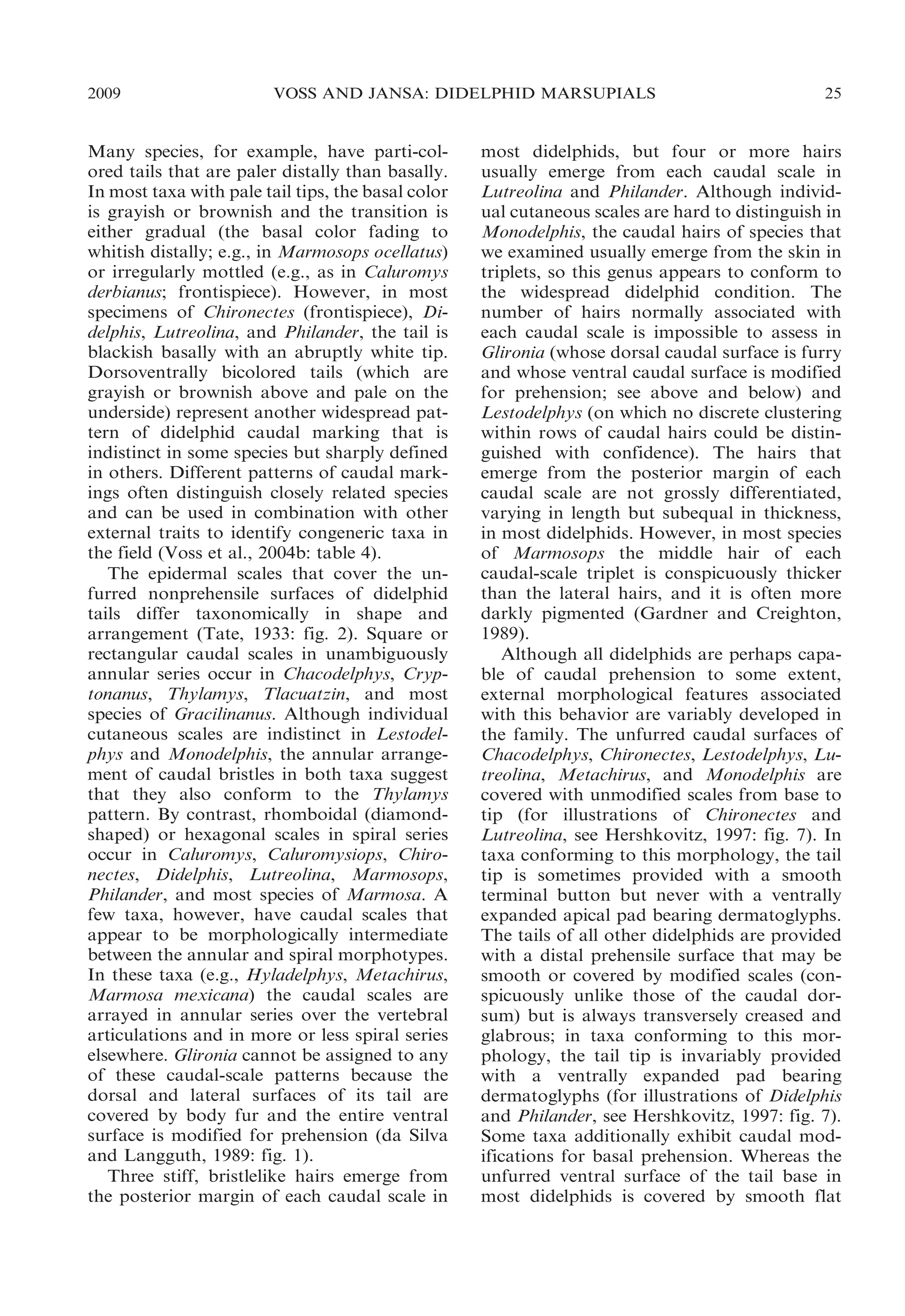 2009

VOSS AND JANSA: DIDELPHID MARSUPIALS

Many species, for example, have parti-colored tails that are paler distally than basally.
In most taxa with pale tail tips, the basal color
is grayish or brownish and the transition is
either gradual (the basal color fading to
whitish distally; e.g., in Marmosops ocellatus)
or irregularly mottled (e.g., as in Caluromys
derbianus; frontispiece). However, in most
specimens of Chironectes (frontispiece), Didelphis, Lutreolina, and Philander, the tail is
blackish basally with an abruptly white tip.
Dorsoventrally bicolored tails (which are
grayish or brownish above and pale on the
underside) represent another widespread pattern of didelphid caudal marking that is
indistinct in some species but sharply defined
in others. Different patterns of caudal markings often distinguish closely related species
and can be used in combination with other
external traits to identify congeneric taxa in
the field (Voss et al., 2004b: table 4).
The epidermal scales that cover the unfurred nonprehensile surfaces of didelphid
tails differ taxonomically in shape and
arrangement (Tate, 1933: fig. 2). Square or
rectangular caudal scales in unambiguously
annular series occur in Chacodelphys, Cryptonanus, Thylamys, Tlacuatzin, and most
species of Gracilinanus. Although individual
cutaneous scales are indistinct in Lestodelphys and Monodelphis, the annular arrangement of caudal bristles in both taxa suggest
that they also conform to the Thylamys
pattern. By contrast, rhomboidal (diamondshaped) or hexagonal scales in spiral series
occur in Caluromys, Caluromysiops, Chironectes, Didelphis, Lutreolina, Marmosops,
Philander, and most species of Marmosa. A
few taxa, however, have caudal scales that
appear to be morphologically intermediate
between the annular and spiral morphotypes.
In these taxa (e.g., Hyladelphys, Metachirus,
Marmosa mexicana) the caudal scales are
arrayed in annular series over the vertebral
articulations and in more or less spiral series
elsewhere. Glironia cannot be assigned to any
of these caudal-scale patterns because the
dorsal and lateral surfaces of its tail are
covered by body fur and the entire ventral
surface is modified for prehension (da Silva
and Langguth, 1989: fig. 1).
Three stiff, bristlelike hairs emerge from
the posterior margin of each caudal scale in

25

most didelphids, but four or more hairs
usually emerge from each caudal scale in
Lutreolina and Philander. Although individual cutaneous scales are hard to distinguish in
Monodelphis, the caudal hairs of species that
we examined usually emerge from the skin in
triplets, so this genus appears to conform to
the widespread didelphid condition. The
number of hairs normally associated with
each caudal scale is impossible to assess in
Glironia (whose dorsal caudal surface is furry
and whose ventral caudal surface is modified
for prehension; see above and below) and
Lestodelphys (on which no discrete clustering
within rows of caudal hairs could be distinguished with confidence). The hairs that
emerge from the posterior margin of each
caudal scale are not grossly differentiated,
varying in length but subequal in thickness,
in most didelphids. However, in most species
of Marmosops the middle hair of each
caudal-scale triplet is conspicuously thicker
than the lateral hairs, and it is often more
darkly pigmented (Gardner and Creighton,
1989).
Although all didelphids are perhaps capable of caudal prehension to some extent,
external morphological features associated
with this behavior are variably developed in
the family. The unfurred caudal surfaces of
Chacodelphys, Chironectes, Lestodelphys, Lutreolina, Metachirus, and Monodelphis are
covered with unmodified scales from base to
tip (for illustrations of Chironectes and
Lutreolina, see Hershkovitz, 1997: fig. 7). In
taxa conforming to this morphology, the tail
tip is sometimes provided with a smooth
terminal button but never with a ventrally
expanded apical pad bearing dermatoglyphs.
The tails of all other didelphids are provided
with a distal prehensile surface that may be
smooth or covered by modified scales (conspicuously unlike those of the caudal dorsum) but is always transversely creased and
glabrous; in taxa conforming to this morphology, the tail tip is invariably provided
with a ventrally expanded pad bearing
dermatoglyphs (for illustrations of Didelphis
and Philander, see Hershkovitz, 1997: fig. 7).
Some taxa additionally exhibit caudal modifications for basal prehension. Whereas the
unfurred ventral surface of the tail base in
most didelphids is covered by smooth flat

 