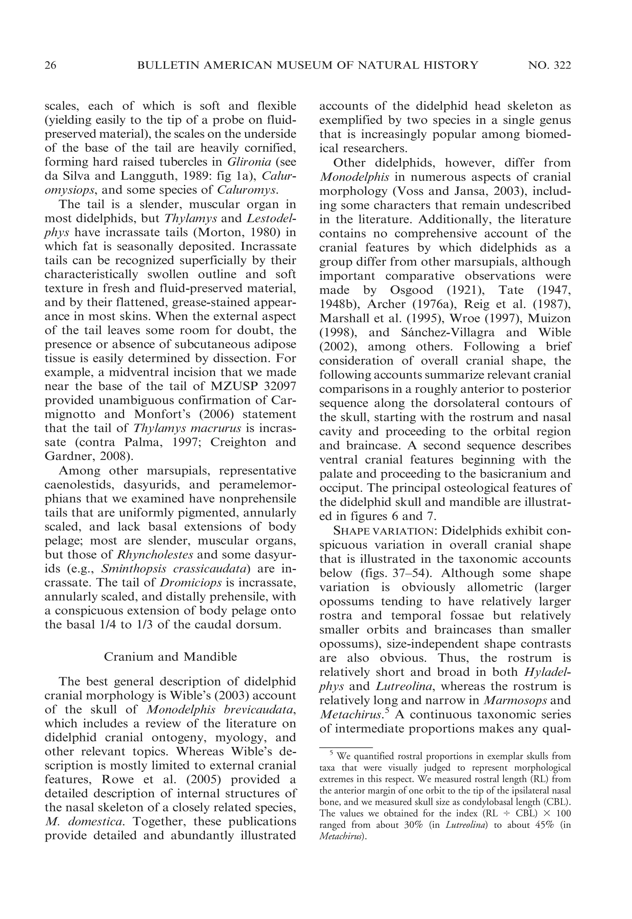 26

BULLETIN AMERICAN MUSEUM OF NATURAL HISTORY

scales, each of which is soft and flexible
(yielding easily to the tip of a probe on fluidpreserved material), the scales on the underside
of the base of the tail are heavily cornified,
forming hard raised tubercles in Glironia (see
da Silva and Langguth, 1989: fig 1a), Caluromysiops, and some species of Caluromys.
The tail is a slender, muscular organ in
most didelphids, but Thylamys and Lestodelphys have incrassate tails (Morton, 1980) in
which fat is seasonally deposited. Incrassate
tails can be recognized superficially by their
characteristically swollen outline and soft
texture in fresh and fluid-preserved material,
and by their flattened, grease-stained appearance in most skins. When the external aspect
of the tail leaves some room for doubt, the
presence or absence of subcutaneous adipose
tissue is easily determined by dissection. For
example, a midventral incision that we made
near the base of the tail of MZUSP 32097
provided unambiguous confirmation of Carmignotto and Monfort’s (2006) statement
that the tail of Thylamys macrurus is incrassate (contra Palma, 1997; Creighton and
Gardner, 2008).
Among other marsupials, representative
caenolestids, dasyurids, and peramelemorphians that we examined have nonprehensile
tails that are uniformly pigmented, annularly
scaled, and lack basal extensions of body
pelage; most are slender, muscular organs,
but those of Rhyncholestes and some dasyurids (e.g., Sminthopsis crassicaudata) are incrassate. The tail of Dromiciops is incrassate,
annularly scaled, and distally prehensile, with
a conspicuous extension of body pelage onto
the basal 1/4 to 1/3 of the caudal dorsum.
Cranium and Mandible
The best general description of didelphid
cranial morphology is Wible’s (2003) account
of the skull of Monodelphis brevicaudata,
which includes a review of the literature on
didelphid cranial ontogeny, myology, and
other relevant topics. Whereas Wible’s description is mostly limited to external cranial
features, Rowe et al. (2005) provided a
detailed description of internal structures of
the nasal skeleton of a closely related species,
M. domestica. Together, these publications
provide detailed and abundantly illustrated

NO. 322

accounts of the didelphid head skeleton as
exemplified by two species in a single genus
that is increasingly popular among biomedical researchers.
Other didelphids, however, differ from
Monodelphis in numerous aspects of cranial
morphology (Voss and Jansa, 2003), including some characters that remain undescribed
in the literature. Additionally, the literature
contains no comprehensive account of the
cranial features by which didelphids as a
group differ from other marsupials, although
important comparative observations were
made by Osgood (1921), Tate (1947,
1948b), Archer (1976a), Reig et al. (1987),
Marshall et al. (1995), Wroe (1997), Muizon
(1998), and Sanchez-Villagra and Wible
´
(2002), among others. Following a brief
consideration of overall cranial shape, the
following accounts summarize relevant cranial
comparisons in a roughly anterior to posterior
sequence along the dorsolateral contours of
the skull, starting with the rostrum and nasal
cavity and proceeding to the orbital region
and braincase. A second sequence describes
ventral cranial features beginning with the
palate and proceeding to the basicranium and
occiput. The principal osteological features of
the didelphid skull and mandible are illustrated in figures 6 and 7.
SHAPE VARIATION: Didelphids exhibit conspicuous variation in overall cranial shape
that is illustrated in the taxonomic accounts
below (figs. 37–54). Although some shape
variation is obviously allometric (larger
opossums tending to have relatively larger
rostra and temporal fossae but relatively
smaller orbits and braincases than smaller
opossums), size-independent shape contrasts
are also obvious. Thus, the rostrum is
relatively short and broad in both Hyladelphys and Lutreolina, whereas the rostrum is
relatively long and narrow in Marmosops and
Metachirus.5 A continuous taxonomic series
of intermediate proportions makes any qual5
We quantified rostral proportions in exemplar skulls from
taxa that were visually judged to represent morphological
extremes in this respect. We measured rostral length (RL) from
the anterior margin of one orbit to the tip of the ipsilateral nasal
bone, and we measured skull size as condylobasal length (CBL).
The values we obtained for the index (RL 4 CBL) 3 100
ranged from about 30% (in Lutreolina) to about 45% (in
Metachirus).

 