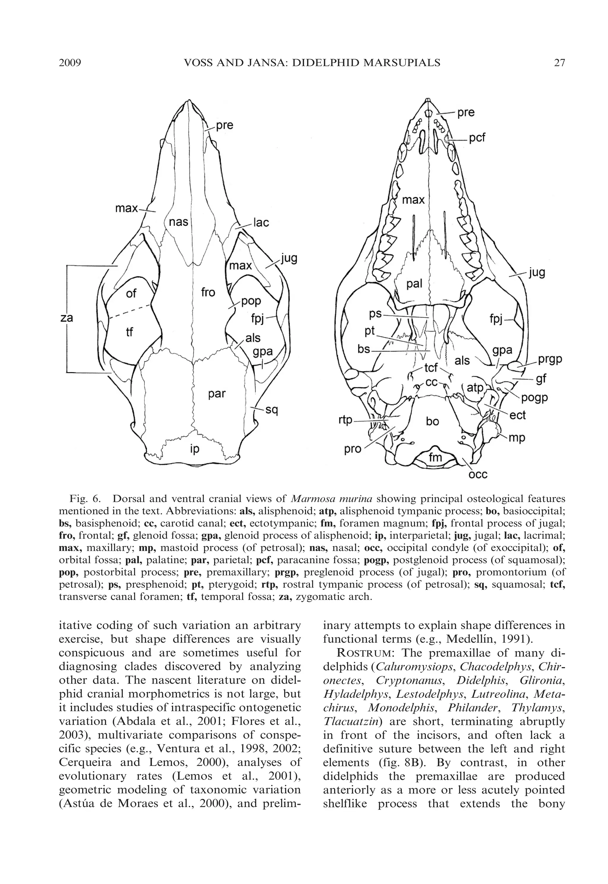 2009

VOSS AND JANSA: DIDELPHID MARSUPIALS

27

Fig. 6. Dorsal and ventral cranial views of Marmosa murina showing principal osteological features
mentioned in the text. Abbreviations: als, alisphenoid; atp, alisphenoid tympanic process; bo, basioccipital;
bs, basisphenoid; cc, carotid canal; ect, ectotympanic; fm, foramen magnum; fpj, frontal process of jugal;
fro, frontal; gf, glenoid fossa; gpa, glenoid process of alisphenoid; ip, interparietal; jug, jugal; lac, lacrimal;
max, maxillary; mp, mastoid process (of petrosal); nas, nasal; occ, occipital condyle (of exoccipital); of,
orbital fossa; pal, palatine; par, parietal; pcf, paracanine fossa; pogp, postglenoid process (of squamosal);
pop, postorbital process; pre, premaxillary; prgp, preglenoid process (of jugal); pro, promontorium (of
petrosal); ps, presphenoid; pt, pterygoid; rtp, rostral tympanic process (of petrosal); sq, squamosal; tcf,
transverse canal foramen; tf, temporal fossa; za, zygomatic arch.

itative coding of such variation an arbitrary
exercise, but shape differences are visually
conspicuous and are sometimes useful for
diagnosing clades discovered by analyzing
other data. The nascent literature on didelphid cranial morphometrics is not large, but
it includes studies of intraspecific ontogenetic
variation (Abdala et al., 2001; Flores et al.,
2003), multivariate comparisons of conspecific species (e.g., Ventura et al., 1998, 2002;
Cerqueira and Lemos, 2000), analyses of
evolutionary rates (Lemos et al., 2001),
geometric modeling of taxonomic variation
(Astua de Moraes et al., 2000), and prelim´

inary attempts to explain shape differences in
´
functional terms (e.g., Medellın, 1991).
ROSTRUM: The premaxillae of many didelphids (Caluromysiops, Chacodelphys, Chironectes, Cryptonanus, Didelphis, Glironia,
Hyladelphys, Lestodelphys, Lutreolina, Metachirus, Monodelphis, Philander, Thylamys,
Tlacuatzin) are short, terminating abruptly
in front of the incisors, and often lack a
definitive suture between the left and right
elements (fig. 8B). By contrast, in other
didelphids the premaxillae are produced
anteriorly as a more or less acutely pointed
shelflike process that extends the bony

 