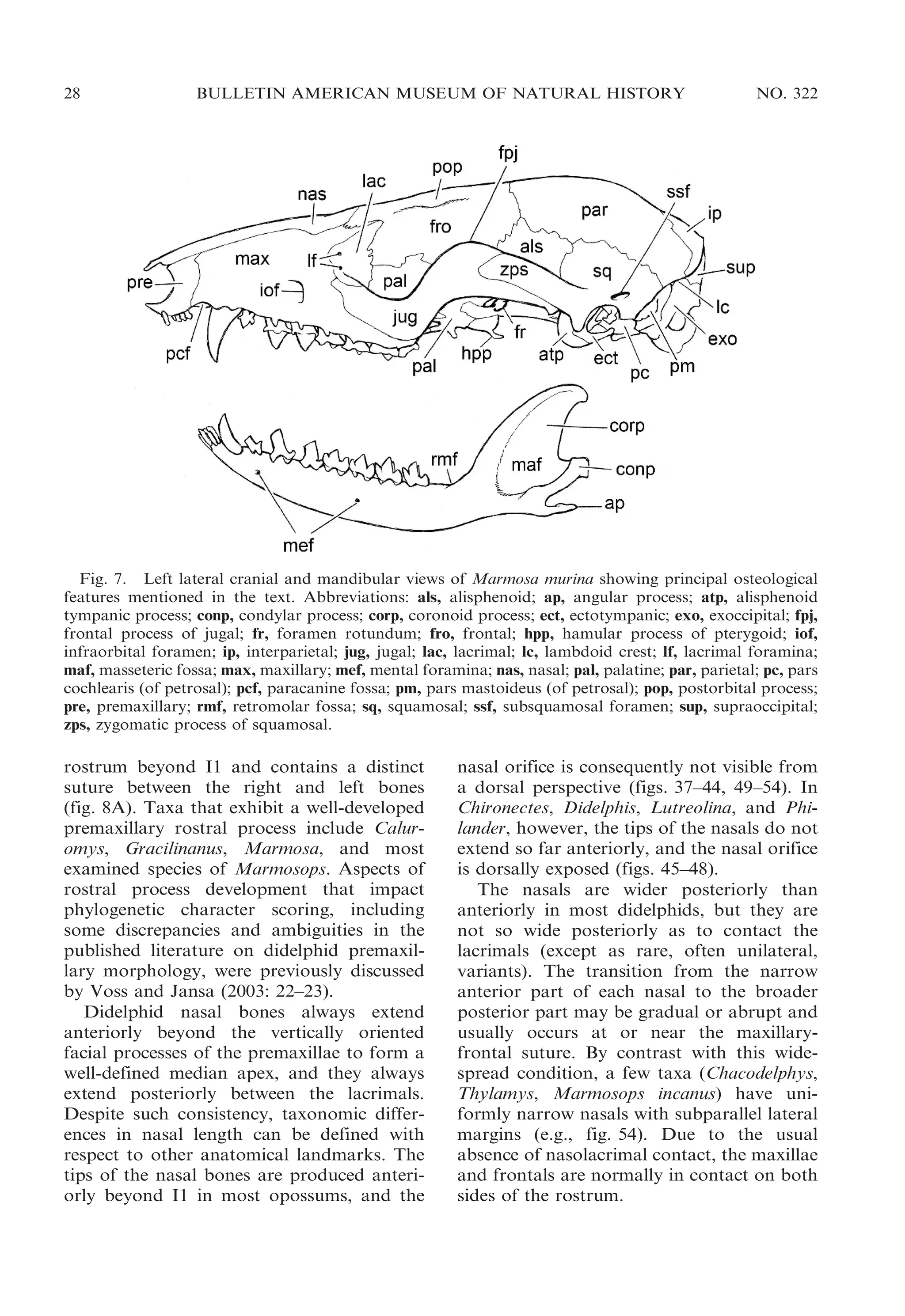 28

BULLETIN AMERICAN MUSEUM OF NATURAL HISTORY

NO. 322

Fig. 7. Left lateral cranial and mandibular views of Marmosa murina showing principal osteological
features mentioned in the text. Abbreviations: als, alisphenoid; ap, angular process; atp, alisphenoid
tympanic process; conp, condylar process; corp, coronoid process; ect, ectotympanic; exo, exoccipital; fpj,
frontal process of jugal; fr, foramen rotundum; fro, frontal; hpp, hamular process of pterygoid; iof,
infraorbital foramen; ip, interparietal; jug, jugal; lac, lacrimal; lc, lambdoid crest; lf, lacrimal foramina;
maf, masseteric fossa; max, maxillary; mef, mental foramina; nas, nasal; pal, palatine; par, parietal; pc, pars
cochlearis (of petrosal); pcf, paracanine fossa; pm, pars mastoideus (of petrosal); pop, postorbital process;
pre, premaxillary; rmf, retromolar fossa; sq, squamosal; ssf, subsquamosal foramen; sup, supraoccipital;
zps, zygomatic process of squamosal.

rostrum beyond I1 and contains a distinct
suture between the right and left bones
(fig. 8A). Taxa that exhibit a well-developed
premaxillary rostral process include Caluromys, Gracilinanus, Marmosa, and most
examined species of Marmosops. Aspects of
rostral process development that impact
phylogenetic character scoring, including
some discrepancies and ambiguities in the
published literature on didelphid premaxillary morphology, were previously discussed
by Voss and Jansa (2003: 22–23).
Didelphid nasal bones always extend
anteriorly beyond the vertically oriented
facial processes of the premaxillae to form a
well-defined median apex, and they always
extend posteriorly between the lacrimals.
Despite such consistency, taxonomic differences in nasal length can be defined with
respect to other anatomical landmarks. The
tips of the nasal bones are produced anteriorly beyond I1 in most opossums, and the

nasal orifice is consequently not visible from
a dorsal perspective (figs. 37–44, 49–54). In
Chironectes, Didelphis, Lutreolina, and Philander, however, the tips of the nasals do not
extend so far anteriorly, and the nasal orifice
is dorsally exposed (figs. 45–48).
The nasals are wider posteriorly than
anteriorly in most didelphids, but they are
not so wide posteriorly as to contact the
lacrimals (except as rare, often unilateral,
variants). The transition from the narrow
anterior part of each nasal to the broader
posterior part may be gradual or abrupt and
usually occurs at or near the maxillaryfrontal suture. By contrast with this widespread condition, a few taxa (Chacodelphys,
Thylamys, Marmosops incanus) have uniformly narrow nasals with subparallel lateral
margins (e.g., fig. 54). Due to the usual
absence of nasolacrimal contact, the maxillae
and frontals are normally in contact on both
sides of the rostrum.

 