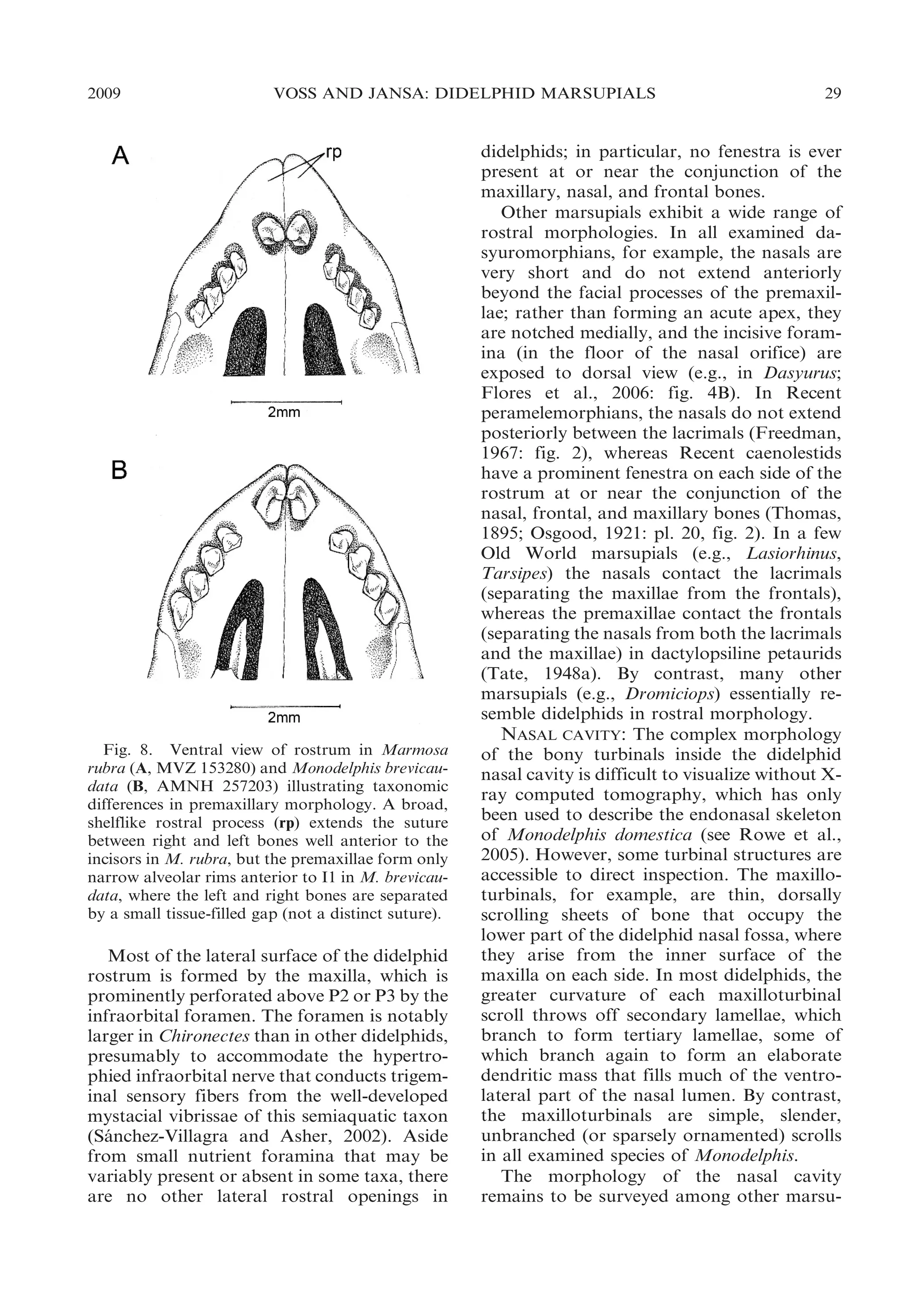 2009

VOSS AND JANSA: DIDELPHID MARSUPIALS

Fig. 8. Ventral view of rostrum in Marmosa
rubra (A, MVZ 153280) and Monodelphis brevicaudata (B, AMNH 257203) illustrating taxonomic
differences in premaxillary morphology. A broad,
shelflike rostral process (rp) extends the suture
between right and left bones well anterior to the
incisors in M. rubra, but the premaxillae form only
narrow alveolar rims anterior to I1 in M. brevicaudata, where the left and right bones are separated
by a small tissue-filled gap (not a distinct suture).

Most of the lateral surface of the didelphid
rostrum is formed by the maxilla, which is
prominently perforated above P2 or P3 by the
infraorbital foramen. The foramen is notably
larger in Chironectes than in other didelphids,
presumably to accommodate the hypertrophied infraorbital nerve that conducts trigeminal sensory fibers from the well-developed
mystacial vibrissae of this semiaquatic taxon
(Sanchez-Villagra and Asher, 2002). Aside
´
from small nutrient foramina that may be
variably present or absent in some taxa, there
are no other lateral rostral openings in

29

didelphids; in particular, no fenestra is ever
present at or near the conjunction of the
maxillary, nasal, and frontal bones.
Other marsupials exhibit a wide range of
rostral morphologies. In all examined dasyuromorphians, for example, the nasals are
very short and do not extend anteriorly
beyond the facial processes of the premaxillae; rather than forming an acute apex, they
are notched medially, and the incisive foramina (in the floor of the nasal orifice) are
exposed to dorsal view (e.g., in Dasyurus;
Flores et al., 2006: fig. 4B). In Recent
peramelemorphians, the nasals do not extend
posteriorly between the lacrimals (Freedman,
1967: fig. 2), whereas Recent caenolestids
have a prominent fenestra on each side of the
rostrum at or near the conjunction of the
nasal, frontal, and maxillary bones (Thomas,
1895; Osgood, 1921: pl. 20, fig. 2). In a few
Old World marsupials (e.g., Lasiorhinus,
Tarsipes) the nasals contact the lacrimals
(separating the maxillae from the frontals),
whereas the premaxillae contact the frontals
(separating the nasals from both the lacrimals
and the maxillae) in dactylopsiline petaurids
(Tate, 1948a). By contrast, many other
marsupials (e.g., Dromiciops) essentially resemble didelphids in rostral morphology.
NASAL CAVITY: The complex morphology
of the bony turbinals inside the didelphid
nasal cavity is difficult to visualize without Xray computed tomography, which has only
been used to describe the endonasal skeleton
of Monodelphis domestica (see Rowe et al.,
2005). However, some turbinal structures are
accessible to direct inspection. The maxilloturbinals, for example, are thin, dorsally
scrolling sheets of bone that occupy the
lower part of the didelphid nasal fossa, where
they arise from the inner surface of the
maxilla on each side. In most didelphids, the
greater curvature of each maxilloturbinal
scroll throws off secondary lamellae, which
branch to form tertiary lamellae, some of
which branch again to form an elaborate
dendritic mass that fills much of the ventrolateral part of the nasal lumen. By contrast,
the maxilloturbinals are simple, slender,
unbranched (or sparsely ornamented) scrolls
in all examined species of Monodelphis.
The morphology of the nasal cavity
remains to be surveyed among other marsu-

 