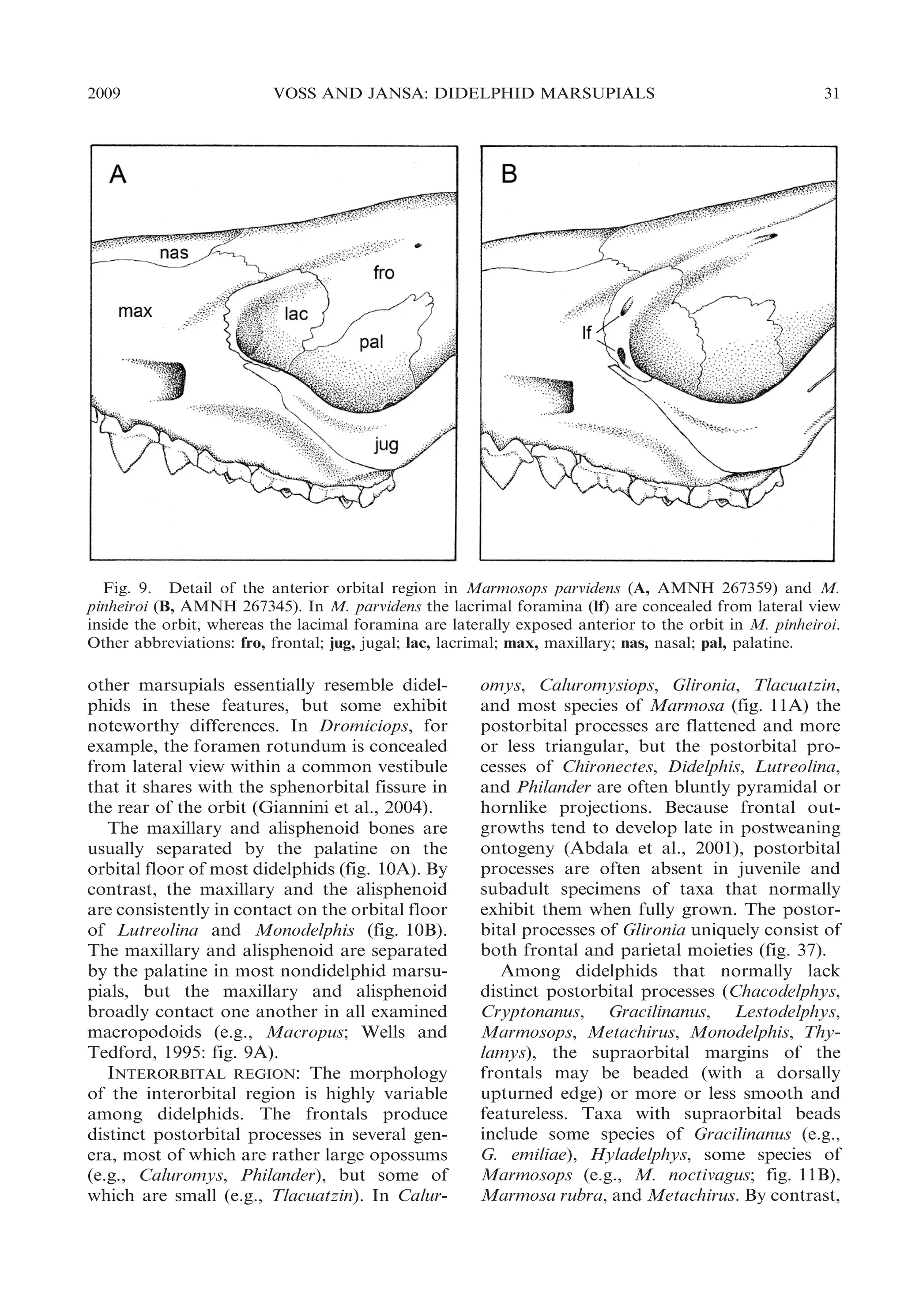 2009

VOSS AND JANSA: DIDELPHID MARSUPIALS

31

Fig. 9. Detail of the anterior orbital region in Marmosops parvidens (A, AMNH 267359) and M.
pinheiroi (B, AMNH 267345). In M. parvidens the lacrimal foramina (lf) are concealed from lateral view
inside the orbit, whereas the lacimal foramina are laterally exposed anterior to the orbit in M. pinheiroi.
Other abbreviations: fro, frontal; jug, jugal; lac, lacrimal; max, maxillary; nas, nasal; pal, palatine.

other marsupials essentially resemble didelphids in these features, but some exhibit
noteworthy differences. In Dromiciops, for
example, the foramen rotundum is concealed
from lateral view within a common vestibule
that it shares with the sphenorbital fissure in
the rear of the orbit (Giannini et al., 2004).
The maxillary and alisphenoid bones are
usually separated by the palatine on the
orbital floor of most didelphids (fig. 10A). By
contrast, the maxillary and the alisphenoid
are consistently in contact on the orbital floor
of Lutreolina and Monodelphis (fig. 10B).
The maxillary and alisphenoid are separated
by the palatine in most nondidelphid marsupials, but the maxillary and alisphenoid
broadly contact one another in all examined
macropodoids (e.g., Macropus; Wells and
Tedford, 1995: fig. 9A).
INTERORBITAL REGION: The morphology
of the interorbital region is highly variable
among didelphids. The frontals produce
distinct postorbital processes in several genera, most of which are rather large opossums
(e.g., Caluromys, Philander), but some of
which are small (e.g., Tlacuatzin). In Calur-

omys, Caluromysiops, Glironia, Tlacuatzin,
and most species of Marmosa (fig. 11A) the
postorbital processes are flattened and more
or less triangular, but the postorbital processes of Chironectes, Didelphis, Lutreolina,
and Philander are often bluntly pyramidal or
hornlike projections. Because frontal outgrowths tend to develop late in postweaning
ontogeny (Abdala et al., 2001), postorbital
processes are often absent in juvenile and
subadult specimens of taxa that normally
exhibit them when fully grown. The postorbital processes of Glironia uniquely consist of
both frontal and parietal moieties (fig. 37).
Among didelphids that normally lack
distinct postorbital processes (Chacodelphys,
Cryptonanus, Gracilinanus, Lestodelphys,
Marmosops, Metachirus, Monodelphis, Thylamys), the supraorbital margins of the
frontals may be beaded (with a dorsally
upturned edge) or more or less smooth and
featureless. Taxa with supraorbital beads
include some species of Gracilinanus (e.g.,
G. emiliae), Hyladelphys, some species of
Marmosops (e.g., M. noctivagus; fig. 11B),
Marmosa rubra, and Metachirus. By contrast,

 