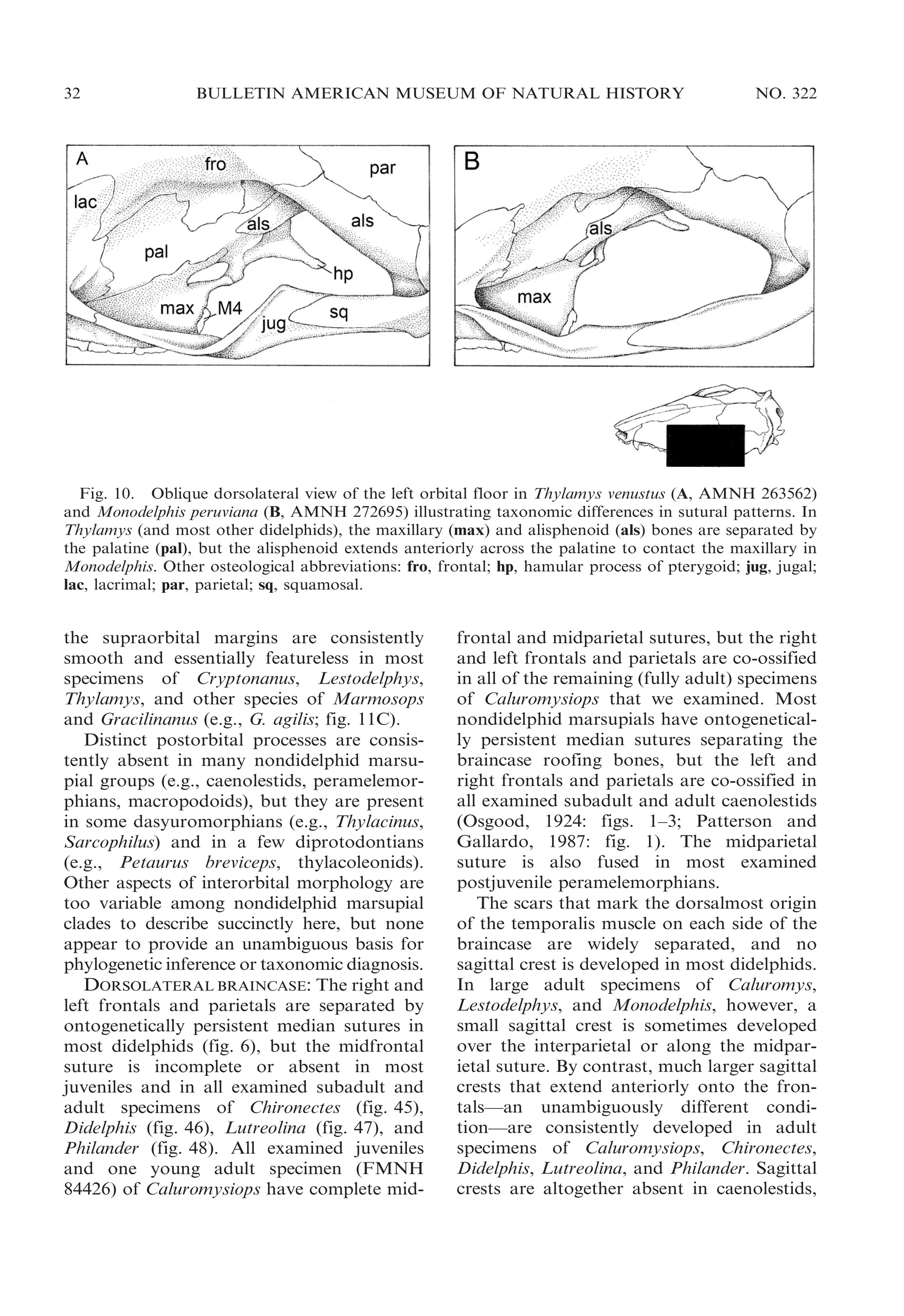 32

BULLETIN AMERICAN MUSEUM OF NATURAL HISTORY

NO. 322

Fig. 10. Oblique dorsolateral view of the left orbital floor in Thylamys venustus (A, AMNH 263562)
and Monodelphis peruviana (B, AMNH 272695) illustrating taxonomic differences in sutural patterns. In
Thylamys (and most other didelphids), the maxillary (max) and alisphenoid (als) bones are separated by
the palatine (pal), but the alisphenoid extends anteriorly across the palatine to contact the maxillary in
Monodelphis. Other osteological abbreviations: fro, frontal; hp, hamular process of pterygoid; jug, jugal;
lac, lacrimal; par, parietal; sq, squamosal.

the supraorbital margins are consistently
smooth and essentially featureless in most
specimens of Cryptonanus, Lestodelphys,
Thylamys, and other species of Marmosops
and Gracilinanus (e.g., G. agilis; fig. 11C).
Distinct postorbital processes are consistently absent in many nondidelphid marsupial groups (e.g., caenolestids, peramelemorphians, macropodoids), but they are present
in some dasyuromorphians (e.g., Thylacinus,
Sarcophilus) and in a few diprotodontians
(e.g., Petaurus breviceps, thylacoleonids).
Other aspects of interorbital morphology are
too variable among nondidelphid marsupial
clades to describe succinctly here, but none
appear to provide an unambiguous basis for
phylogenetic inference or taxonomic diagnosis.
DORSOLATERAL BRAINCASE: The right and
left frontals and parietals are separated by
ontogenetically persistent median sutures in
most didelphids (fig. 6), but the midfrontal
suture is incomplete or absent in most
juveniles and in all examined subadult and
adult specimens of Chironectes (fig. 45),
Didelphis (fig. 46), Lutreolina (fig. 47), and
Philander (fig. 48). All examined juveniles
and one young adult specimen (FMNH
84426) of Caluromysiops have complete mid-

frontal and midparietal sutures, but the right
and left frontals and parietals are co-ossified
in all of the remaining (fully adult) specimens
of Caluromysiops that we examined. Most
nondidelphid marsupials have ontogenetically persistent median sutures separating the
braincase roofing bones, but the left and
right frontals and parietals are co-ossified in
all examined subadult and adult caenolestids
(Osgood, 1924: figs. 1–3; Patterson and
Gallardo, 1987: fig. 1). The midparietal
suture is also fused in most examined
postjuvenile peramelemorphians.
The scars that mark the dorsalmost origin
of the temporalis muscle on each side of the
braincase are widely separated, and no
sagittal crest is developed in most didelphids.
In large adult specimens of Caluromys,
Lestodelphys, and Monodelphis, however, a
small sagittal crest is sometimes developed
over the interparietal or along the midparietal suture. By contrast, much larger sagittal
crests that extend anteriorly onto the frontals—an unambiguously different condition—are consistently developed in adult
specimens of Caluromysiops, Chironectes,
Didelphis, Lutreolina, and Philander. Sagittal
crests are altogether absent in caenolestids,

 