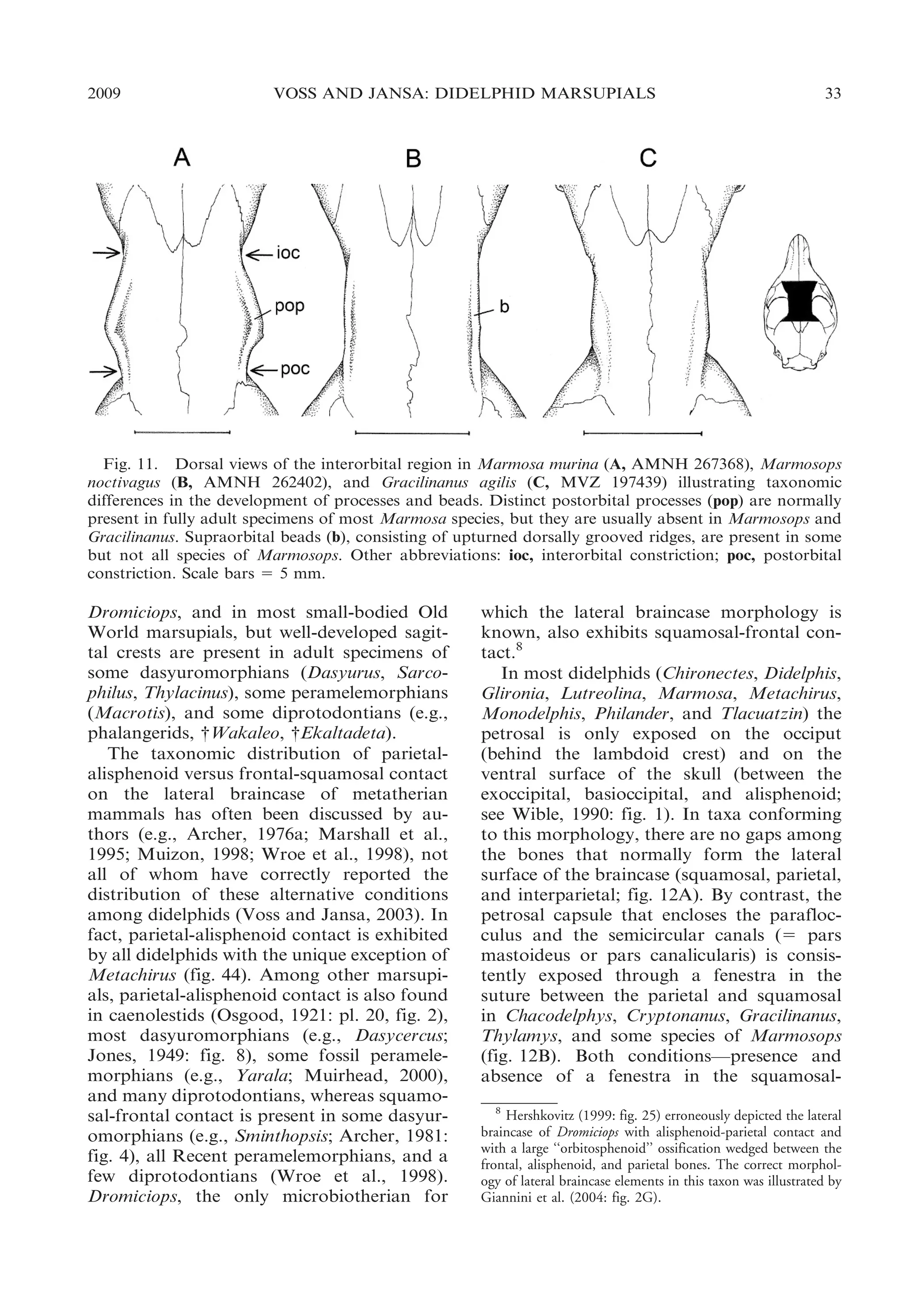 2009

VOSS AND JANSA: DIDELPHID MARSUPIALS

33

Fig. 11. Dorsal views of the interorbital region in Marmosa murina (A, AMNH 267368), Marmosops
noctivagus (B, AMNH 262402), and Gracilinanus agilis (C, MVZ 197439) illustrating taxonomic
differences in the development of processes and beads. Distinct postorbital processes (pop) are normally
present in fully adult specimens of most Marmosa species, but they are usually absent in Marmosops and
Gracilinanus. Supraorbital beads (b), consisting of upturned dorsally grooved ridges, are present in some
but not all species of Marmosops. Other abbreviations: ioc, interorbital constriction; poc, postorbital
constriction. Scale bars 5 5 mm.

Dromiciops, and in most small-bodied Old
World marsupials, but well-developed sagittal crests are present in adult specimens of
some dasyuromorphians (Dasyurus, Sarcophilus, Thylacinus), some peramelemorphians
(Macrotis), and some diprotodontians (e.g.,
phalangerids, {Wakaleo, {Ekaltadeta).
The taxonomic distribution of parietalalisphenoid versus frontal-squamosal contact
on the lateral braincase of metatherian
mammals has often been discussed by authors (e.g., Archer, 1976a; Marshall et al.,
1995; Muizon, 1998; Wroe et al., 1998), not
all of whom have correctly reported the
distribution of these alternative conditions
among didelphids (Voss and Jansa, 2003). In
fact, parietal-alisphenoid contact is exhibited
by all didelphids with the unique exception of
Metachirus (fig. 44). Among other marsupials, parietal-alisphenoid contact is also found
in caenolestids (Osgood, 1921: pl. 20, fig. 2),
most dasyuromorphians (e.g., Dasycercus;
Jones, 1949: fig. 8), some fossil peramelemorphians (e.g., Yarala; Muirhead, 2000),
and many diprotodontians, whereas squamosal-frontal contact is present in some dasyuromorphians (e.g., Sminthopsis; Archer, 1981:
fig. 4), all Recent peramelemorphians, and a
few diprotodontians (Wroe et al., 1998).
Dromiciops, the only microbiotherian for

which the lateral braincase morphology is
known, also exhibits squamosal-frontal contact.8
In most didelphids (Chironectes, Didelphis,
Glironia, Lutreolina, Marmosa, Metachirus,
Monodelphis, Philander, and Tlacuatzin) the
petrosal is only exposed on the occiput
(behind the lambdoid crest) and on the
ventral surface of the skull (between the
exoccipital, basioccipital, and alisphenoid;
see Wible, 1990: fig. 1). In taxa conforming
to this morphology, there are no gaps among
the bones that normally form the lateral
surface of the braincase (squamosal, parietal,
and interparietal; fig. 12A). By contrast, the
petrosal capsule that encloses the paraflocculus and the semicircular canals (5 pars
mastoideus or pars canalicularis) is consistently exposed through a fenestra in the
suture between the parietal and squamosal
in Chacodelphys, Cryptonanus, Gracilinanus,
Thylamys, and some species of Marmosops
(fig. 12B). Both conditions—presence and
absence of a fenestra in the squamosal8
Hershkovitz (1999: fig. 25) erroneously depicted the lateral
braincase of Dromiciops with alisphenoid-parietal contact and
with a large ‘‘orbitosphenoid’’ ossification wedged between the
frontal, alisphenoid, and parietal bones. The correct morphology of lateral braincase elements in this taxon was illustrated by
Giannini et al. (2004: fig. 2G).

 