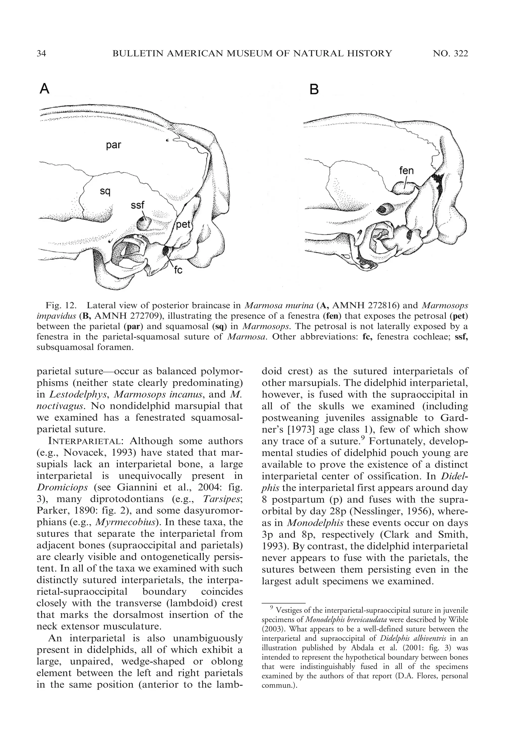 34

BULLETIN AMERICAN MUSEUM OF NATURAL HISTORY

NO. 322

Fig. 12. Lateral view of posterior braincase in Marmosa murina (A, AMNH 272816) and Marmosops
impavidus (B, AMNH 272709), illustrating the presence of a fenestra (fen) that exposes the petrosal (pet)
between the parietal (par) and squamosal (sq) in Marmosops. The petrosal is not laterally exposed by a
fenestra in the parietal-squamosal suture of Marmosa. Other abbreviations: fc, fenestra cochleae; ssf,
subsquamosal foramen.

parietal suture—occur as balanced polymorphisms (neither state clearly predominating)
in Lestodelphys, Marmosops incanus, and M.
noctivagus. No nondidelphid marsupial that
we examined has a fenestrated squamosalparietal suture.
INTERPARIETAL: Although some authors
(e.g., Novacek, 1993) have stated that marsupials lack an interparietal bone, a large
interparietal is unequivocally present in
Dromiciops (see Giannini et al., 2004: fig.
3), many diprotodontians (e.g., Tarsipes;
Parker, 1890: fig. 2), and some dasyuromorphians (e.g., Myrmecobius). In these taxa, the
sutures that separate the interparietal from
adjacent bones (supraoccipital and parietals)
are clearly visible and ontogenetically persistent. In all of the taxa we examined with such
distinctly sutured interparietals, the interparietal-supraoccipital boundary coincides
closely with the transverse (lambdoid) crest
that marks the dorsalmost insertion of the
neck extensor musculature.
An interparietal is also unambiguously
present in didelphids, all of which exhibit a
large, unpaired, wedge-shaped or oblong
element between the left and right parietals
in the same position (anterior to the lamb-

doid crest) as the sutured interparietals of
other marsupials. The didelphid interparietal,
however, is fused with the supraoccipital in
all of the skulls we examined (including
postweaning juveniles assignable to Gardner’s [1973] age class 1), few of which show
any trace of a suture.9 Fortunately, developmental studies of didelphid pouch young are
available to prove the existence of a distinct
interparietal center of ossification. In Didelphis the interparietal first appears around day
8 postpartum (p) and fuses with the supraorbital by day 28p (Nesslinger, 1956), whereas in Monodelphis these events occur on days
3p and 8p, respectively (Clark and Smith,
1993). By contrast, the didelphid interparietal
never appears to fuse with the parietals, the
sutures between them persisting even in the
largest adult specimens we examined.
9
Vestiges of the interparietal-supraoccipital suture in juvenile
specimens of Monodelphis brevicaudata were described by Wible
(2003). What appears to be a well-defined suture between the
interparietal and supraoccipital of Didelphis albiventris in an
illustration published by Abdala et al. (2001: fig. 3) was
intended to represent the hypothetical boundary between bones
that were indistinguishably fused in all of the specimens
examined by the authors of that report (D.A. Flores, personal
commun.).

 