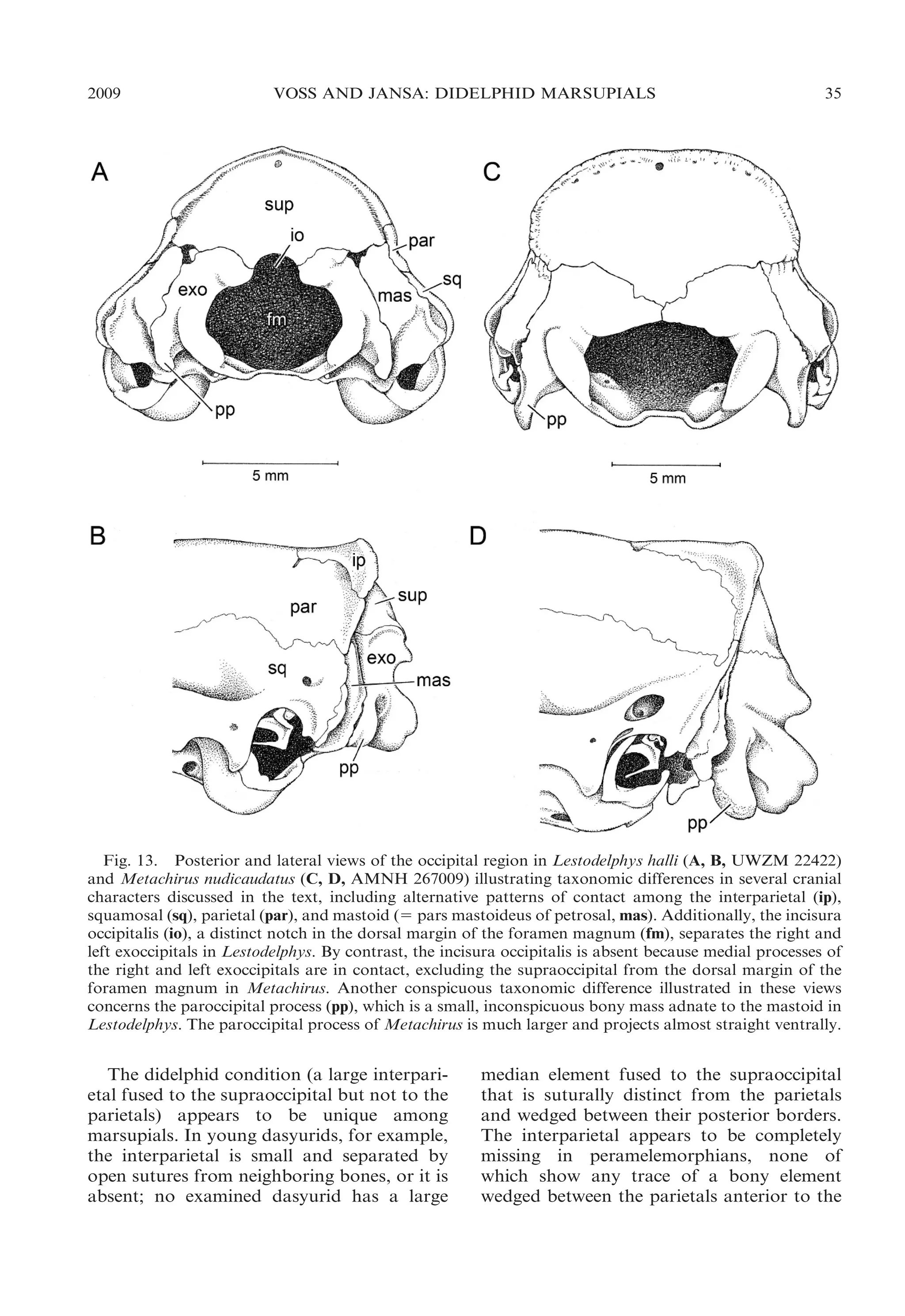 2009

VOSS AND JANSA: DIDELPHID MARSUPIALS

35

Fig. 13. Posterior and lateral views of the occipital region in Lestodelphys halli (A, B, UWZM 22422)
and Metachirus nudicaudatus (C, D, AMNH 267009) illustrating taxonomic differences in several cranial
characters discussed in the text, including alternative patterns of contact among the interparietal (ip),
squamosal (sq), parietal (par), and mastoid (5 pars mastoideus of petrosal, mas). Additionally, the incisura
occipitalis (io), a distinct notch in the dorsal margin of the foramen magnum (fm), separates the right and
left exoccipitals in Lestodelphys. By contrast, the incisura occipitalis is absent because medial processes of
the right and left exoccipitals are in contact, excluding the supraoccipital from the dorsal margin of the
foramen magnum in Metachirus. Another conspicuous taxonomic difference illustrated in these views
concerns the paroccipital process (pp), which is a small, inconspicuous bony mass adnate to the mastoid in
Lestodelphys. The paroccipital process of Metachirus is much larger and projects almost straight ventrally.

The didelphid condition (a large interparietal fused to the supraoccipital but not to the
parietals) appears to be unique among
marsupials. In young dasyurids, for example,
the interparietal is small and separated by
open sutures from neighboring bones, or it is
absent; no examined dasyurid has a large

median element fused to the supraoccipital
that is suturally distinct from the parietals
and wedged between their posterior borders.
The interparietal appears to be completely
missing in peramelemorphians, none of
which show any trace of a bony element
wedged between the parietals anterior to the

 