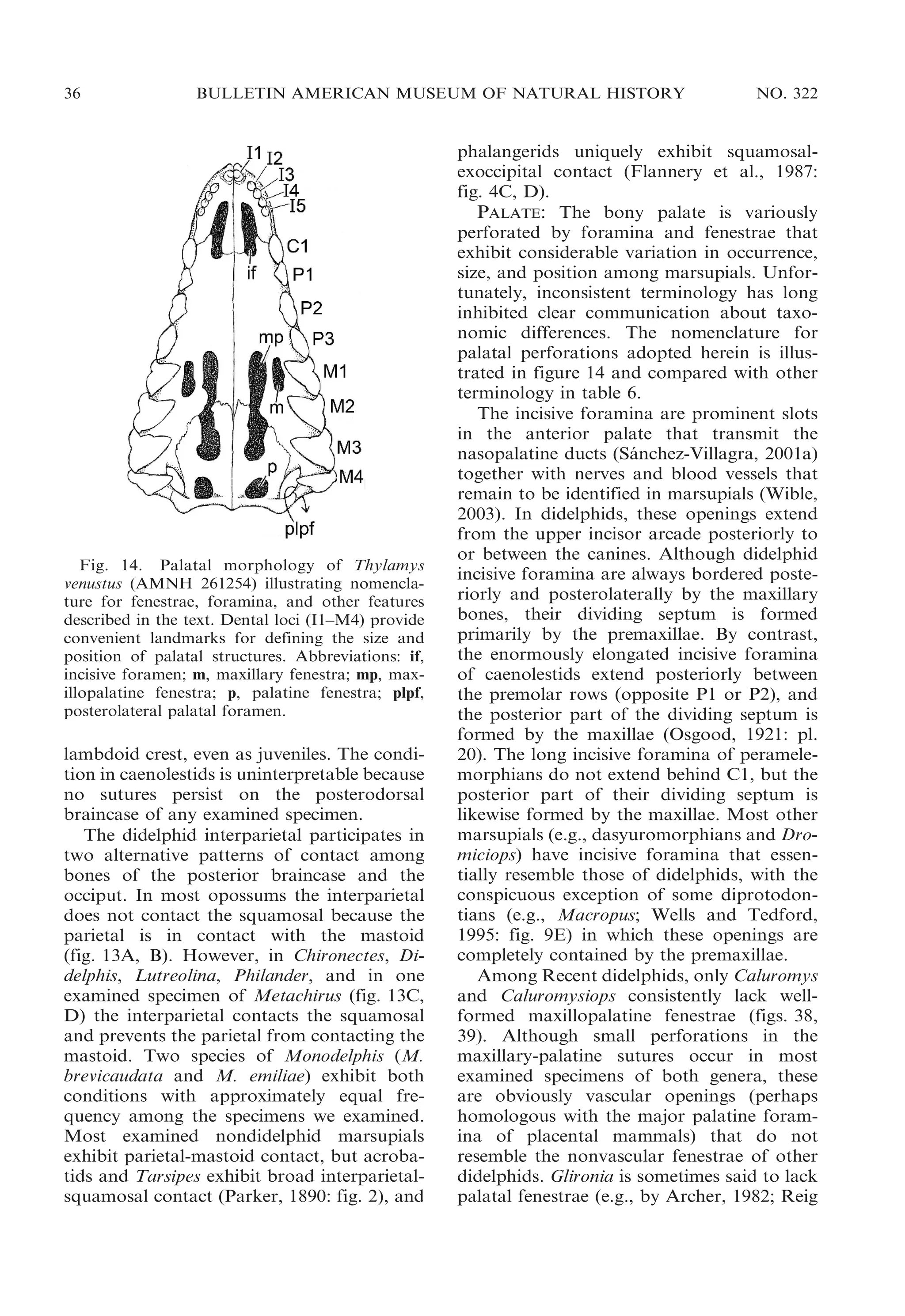 36

BULLETIN AMERICAN MUSEUM OF NATURAL HISTORY

Fig. 14. Palatal morphology of Thylamys
venustus (AMNH 261254) illustrating nomenclature for fenestrae, foramina, and other features
described in the text. Dental loci (I1–M4) provide
convenient landmarks for defining the size and
position of palatal structures. Abbreviations: if,
incisive foramen; m, maxillary fenestra; mp, maxillopalatine fenestra; p, palatine fenestra; plpf,
posterolateral palatal foramen.

lambdoid crest, even as juveniles. The condition in caenolestids is uninterpretable because
no sutures persist on the posterodorsal
braincase of any examined specimen.
The didelphid interparietal participates in
two alternative patterns of contact among
bones of the posterior braincase and the
occiput. In most opossums the interparietal
does not contact the squamosal because the
parietal is in contact with the mastoid
(fig. 13A, B). However, in Chironectes, Didelphis, Lutreolina, Philander, and in one
examined specimen of Metachirus (fig. 13C,
D) the interparietal contacts the squamosal
and prevents the parietal from contacting the
mastoid. Two species of Monodelphis (M.
brevicaudata and M. emiliae) exhibit both
conditions with approximately equal frequency among the specimens we examined.
Most examined nondidelphid marsupials
exhibit parietal-mastoid contact, but acrobatids and Tarsipes exhibit broad interparietalsquamosal contact (Parker, 1890: fig. 2), and

NO. 322

phalangerids uniquely exhibit squamosalexoccipital contact (Flannery et al., 1987:
fig. 4C, D).
PALATE: The bony palate is variously
perforated by foramina and fenestrae that
exhibit considerable variation in occurrence,
size, and position among marsupials. Unfortunately, inconsistent terminology has long
inhibited clear communication about taxonomic differences. The nomenclature for
palatal perforations adopted herein is illustrated in figure 14 and compared with other
terminology in table 6.
The incisive foramina are prominent slots
in the anterior palate that transmit the
nasopalatine ducts (Sanchez-Villagra, 2001a)
´
together with nerves and blood vessels that
remain to be identified in marsupials (Wible,
2003). In didelphids, these openings extend
from the upper incisor arcade posteriorly to
or between the canines. Although didelphid
incisive foramina are always bordered posteriorly and posterolaterally by the maxillary
bones, their dividing septum is formed
primarily by the premaxillae. By contrast,
the enormously elongated incisive foramina
of caenolestids extend posteriorly between
the premolar rows (opposite P1 or P2), and
the posterior part of the dividing septum is
formed by the maxillae (Osgood, 1921: pl.
20). The long incisive foramina of peramelemorphians do not extend behind C1, but the
posterior part of their dividing septum is
likewise formed by the maxillae. Most other
marsupials (e.g., dasyuromorphians and Dromiciops) have incisive foramina that essentially resemble those of didelphids, with the
conspicuous exception of some diprotodontians (e.g., Macropus; Wells and Tedford,
1995: fig. 9E) in which these openings are
completely contained by the premaxillae.
Among Recent didelphids, only Caluromys
and Caluromysiops consistently lack wellformed maxillopalatine fenestrae (figs. 38,
39). Although small perforations in the
maxillary-palatine sutures occur in most
examined specimens of both genera, these
are obviously vascular openings (perhaps
homologous with the major palatine foramina of placental mammals) that do not
resemble the nonvascular fenestrae of other
didelphids. Glironia is sometimes said to lack
palatal fenestrae (e.g., by Archer, 1982; Reig

 