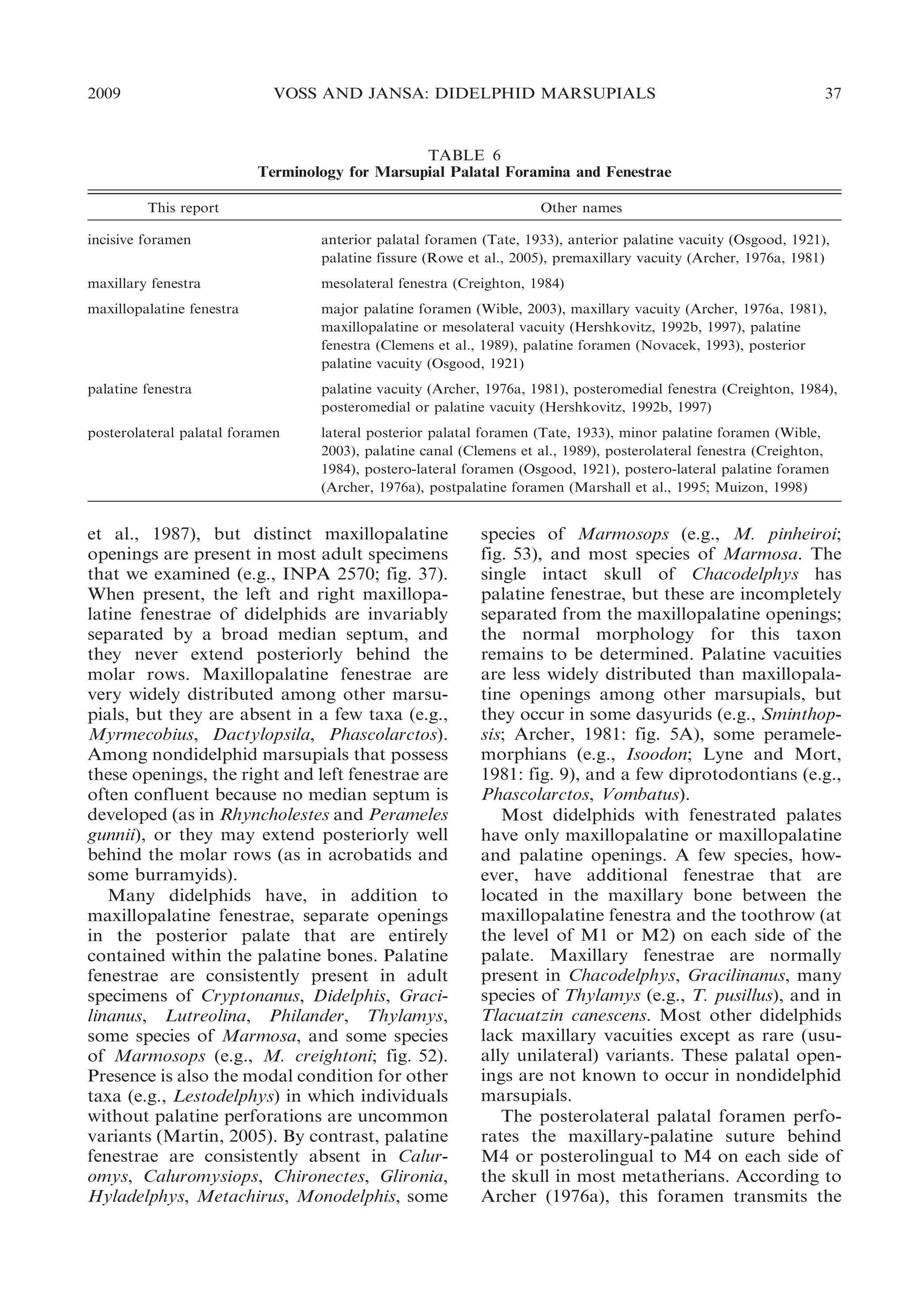 2009

VOSS AND JANSA: DIDELPHID MARSUPIALS

37

TABLE 6
Terminology for Marsupial Palatal Foramina and Fenestrae
This report
incisive foramen

Other names
anterior palatal foramen (Tate, 1933), anterior palatine vacuity (Osgood, 1921),
palatine fissure (Rowe et al., 2005), premaxillary vacuity (Archer, 1976a, 1981)

maxillary fenestra

mesolateral fenestra (Creighton, 1984)

maxillopalatine fenestra

major palatine foramen (Wible, 2003), maxillary vacuity (Archer, 1976a, 1981),
maxillopalatine or mesolateral vacuity (Hershkovitz, 1992b, 1997), palatine
fenestra (Clemens et al., 1989), palatine foramen (Novacek, 1993), posterior
palatine vacuity (Osgood, 1921)

palatine fenestra

palatine vacuity (Archer, 1976a, 1981), posteromedial fenestra (Creighton, 1984),
posteromedial or palatine vacuity (Hershkovitz, 1992b, 1997)

posterolateral palatal foramen

lateral posterior palatal foramen (Tate, 1933), minor palatine foramen (Wible,
2003), palatine canal (Clemens et al., 1989), posterolateral fenestra (Creighton,
1984), postero-lateral foramen (Osgood, 1921), postero-lateral palatine foramen
(Archer, 1976a), postpalatine foramen (Marshall et al., 1995; Muizon, 1998)

et al., 1987), but distinct maxillopalatine
openings are present in most adult specimens
that we examined (e.g., INPA 2570; fig. 37).
When present, the left and right maxillopalatine fenestrae of didelphids are invariably
separated by a broad median septum, and
they never extend posteriorly behind the
molar rows. Maxillopalatine fenestrae are
very widely distributed among other marsupials, but they are absent in a few taxa (e.g.,
Myrmecobius, Dactylopsila, Phascolarctos).
Among nondidelphid marsupials that possess
these openings, the right and left fenestrae are
often confluent because no median septum is
developed (as in Rhyncholestes and Perameles
gunnii), or they may extend posteriorly well
behind the molar rows (as in acrobatids and
some burramyids).
Many didelphids have, in addition to
maxillopalatine fenestrae, separate openings
in the posterior palate that are entirely
contained within the palatine bones. Palatine
fenestrae are consistently present in adult
specimens of Cryptonanus, Didelphis, Gracilinanus, Lutreolina, Philander, Thylamys,
some species of Marmosa, and some species
of Marmosops (e.g., M. creightoni; fig. 52).
Presence is also the modal condition for other
taxa (e.g., Lestodelphys) in which individuals
without palatine perforations are uncommon
variants (Martin, 2005). By contrast, palatine
fenestrae are consistently absent in Caluromys, Caluromysiops, Chironectes, Glironia,
Hyladelphys, Metachirus, Monodelphis, some

species of Marmosops (e.g., M. pinheiroi;
fig. 53), and most species of Marmosa. The
single intact skull of Chacodelphys has
palatine fenestrae, but these are incompletely
separated from the maxillopalatine openings;
the normal morphology for this taxon
remains to be determined. Palatine vacuities
are less widely distributed than maxillopalatine openings among other marsupials, but
they occur in some dasyurids (e.g., Sminthopsis; Archer, 1981: fig. 5A), some peramelemorphians (e.g., Isoodon; Lyne and Mort,
1981: fig. 9), and a few diprotodontians (e.g.,
Phascolarctos, Vombatus).
Most didelphids with fenestrated palates
have only maxillopalatine or maxillopalatine
and palatine openings. A few species, however, have additional fenestrae that are
located in the maxillary bone between the
maxillopalatine fenestra and the toothrow (at
the level of M1 or M2) on each side of the
palate. Maxillary fenestrae are normally
present in Chacodelphys, Gracilinanus, many
species of Thylamys (e.g., T. pusillus), and in
Tlacuatzin canescens. Most other didelphids
lack maxillary vacuities except as rare (usually unilateral) variants. These palatal openings are not known to occur in nondidelphid
marsupials.
The posterolateral palatal foramen perforates the maxillary-palatine suture behind
M4 or posterolingual to M4 on each side of
the skull in most metatherians. According to
Archer (1976a), this foramen transmits the

 