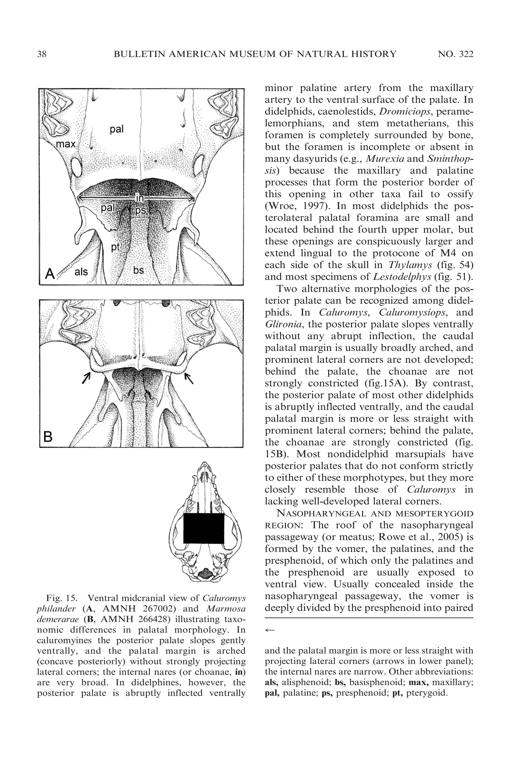 38

BULLETIN AMERICAN MUSEUM OF NATURAL HISTORY

NO. 322

minor palatine artery from the maxillary
artery to the ventral surface of the palate. In
didelphids, caenolestids, Dromiciops, peramelemorphians, and stem metatherians, this
foramen is completely surrounded by bone,
but the foramen is incomplete or absent in
many dasyurids (e.g., Murexia and Sminthopsis) because the maxillary and palatine
processes that form the posterior border of
this opening in other taxa fail to ossify
(Wroe, 1997). In most didelphids the posterolateral palatal foramina are small and
located behind the fourth upper molar, but
these openings are conspicuously larger and
extend lingual to the protocone of M4 on
each side of the skull in Thylamys (fig. 54)
and most specimens of Lestodelphys (fig. 51).
Two alternative morphologies of the posterior palate can be recognized among didelphids. In Caluromys, Caluromysiops, and
Glironia, the posterior palate slopes ventrally
without any abrupt inflection, the caudal
palatal margin is usually broadly arched, and
prominent lateral corners are not developed;
behind the palate, the choanae are not
strongly constricted (fig.15A). By contrast,
the posterior palate of most other didelphids
is abruptly inflected ventrally, and the caudal
palatal margin is more or less straight with
prominent lateral corners; behind the palate,
the choanae are strongly constricted (fig.
15B). Most nondidelphid marsupials have
posterior palates that do not conform strictly
to either of these morphotypes, but they more
closely resemble those of Caluromys in
lacking well-developed lateral corners.

NASOPHARYNGEAL AND MESOPTERYGOID
The roof of the nasopharyngeal
passageway (or meatus; Rowe et al., 2005) is
formed by the vomer, the palatines, and the
presphenoid, of which only the palatines and
the presphenoid are usually exposed to
ventral view. Usually concealed inside the
nasopharyngeal passageway, the vomer is
deeply divided by the presphenoid into paired

REGION:

Fig. 15. Ventral midcranial view of Caluromys
philander (A, AMNH 267002) and Marmosa
demerarae (B, AMNH 266428) illustrating taxonomic differences in palatal morphology. In
caluromyines the posterior palate slopes gently
ventrally, and the palatal margin is arched
(concave posteriorly) without strongly projecting
lateral corners; the internal nares (or choanae, in)
are very broad. In didelphines, however, the
posterior palate is abruptly inflected ventrally

r
and the palatal margin is more or less straight with
projecting lateral corners (arrows in lower panel);
the internal nares are narrow. Other abbreviations:
als, alisphenoid; bs, basisphenoid; max, maxillary;
pal, palatine; ps, presphenoid; pt, pterygoid.

 