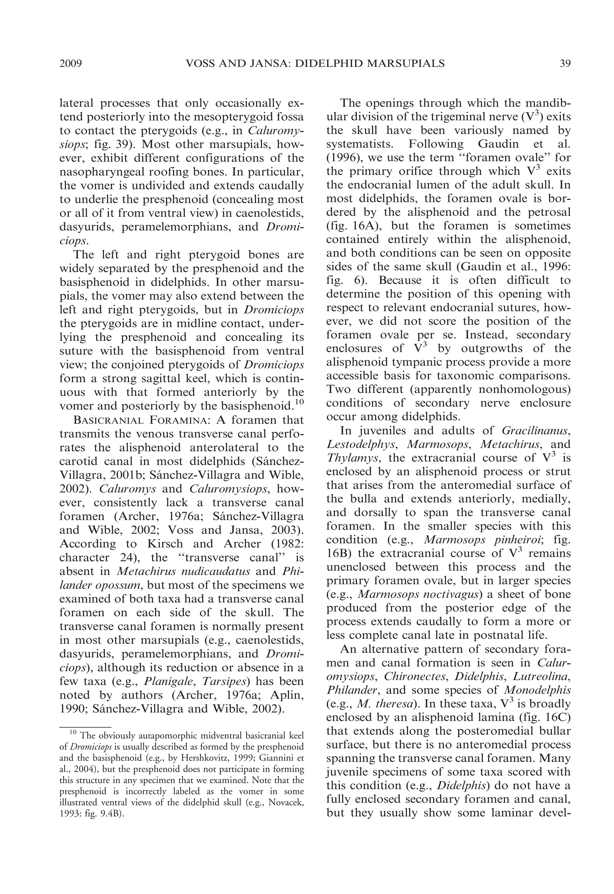 2009

VOSS AND JANSA: DIDELPHID MARSUPIALS

lateral processes that only occasionally extend posteriorly into the mesopterygoid fossa
to contact the pterygoids (e.g., in Caluromysiops; fig. 39). Most other marsupials, however, exhibit different configurations of the
nasopharyngeal roofing bones. In particular,
the vomer is undivided and extends caudally
to underlie the presphenoid (concealing most
or all of it from ventral view) in caenolestids,
dasyurids, peramelemorphians, and Dromiciops.
The left and right pterygoid bones are
widely separated by the presphenoid and the
basisphenoid in didelphids. In other marsupials, the vomer may also extend between the
left and right pterygoids, but in Dromiciops
the pterygoids are in midline contact, underlying the presphenoid and concealing its
suture with the basisphenoid from ventral
view; the conjoined pterygoids of Dromiciops
form a strong sagittal keel, which is continuous with that formed anteriorly by the
vomer and posteriorly by the basisphenoid.10
BASICRANIAL FORAMINA: A foramen that
transmits the venous transverse canal perforates the alisphenoid anterolateral to the
carotid canal in most didelphids (Sanchez´
Villagra, 2001b; Sanchez-Villagra and Wible,
´
2002). Caluromys and Caluromysiops, however, consistently lack a transverse canal
foramen (Archer, 1976a; Sanchez-Villagra
´
and Wible, 2002; Voss and Jansa, 2003).
According to Kirsch and Archer (1982:
character 24), the ‘‘transverse canal’’ is
absent in Metachirus nudicaudatus and Philander opossum, but most of the specimens we
examined of both taxa had a transverse canal
foramen on each side of the skull. The
transverse canal foramen is normally present
in most other marsupials (e.g., caenolestids,
dasyurids, peramelemorphians, and Dromiciops), although its reduction or absence in a
few taxa (e.g., Planigale, Tarsipes) has been
noted by authors (Archer, 1976a; Aplin,
1990; Sanchez-Villagra and Wible, 2002).
´
10
The obviously autapomorphic midventral basicranial keel
of Dromiciops is usually described as formed by the presphenoid
and the basisphenoid (e.g., by Hershkovitz, 1999; Giannini et
al., 2004), but the presphenoid does not participate in forming
this structure in any specimen that we examined. Note that the
presphenoid is incorrectly labeled as the vomer in some
illustrated ventral views of the didelphid skull (e.g., Novacek,
1993: fig. 9.4B).

39

The openings through which the mandibular division of the trigeminal nerve (V3) exits
the skull have been variously named by
systematists. Following Gaudin et al.
(1996), we use the term ‘‘foramen ovale’’ for
the primary orifice through which V3 exits
the endocranial lumen of the adult skull. In
most didelphids, the foramen ovale is bordered by the alisphenoid and the petrosal
(fig. 16A), but the foramen is sometimes
contained entirely within the alisphenoid,
and both conditions can be seen on opposite
sides of the same skull (Gaudin et al., 1996:
fig. 6). Because it is often difficult to
determine the position of this opening with
respect to relevant endocranial sutures, however, we did not score the position of the
foramen ovale per se. Instead, secondary
enclosures of V3 by outgrowths of the
alisphenoid tympanic process provide a more
accessible basis for taxonomic comparisons.
Two different (apparently nonhomologous)
conditions of secondary nerve enclosure
occur among didelphids.
In juveniles and adults of Gracilinanus,
Lestodelphys, Marmosops, Metachirus, and
Thylamys, the extracranial course of V3 is
enclosed by an alisphenoid process or strut
that arises from the anteromedial surface of
the bulla and extends anteriorly, medially,
and dorsally to span the transverse canal
foramen. In the smaller species with this
condition (e.g., Marmosops pinheiroi; fig.
16B) the extracranial course of V3 remains
unenclosed between this process and the
primary foramen ovale, but in larger species
(e.g., Marmosops noctivagus) a sheet of bone
produced from the posterior edge of the
process extends caudally to form a more or
less complete canal late in postnatal life.
An alternative pattern of secondary foramen and canal formation is seen in Caluromysiops, Chironectes, Didelphis, Lutreolina,
Philander, and some species of Monodelphis
(e.g., M. theresa). In these taxa, V3 is broadly
enclosed by an alisphenoid lamina (fig. 16C)
that extends along the posteromedial bullar
surface, but there is no anteromedial process
spanning the transverse canal foramen. Many
juvenile specimens of some taxa scored with
this condition (e.g., Didelphis) do not have a
fully enclosed secondary foramen and canal,
but they usually show some laminar devel-

 